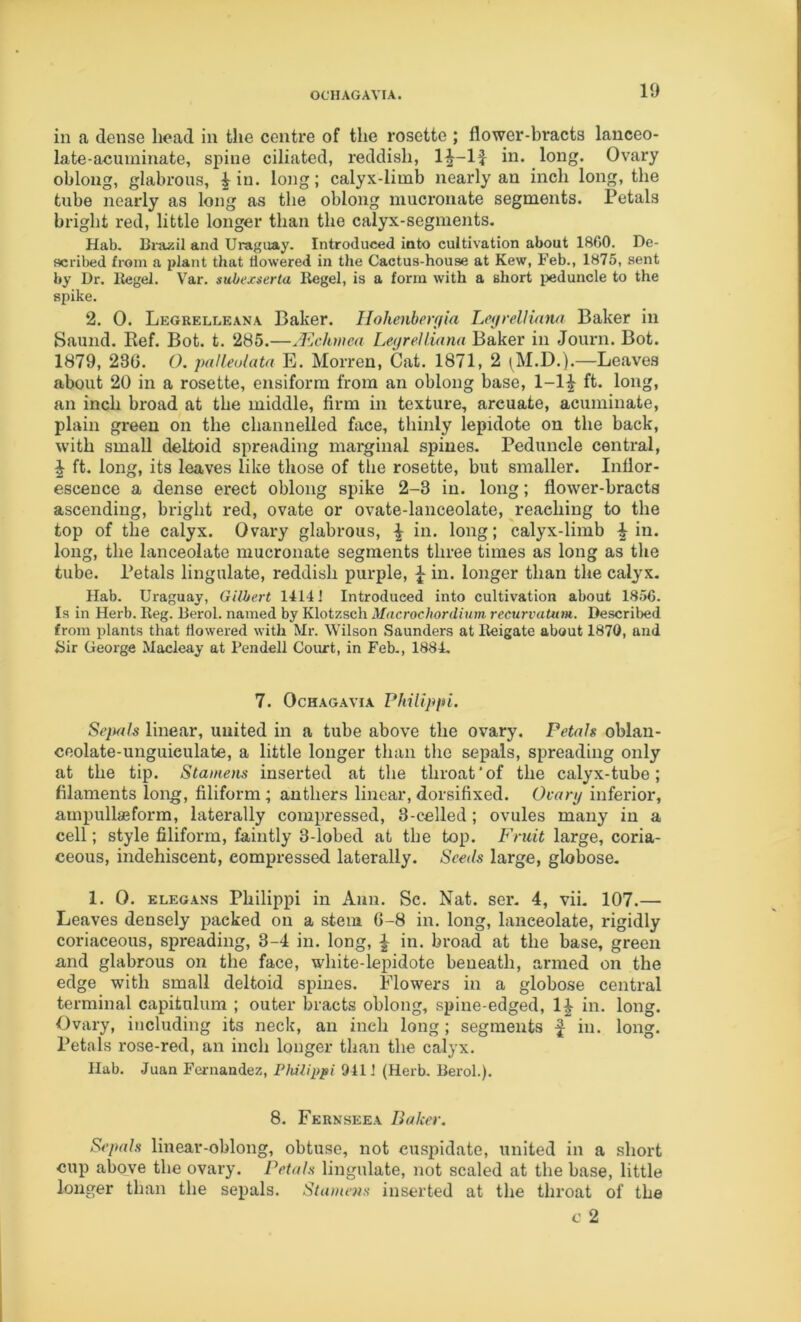 OCHAGAVIA. in a dense head in the centre of the rosette ; flower-bracts lanceo- late-acuminate, spine ciliated, reddish, 1^-li in. long. Ovary oblong, glabrous, ^ in. lojig; calyx-limb nearly an inch long, the tube nearly as long as the oblong mucronate segments. Petals bright red, little longer than the calyx-segments. Hab, Bi-a/.il and Uraguay. Introduced into cultivation about 1800. Dc- scril)ed from a plant that flowered in the Cactus-house at Kew, Feb., 1875, sent by Dr. Hegel. Var. subexserta Kegel, is a form with a short ijeduncle to the spike. 2. 0. Legrelleana Baker. IIohenber(jia LotjrelHana Baker in Saund. Kef. Bot. t. 285.—A^chmea LegreUinnu Baker in Journ. Bot. 1879, 236. O. palieulata E. Morren, Cat. 1871, 2 ^M.D.).—Leaves about 20 in a rosette, ensiform from an oblong base, 1-1^ ft. long, an inch broad at the middle, firm in texture, arcuate, acuminate, plain green on the channelled face, tliinly lepidote on the back, with small deltoid spreading marginal spines. Peduncle central, ^ ft. long, its leaves like those of the rosette, but smaller. Inflor- escence a dense erect oblong spike 2-3 in. long; flower-bracts ascending, bright red, ovate or ovate-lanceolate, reaching to the top of the calyx. Ovary glabrous, ^ in. long; calyx-limb ^ in. long, the lanceolate mucronate segments three times as long as the tube. Petals lingulate, reddish purple, ^ in. longer than the calyx. Hab. Uraguay, Gilbert 1414 J Introduced into cultivation about 18;>6. Is in Herb. Reg. Kerol. named by Klotzsch Macrochordium recurvaUim. Described from plants that flowered with Mr. Wilson Saunders at Reigate about 1870, and Sir George Macleay at Rendell Court, in Feb., 1884. 7. OcHAG.AVIA PhilipiH. Se}tals linear, united in a tube above the ovary. Petals oblan- ceolate-unguieulate, a little longer than the sepals, spreading only at the tip. Stamens inserted at the throat’of the calyx-tube; filaments long, filiform; anthers linear,dorsifixed. Ovary inferior, ampullaeform, laterally compressed, 3-celled; ovules many in a cell; style filiform, faintly 3-lobed at the top. Fruit large, coria- ceous, indehiscent, compressed laterally. Seeds large, globose. 1. 0. ELEGANs Philippi in Ann. Sc. Nat. ser. 4, vii. 107.— Leaves densely packed on a stem 6-8 in. long, lanceolate, rigidly coriaceous, spreading, 3-4 in. long, ^ in. broad at the base, green and glabrous on the face, white-lepidote beneath, armed on the edge with small deltoid spines. Flowers in a globose central terminal capitulum ; outer bracts oblong, spine-edged, in. long. Ovary, including its neck, an inch long ; segments f in. long. Petals rose-red, an inch longer than the calyx. Hab. Juan Fernandez, Philippi 941 i (Herb. Rerol.). 8. Fkrnseea Baker. Sepals linear-oblong, obtuse, not cuspidate, united in a short cup above the ovary. Petals lingulate, not scaled at the base, little longer than the sepals. Stu»ie7is inserted at the throat of the c 2