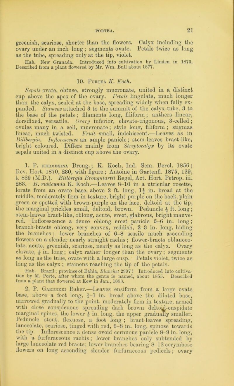 greenish, scariose, shorter than the flowers. Calyx including the ovary under an inch long ; segments ovate. Petals twice as long as the tube, spreading only at the tip, violet. Hab. New Granada. Introduced into cultivation by Linden in 1873. Described from a plant dowered by Mr, Wm. Bull about 1877. 10. Porte A K. Koch. Sepals ovate, obtuse, strongly mucronate, united in a distinct cup above the apex of the ovary. Petals Ungulate, much longer than the calyx, scaled at the base, spreading widely when fully ex- panded. Stamens attached 3 to the summit of the calyx-tube, 3 to the base of the petals ; filaments long, filiform ; anthers linear, dorsifixed, versatile. Ovary inferior, clavate-trigonous, 3-celled; ovules many in a cell, mucronate; style long, filiform ; stigmas linear, much twisted. Fruit small, indehiscent.—Leaves as in liillberyia. Ivjlorescence an ample panicle; stem-leaves bract-like, bright coloured. Differs mainly from Streptocalyx by its ovate sepals united in a distinct cup above the ovary. 1. P. KERMEsiNA Broiig.; K. Koch, Ind. Sem. Berol. 185G; Piev. Hort. 1870, 230, with figure; Antoine in Gartenfl. 1875, 129, t. 829 (M.D.). Billbergia Bronyaiartii Eegel, Act. Hort. Petrop, iii. 283. B. rubicumla K. Koch.—Leaves 8-10 in a utricular rosette, lorate from an ovate base, above 2 ft. long, 1^ in. broad at the middle, moderately firm in texture, biught purple on the back, plain gi'een or spotted with brown-purple on the face, deltoid at the tip, the marginal prickles small, deltoid, brown. Peduncle ^ ft. long; stem-leaves bract-like, oblong, acute, erect, glabrous, bright mauve- red. Inflorescence a dense oblong erect panicle 6-G in. long; branch-bracts oblong, very convex, reddish, 2-3 in. long, hiding the branches ; lower branches of G-8 sessile much ascending flowers on a slender nearly straight rachis ; flower-bracts oblanceo- late, acute, greenish, scariose, nearly as long as the calyx. Ovary clavate, ^ in. long ; calyx rather longer than the ovary; segments as long as the tube, ovate with a large cusp. Petals violet, twice as long as the calyx ; stamens reaching the tip of the petals. Hab. Brazil; province of Bahia, Blancliet 2997 1 Introduced into cultiva- tion by M. I’orte, after whom the genus is named, about 1855. Described from a plant that flowered at Kew in Jan., 1883. 2. P. G.\rdneri Baker.—Leaves ensiform from a large ovate base, above a foot long, f-1 in. broad above the dilated base, narrowed gradually to the point, moderately firm in texture, armed with close conspicuous spreading dark brown deltoy-cuspidatc marginal spines, the lower ^ in. long, the upper gradually smaller. Peduncle stout, flexuose, a foot long ; bract-leaves spreading, lanceolate, scariose, tinged with red, G-8 in. long, spinose totvards the tip. Inflorescence a dense ovoid cernuous panicle 8-9 in. long, with a furfuraceous rachis; lower branches only subtended by large lanceolate red bracts; lower branches bearing 8-12 corymbose flowers on long ascending slender furfuraceous pedicels; ovary