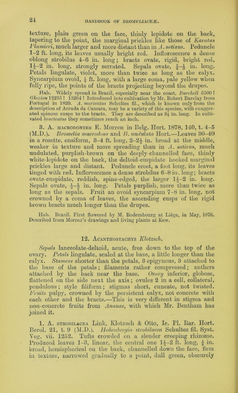 21 texture, plain green on the face, thinly lepidote on the hack, tapering to the point, the marginal prickles like those of Karatas Plumieri, much larger and more distant than in A.sutivm. Peduncle 1-2 ft. long, its leaves usually bright red. Inflorescence a dense oblong strobilus 4-6 in. long; bracts ovate, rigid, bright red, 1^-2 in. long, strongly serrated. Sepals ovate, in. long. Petals Ungulate, violet, more than twice as long as the calyx. Syncarpium ovoid, ft. long, with a large coma, pale yellow when fully ripe, the points of the bracts projecting beyond the drupes. Hab. Widely spread in Brazil, especially near the coast, Burchell SoOO ! GJdziou 12235 ! 132G4 ! Introduced into cultivation by Mr. Eobert Barclay from I’ortugal in 1820. A. vmricatm Schultes fil., which is known only from the description of Arruda da Camara, may be a variety of this species, with exasper- ated spinose cusps to the bracts. They are described as 3i in. long. In culti- vated bracteatus they sometimes reach an inch. 3. A. MACRODONTES E. MoiTcn in Belg. Ilort. 1878, 140, t. 4-5 (M.D.). Brotnelia macrodosn and l>. nndulata Hort.—Leaves 30-40 in a rosette, ensiform, 3-4 ft. long, 2-2^ in. broad at the middle, weaker in texture and more spreading than in A. mtivus, much undulated, purplish-brown on the deeply-cliannelled face, thinly white-lepidote on the back, the deltoid-cuspidate hooked marginnl prickles large and distant. Peduncle erect, a foot long, its leaves tinged with red. Inflorescence a dense strobilus 6-8 in. long; bracts ovate-cuspidate, reddish, spine-edged, the larger 1^-2 in. long. Sepals ovate, in. long. Petals purplish, more than twice as long as the sepals. Fruit an ovoid syncarpium 7-8 in. long, not crowmed by a coma of leaves, the ascending cusps of the rigid brown bracts much longer than the drupes. Ilab. Brazil. First flowered by M. Eodembourg at Liege, in May, 187G. Described from Morren’s drawings and living plants at Kew. 12. Acanthostachys Klotzsch. Sepids lanceolate-deltoid, acute, free down to the top of the ovary. Petals lingulate, scaled at the base, a little longer than the calyx. Stamens shorter than the petals, 3 epigynous, 3 attached to the base of the petals; filaments rather compressed; anthers attached by the back near the base. Ovary inferior, globose, flattened on the side next the axis ; ovules 2 in a cell, collateral, pendulous; style filiform; stigmas short, cuneate, not twisted. Priiits pulpy, crowned by the persistent calyx, not concrete with each other and the bracts.—This is very different in stigma and non-concrete fruits from Ananas, with which Mr. Bentham has joined it. 1. A. STROBiLACEA Liiik, Klotzscli k Otto, Ic. PI. Bar. Hort. Berol. 21, t. 9 (M.D.). Holtcnheryla strohilacea Schultes fil. Syst. Vcg. vii. 1252. Tufts crowded on a slender creeping rhizome. Produced leaves 1-3, linear, the central one 14-2 ft. long, 4 hi. broad, hemispherical on the back, channelled down the face, firm in texture, narrowed gradually to a point, dull green, obscurely