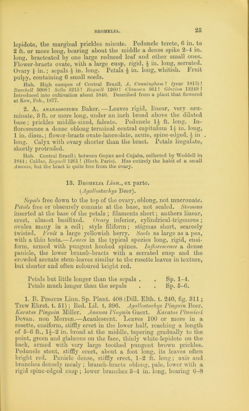 BROMELIA. lepidote, the marginal prickles minute. Peduncle terete, G in. to 2 ft. or more long, beai'ing about the middle a dense spike 2-4 in. long, bracteated by one large reduced leaf and other small ones. Piower-bracts ovate, ^Yitb a large cusp, rigid, ^ in. long, serrated. Ovary \ in.; sepals i in. long. Petals | in. long, whitish. Fruit pulpy, containing 6 small seeds. Hab. High canipos of Central Brazil, A. Cunningham I (year 1815)! linirhell 50081 Sello 5215! lla/nell 1200! Clauxacu 301! Glazioii 13240! Introduced into cultivation about 1840. Described from a plant that dowered at Kew, Deb., 1877. 2. A. ANANAssoiDEs Baker. —Leaves rigid, linear, very acu- minate, 8 ft. or more long, under an inch broad above the dilated base ; prickles middle-sized, falcate. Peduncle 14 ft. long. In- florescence a dense oblong terminal central capitulum 11 in. long, 1 in. diaiu.; flower-bracts ovate-lanceolate, acute, spine-edged, 4 in . long. Calyx with ovary shorter than the bract. Petals Ungulate, shortly protruded. Ilab. Central Brazil; between Goyaz and Cujaba, colleeted by Weddell in 1844; Caldas, Reijnell 12(il ! (Herb. Baris). Has entirely the habit of a small Ananas, but the bract is quite free from the ovary. 13. Brojielia Linn.., ex parte. [A(jollostacJii/s Beer). Sepals free down to the top of the ovary, oblong, not mucronate. Petals free or obscurely connate at the base, not scaled. St(nne)is inserted at the base of the petals ; filaments short; anthers linear, erect, almost basifixed. Oeanj inferior, cylindrical-trigonous; ovules many in a cell; style filiform; stigmas short, scarcely twisted. Fruit a large yellowish berry. Seeds as large as a pea, with a thin testa.—Leaves in the typical species long, rigid, eusi- form, armed with pungent hooked spines. IvJJorescence a dense panicle, the lower branch-bracts with a serrated cusp and the crowded arcuate stem-leaves similar to the rosette leaves in texture, but shorter and often coloured bright red. Petals but little longer than the sepals . . Sp. 1-4. Petals much longer than the sepals . . Sp. 5-6. 1. B. PiNGUiN Linn. Sp. Plant. 408 (Dill. Elth. t. 240, fig. 311; Trew Ehret. t. 51); Bed. Lil. t. 396. Aipdlostachys Vintjuin Beer. Karatas Pinguin Miller. Ananas Pingnin Gaert. Karatas Plwnieri Devan. non Morren.—Acaulescent. Leaves 100 or more in a rosette, ensiform, stiffly erect in the lower half, reaching a length of 5-6 ft., 14-2 in. broad at the middle, tapering gradually to the point, green and glabrous on the face, thinly white-lepidote on the back, armed with very large toothed pungent brown prickles. Peduncle stout, stiffly erect, about a foot long, its leaves often bright red. Panicle dense, stiffly erect, 1-2 ft. long; axis and branches densely mealy ; branch-bracts oblong, pale, lower Avith a rigid spine-edged cusp ; loAver branches 3-4 in. long, bearing 6-8