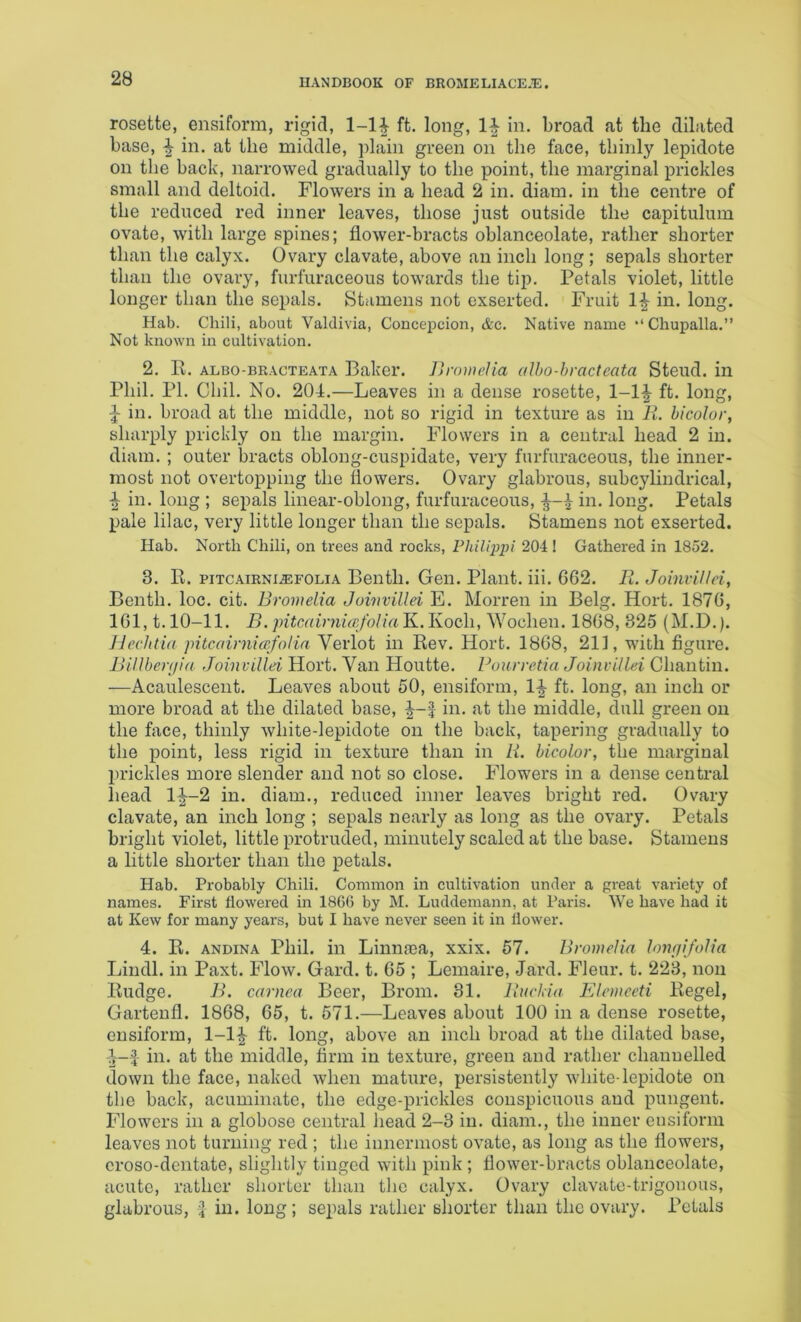 rosette, ensiform, rigid, 1-1|- ft. long, in. broad at the dilated base, ^ in. at the middle, plain green on the face, thinly lepidote on the back, narrowed gradually to the point, the marginal prickles small and deltoid. Flowers in a head 2 in. diam. in the centre of the reduced red inner leaves, those just outside the capitulum ovate, with large spines; flower-bracts oblanceolate, rather shorter than the calyx. Ovary clavate, above an inch long ; sepals shorter than the ovary, furfuraceous towards the tip. Petals violet, little longer than the sepals. Stamens not exserted. Fruit in. long. Hab. Chili, about Valdivia, Concepcion, &c. Native name “‘Chupalla.” Not known in cultivation. 2. R. ALBO-BRACTEATA Baker. ]>romeUa olho-bracteata Steud. in Phil. PI. Chil. No. 204.—Leaves in a dense rosette, 1-1|- ft. long, ^ in. broad at the middle, not so rigid in texture as in li. bicolor, sharply prickly on the margin. Flowers in a central head 2 in. diam. ; outer bracts oblong-cuspidate, very furfuraceous, the inner- most not overtopping the flowers. Ovary glabrous, subcylindrical, ^ in. long ; sepals linear-oblong, furfuraceous, in. long. Petals pale lilac, very little longer than the sepals. Stamens not exserted. Hab. North Chili, on trees and rocks, FhiUppi 204! Gathered in 1852. 3. 11. piTCAiRNiiEFOLiA Beiitli. Geii. Plant, iii. 662. R. Joinvillei, Benth. loc. cit. Bromelia Joivvillei E. Morren in Belg. Hort. 1876, 161,1.10-11. B.pitcairnucfoliaK.Koch, Wochen. 1868, 325 (M.D.). Jlechtia pitcairniccfoiia Verlot in Rev. Hort. 1868, 211, with figure. Billberiiia Joinvillei Hort. Van Houtte. Pourretia Joinvillei Ghantin. —Acaulescent. Leaves about 50, ensiform, 1-| ft. long, an inch or more broad at the dilated base, in. at the middle, dull green on the face, thinly white-lepidote on the back, tapering gradually to the point, less rigid in texture than in Li. bicolor, the marginal prickles more slender and not so close. Flowers in a dense central head li-2 in. diam., reduced inner leaves bright red. Ovary clavate, an inch long ; sepals nearly as long as the ovary. Petals bright violet, little protruded, minutely scaled at the base. Stamens a little shorter than the petals. Hab. Probably Chili. Common in cultivation under a great variety of names. First flowered in 186(5 by M. Luddemann, at Paris. We have had it at Kew for many years, but I have never seen it in flower. 4. R. ANDiNA Phil, in Linnaea, xxix. 57. Bromelia lonpifolia Lindl. in Paxt. Flow. Gard. t. 65 ; Lemaire, Jard. Fleur, t. 223, non Rudge. B. carnea Beer, Brom. 31. Uuchia Elemccti Regel, Garteufl. 1868, 65, t. 571.—Leaves about 100 in a dense rosette, ensiform, 1-1^ ft. long, above an inch broad at the dilated base, -1--^ in. at the middle, firm in texture, green and rather channelled down the face, naked when mature, persistently white-lepidote on the back, acuminate, the edge-prickles conspicuous and pungent. Flowers in a globose central head 2-3 in. diam., the inner ensiform leaves not turning red ; the innermost ovate, as long as the flowers, croso-dentate, slightly tinged with pink ; flower-bracts oblanceolate, acute, rather shorter than the calyx. Ovary clavate-trigonous, glabrous, in. long; sepals rather shorter than the ovary. Petals