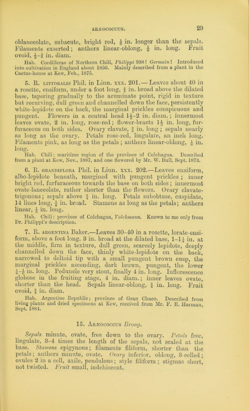 AR.-tOCOCCUS. oblaiiceolatc, subacute, bright red, ^ in. longer than the sepals. Filaments exserted; anthers linear-oblong, ^ in. long. Fruit ovoid, in. diam. Hab. Cordilleras of Northern Chili, Philippi Gennainl Introduced into cultivation in England about 1850. Mainly described from a plant in the Cactus-house at Kew, Feb., 1875. 5. E. LiTTORALis Phil, in Linn. xxx. 201. — Leaves about 40 in a rosette, ensiform, under a foot long, f in. broad above the dilated base, tapering gradually to the acuminate point, rigid in texture but recurving, dull green and channelled down the face, persistently white-lepidote on tbe back, the marginal prickles conspicuous and pungent. Flowers in a central head 1^-2 in. diam. ; innermost leaves ovate, 2 in. long, rose-red; dower-bracts 1^ in. long, fur- furaceous on both sides. Ovary clavate, J in. long ; sepals nearly as long as the ovary. Petals rose-red. Ungulate, an inch long. Filaments pink, as long as the petals ; anthers linear-oblong, ^ in. long. Hab. Chili; maritime region of the province of Colchagua. Described from a plant at Kew, Nov., 1887, and one dowered by Mr. W. Bull, Sept. 1873. 6. Pi. GR.AXDiFLORA Phil, ill Liiiii. xxx. 202.—Leaves ensiform, albo-lopidote beneath, margined with pungent prickles ; inner bright red, furfuraceous towards the base on both sides; innermost ovate-lanceolate, rather shorter than the flowers. Ovary clavate- trigonous; sepals above f in. long. Petals subobtuse, cuspidate, 14 lines long, ^ in. broad. Stamens as long as the x^etals; anthers linear, in. long. Hab. Chili: province of Colchagua, Volckinann. Known to me only from Dr. Philippi’s desciiption. 7. Pi. ARGENTINA Baker.—Leaves 30-40 in a rosette, lorate-ensi- form, above a foot long. 3 in. broad at the dilated base, 1-1:1 in* n,t the middle, firm in texture, dull green, scarcely lepidote, deeply channelled down the face, thinly white-lepidote on the back, narrowed to deltoid tip with a small pungent brown cusp, the marginal prickles ascending, dark brown, pungent, the lower J-F 111. long. Peduncle very stout, finally 4 in. long. Inflorescence globose in the fruiting stage, 4 in. diam.; inner leaves ovate, shorter than the head. Sepals Ihiear-oblong, f in. long. Fruit ovoid, I ill. diam. Hab. Argentine Eepublic; provinee of Gran Chaco. Described from living plants and dried specimens at Kew, received from Mr. F. E. Plarman 3ept. 1881. 15. Ar.eococcus Bron(j. Sepals minute, ovate, free down to the ovary. J\>tals free, lingulate, 3-4 times the length of the sepals, not scaled at the base. Staineyis epigynous; filaments filiform, shorter than the petals; anthers minute, ovate, (h-ary inferior, oblong, 3-celled ; ovules 2 in a cell, axile, pendulous; style filiform ; stigmas short, not twisted. Fruit small, indehiscent.