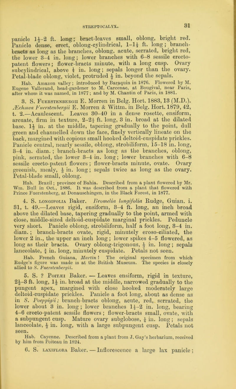 STIiEPTOCALVX. panicle H-2 ft. long; bract-leaves small, oblong, bright red. Panicle dense, erect, oblong-cylindrical, 1-1 i ft. long; brancli- bnicts as long as the branches, oblong, acute, serrated, bright red, tlie lower 3—4 in. long; lower branches with G—8 sessile erecto- patent flowers; flower-bracts minute, with a long cusp. Ovary subcylindrical, above i in. long; sepals longer than the ovary. Petal-blade oblong, violet, protruded ^ in. beyond the sepals. Hab. Amazon valley; introduced by Baraquin in 1876. Flowered by M. Eugene Vallerand, head-gardener to M. Carcenac, at Bougival, near Paris, after whom it was named, in 1877; and by M. Chantin of Paris, in 1881. 3. S. Fuerstenbergii E. Morren in Belg. Ilort. 1883,13 (M.D.). Ju-hniea Fiurstevhenjii E. Morren & Wittm. in Belg. Hort. 1879, 42, t. 2.—Acaulescent. Leaves 80-40 in a dense rosette, ensiform, arcuate, firm in texture, 2-2^ ft. long, 3 in. broad at the dilated base. 14 in. at the middle, tapering gradually to the point, dull green and channelled down the face, finely vertically lineate on the back, margined with copious small hooked deltoid-cuspidate prickles. Panicle central, nearly sessile, oblong, strobiliform, 15-18 in. long, 3-4 in. diam. ; branch-bracts as long as the branches, oblong, pink, serrated, the lower 3-4 in. long; lower branches with 6-8 sessile erecto-patent flowers ; flower-bracts minute, ovate. Ovary greenish, mealy, 4 5 sepals twice as long as the ovary. Petal-blade small, oblong. Hab. Brazil; province of Bahia. Described from a plant flowered by Mr. Win. Bull in Oct., 188(5. It was described from a plant that flowered with Prince Fuersteuberg, at Donauschingen, in the Black Forest, in 1877. 4. S. LONGiFOLiA Baker. Bromelin luiujifolia Budge, Guian. i. 81, t. 49.—Leaves rigid, ensiform, 8-4 ft. long, an inch broad above the dilated base, tapering gradually to the point, armed with close, middle-sized deltoid-cuspidate marginal prickles. Peduncle very short. Panicle oblong, strobiliform, half a foot long, 3-4 in. diam. ; branch-bracts ovate, rigid, minutely eroso-ciliated, the lower 2 in., the upper an inch long; lower spikes 4-5 flowered, as long as their bracts. Ovary oblong-trigonous, 4 in* long I sepals lanceolate, J in. long, minutely cuspidate. Petals not seen. Hab. French Guiana, Martin I The original specimen from which Budge’s figure was made is at the British Museum. The species is closely allied to H. Fuerstenbergii. 5. S. ? P01T.E1 Baker. — Leaves ensiform, rigid in texture, 2^-3 ft. long, 14 in. broad at the middle, narrowed gradually to the pungent apex, margined with close hooked moderately large deltoid-cuspidate prickles. Panicle a foot long, about as dense as in S. Poeppiyii; branch-bracts oblong, acute, red, serrated, the lower about 3 in. long; lower branches 1^-2 in. long, bearing 4-6 erecto-patent sessile flowers ; flower-bracts small, ovate, with a subpungent cusp. Mature ovary subglobose, 4 iu. long ; sepals lanceolate, 4 in. long, with a large subpungent cusp. Petals not seen. Hab. Cayenne. Described from a plant from J. Gay’s herbarium, received by him from Poiteau in 1824. 6. S. LAxiFLORA Baker. — Inflorescence a large lax panicle;