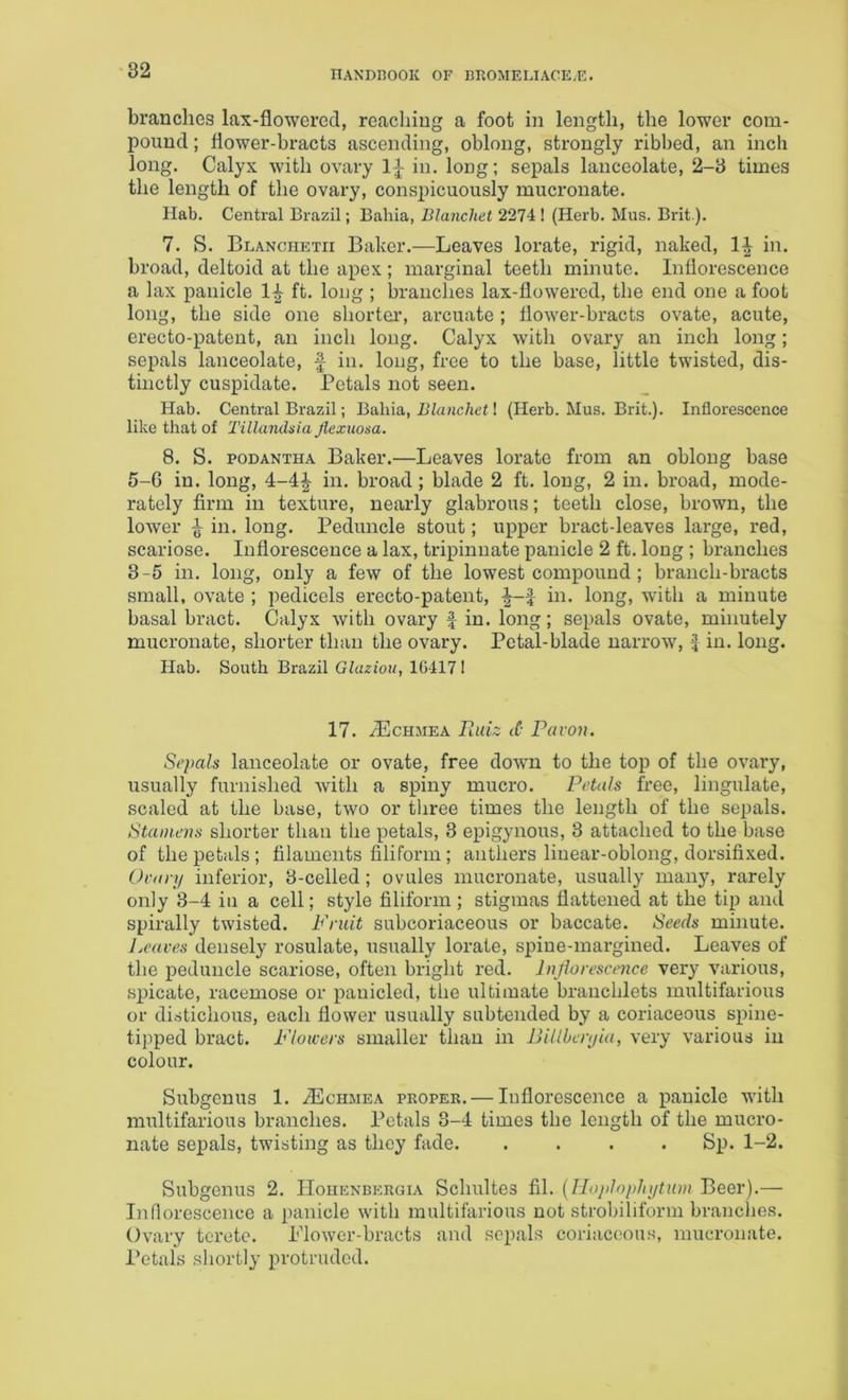 branches lax-flowered, reaching a foot in length, the lower com- pound ; flower-bracts ascending, oblong, strongly ribbed, an inch long. Calyx with ovary 1^ in. long; sepals lanceolate, 2-3 times the length of the ovary, conspicuously mucronate. Hab. Central Brazil; Bahia, Blanchet 2274 ! (Herb. Mus. Brit ). 7. S. Blanchetii Baker.—Leaves lorate, rigid, naked, in. broad, deltoid at the apex; marginal teeth minute. Inflorescence a lax panicle 1^ ft. long ; branches lax-flowered, the end one a foot long, the side one shorter’, arcuate; flower-bracts ovate, acute, erecto-patent, an inch long. Calyx with ovary an inch long; sepals lanceolate, f in. long, free to the base, little twisted, dis- tinctly cuspidate. Petals not seen. Hab. Central Brazil; Bahia, Blanchet I (Herb. Mus. Brit.). Inflorescence like that of Tillandsla Jlexuosa. 8. S. PODANTHA Baker.—Leaves lorate from an oblong base 5-G in. long, 4-4^ in. broad; blade 2 ft. long, 2 in. broad, mode- rately firm in texture, nearly glabrous; teeth close, brown, the lower 1 in. long. Peduncle stout; upper bract-leaves large, red, scariose. Inflorescence a lax, tripinnate panicle 2 ft. long ; branches 3-5 in. long, only a few of the lowest compound ; branch-bracts small, ovate ; pedicels erecto-patent, in. long, with a minute basal bract. Calyx with ovary f in. long; sepals ovate, minutely mucronate, shorter than the ovary. Petal-blade narrow, f in. long. Hab. South Brazil Glaziou, 16417! 17. /Echmea Fadz (C- Favon. Sepals lanceolate or ovate, free down to the top of the ovary, usually furnished with a spiny mucro. Fetals free, lingulate, scaled at the base, two or three times the length of the sepals. Stamens shorter than the petals, 3 epigynous, 3 attached to the base of the petals ; filaments filiform; anthers linear-oblong, dorsifixed. Oran/ inferior, 3-cclled; ovules mucronate, usually many, rarely only 3-4 in a cell; style filiform; stigmas flattened at the tip and spirally twisted. Fruit subcoriaceous or baccate. Seeds minute. Leaves densely rosulate, usually lorate, s|)iue-margined. Leaves of the peduncle scariose, often bright red. Injiorescence very various, spicate, racemose or panicled, the ultimate branchlets multifarious or distichous, each flower usually subtended by a coriaceous spine- tipped bract. Flowers smaller than in Bilibenjia, very various in colour. Subgenus 1. .dUcHMEA proper. — Inflorescence a panicle with multifarious branches. Petals 3-4 times the length of the mucro- nate sepals, twisting as they fade. .... Sp. 1-2. Subgenus 2. Hoiienbergia Schultes fil. (Ilojilnphi/tiim Beer).— Inflorescence a panicle with multifarious not strobiliform branches. Ovary terete. Blower-bracts and sepals coriaceous, mucronate. Petals shortly protruded.