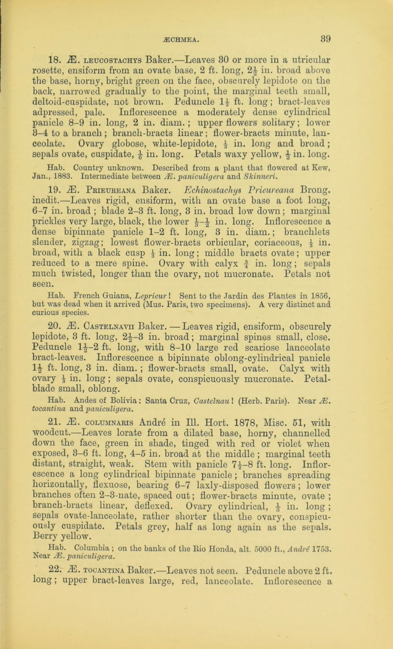 18. M. LEucosTACHYS Baker.—Leaves 30 or more in a utricular rosette, ensiform from an ovate base, 2 ft. long, 2^ in. broad above the base, horny, bright green on the face, obscurely lepidote on the back, narrowed gradually to the point, the marginal teeth small, deltoid-cuspidate, not brown. Peduncle li ft. long; bract-leaves adpressed, pale. Inflorescence a moderately dense cylindrical panicle 8-9 in. long, 2 in. diam.; upper flowers solitary; lower 3-4 to a branch; branch-bracts linear; flower-bracts minute, lan- ceolate. Ovary globose, white-lepidote, ^ in. long and broad; sepals ovate, cuspidate, ^ in. long. Petals waxy yellow, ^ in. long. Hab. Country unknown. Described from a plant that flowered at Kew, Jan., 1883. Intermediate between jE. ‘paniculigera and Skinneri. 19. M. Prieueeana Baker. Echinostachys Prieureana Brong. inedit.—Leaves rigid, ensiform, with an ovate base a foot long, 6-7 in. broad ; blade 2-3 ft. long, 3 in. broad low down; marginal prickles very large, black, the lower in. long. Inflorescence a dense bipinnate panicle 1-2 ft. long, 3 in. diam.; branchlets slender, zigzag; lowest flower-bracts orbicular, coriaceous, ^ in. broad, with a black cusp | in. long; middle bracts ovate; upper reduced to a mere spine. Ovary with calyx f in. long; sepals much twisted, longer than the ovary, not mucronate. Petals not seen. Hab. French Guiana, Leprieur! Sent to the Jardin des Plantes in 1856, but was dead when it arrived (Mus. Paris, two specimens). A very distinct and curious species. 20. M. CastelnaVII Baker.—Leaves rigid, ensiform, obscurely lepidote, 3 ft. long, 2^-3 in. broad; marginal spines small, close. Peduncle l|^-2 ft. long, with 8-10 large red scariose lanceolate bract-leaves. Inflorescence a bipinnate oblong-cylindrical panicle 1^ ft. long, 3 in. diam. ; flower-bracts small, ovate. Calyx with ovary ^ in. long; sepals ovate, conspicuously mucronate. Petal- blade small, oblong. Hab. Andes of Bolivia : Santa Cruz, Castelnau 1 (Herb. Paris). Near tocantina and paniculigera. 21. M. coLUMNARis Andre in 111. Hort. 1878, Misc. 51, with woodcut.—Leaves lorate from a dilated base, horny, channelled down the face, green in shade, tinged with red or violet when exposed, 3-6 ft. long, 4-5 in. broad at the middle ; marginal teeth distant, straight, weak. Stem with panicle 7^-8 ft. long. Inflor- escence a long cylindrical bipinnate panicle; branches spreading horizontally, flexuose, bearing 6-7 laxly-disposed flowers; lower branches often 2-3-nate, spaced out; flower-bracts minute, ovate ; branch-bracts linear, deflexed. Ovary cylindrical, ^ in. long; sepals ovate-lanceolate, rather shorter than the ovary, conspicu- ously cuspidate. Petals grey, half as long again as the sepals. Berry yellow. Hab. Columbia ; on the banks of the Bio Honda, alt. 5000 ft., Andr6 1753. Near paniculigera. 22. .dH. TOCANTINA Baker.—Leaves not seen. Peduncle above 2 ft. long; upper bract-leaves large, i*ed, lanceolate. Inflorescence a