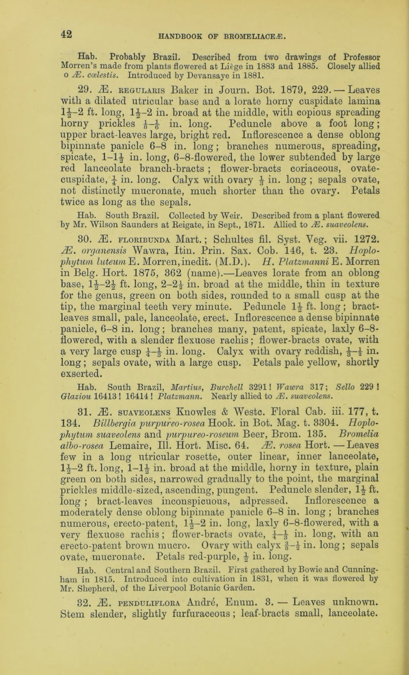 Hab. Probably Brazil. Described from two drawings of Professor Morren’s made from plants flowered at Li^ge in 1883 and 1885. Closely allied 0 coelestis. Introduced by Devansaye in 1881. 29. iE. REGULARis Baker in Journ. Bot. 1879, 229. — Leaves with a dilated utricular base and a lorate horny cuspidate lamina 1^-2 ft. long, 1^-2 in. broad at the middle, with copious spreading horny prickles in. long. Peduncle above a foot long; upper bract-leaves large, bright red. Inflorescence a dense oblong bipinnate panicle 6-8 in. long; branches numerous, spreading, spicate, 1-1^ in. long, 6-8-flowered, the lower subtended by large red lanceolate branch-bracts ; flower-bracts coriaceous, ovate- cuspidate, in. long. Calyx with ovary ^ in. long ; sepals ovate, not distinctly mucronate, much shorter than the ovary. Petals twice as long as the sepals. Hab. South Brazil. Collected by Weir. Described from a plant flowered by Mr. Wilson Saunders at Eeigate, in Sept., 1871. Allied to suaveolens. 30. M. FLORiBUNDA Mart.; Schultes fil. Syst. Veg. vii. 1272. jE. organensis Wawra, Itin. Prin. Sax. Cob. 146, t. 23. Hoplo- phytum luteuni'Ei. Morren,inedit. (M.D.). H. Platzmanni'Et. Morren in Belg. Hort. 1875, 362 (name).—Leaves lorate from an oblong base, li~2^ ft. long, 2-2^ in. broad at the middle, thin in texture for the genus, green on both sides, rounded to a small cusp at the tip, the marginal teeth very minute. Peduncle 1| ft. long ; bract- leaves small, pale, lanceolate, erect. Inflorescence a dense bipinnate panicle, 6-8 in. long; branches many, patent, spicate, laxly 6-8- flowered, with a slender flexuose rachis; flower-bracts ovate, with a very large cusp in. long. Calyx with ovary reddish, -^4 iii* long ; sepals ovate, with a large cusp. Petals pale yellow, shortly exserted. Hab. South Brazil, Martins, Burchell 3291! Wawra 317; Sello 229 ! Glaziou 16413 ! 16414 ! Platzmann. Nearly allied to suaveolens. 31. M. SUAVEOLENS Kuowles & Westc. Floral Cab. iii. 177, t. 134. Billbergia piirpureo-rosea Hook, in Bot. Mag. t. 3304. Hoplo- phytum suaveoleyis and purpureo-roseum Beer, Brom. 135. Bromelia albo-rosea Lemaire, 111. Hort. Misc. 64. JE. rosea Hort. —Leaves few in a long utricular rosette, outer linear, inner lanceolate, 1^-2 ft. long, 1-1^ in. broad at the middle, horny in texture, plain green on both sides, narrowed gradually to the point, the marginal prickles middle-sized, ascending, pungent. Peduncle slender, 1^ ft. long ; bract-leaves inconspicuous, adpressed. Inflorescence a moderately dense oblong bipinnate panicle 6-8 in. long ; bi'anches numerous, erecto-patent, 1-^-2 in. long, laxly 6-8-flowered, with a very flexuose rachis; flower-bracts ovate, in. long, with an erecto-patent brown mucro. Ovary with calyx f-|- in. long; sepals ovate, mucronate. Petals red-purple, ^ in. long. Hab. Central and Southern Brazil. First gathered by Bowie and Cunning- ham in 1815. Introduced into cultivation in 1831, when it was flowered by Mr. Shepherd, of the Liverpool Botanic Garden. 32. M. PENDULiFLORA Aiidre, Enum. 3. — Leaves unknown. Stem slender, slightly furfuraceous; leaf-bracts small, lanceolate.