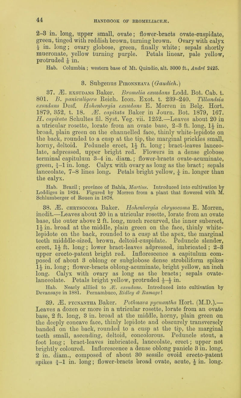 2-3 in. long, upper small, ovate; flower-bracts ovate-cuspidate, green, tinged with reddish brown, turning brown. Ovary with calyx ^ in. long; ovary globose, green, finally white; sepals shortly mucronate, yellow turning purple. Petals linear, pale yellow, protruded ^ in. Hab. Columbia ; western base of Mt. Quindio, alt. 3000 ft., Andre 2425. 3. Subgenus Pironneava (Gaudich.) 37. .Sj. exsudans Baker. Bromelia exsudans Lodd. Bot. Cab. t. 801. B. paniculvjem Eeich. Icon. Exot. t. 239-240. TiUandsia exsudans Desf. Hohenbenjia exsudans E. Morren in Belg. Hort. 1879, 352, t. 18. /E. capitata Baker in Journ. Bot. 1879, 167. H. capitata Schultes fil. Syst. Veg. vii. 1252.—Leaves about 20 in a utricular rosette, lorate from an ovate base, 2-3 ft. long, 1^ in. broad, plain green on the channelled face, thinly white-lepidote on the back, rounded to a cusp at the tip, the marginal prickles small, horny, deltoid. Peduncle erect, 1^ ft. long; bract-leaves lanceo- late, adpressed, upper bright red. Flowers in a dense globose terminal capitulum 3-4 in. diam.; flower-bracts ovate-acuminate, green, f-1 in. long. Calyx with ovary as long as the bract; sepals lanceolate, 7-8 lines long. Petals bright yellow, in. longer than the calyx. Hab. Brazil; province of Bahia, Martins. Introduced into cultivation by Loddiges in 1824. Figured by Morren from a plant that flowered with M. Schlumberger of Eouen in 1878. 38. M. CHRYSOCOMA Baker. Holienhergia chrysocoma E. Morren, inedit.—Leaves about 20 in a utricular rosette, lorate from an ovate base, the outer above 2 ft. long, much recurved, the inner suberect, 1^ in. broad at the middle, plain green on the face, thinly white- lepidote on the back, rounded to a cusp at the apex, the marginal teeth midddle-sized, brown, deltoid-cuspidate. Peduncle slender, erect, ft. long; lower bract-leaves adpressed, imbricated ; 2-3 upper erecto-patent bright red. Inflorescence a capitulum com- posed of about 3 oblong or subglobose dense strobiliform spikes 1^ in. long; flower-bracts oblong-acuminate, bright yellow, an inch long. Calyx with ovary as long as the bracts; sepals ovate- lanceolate. Petals bright yellow, protruded in. Hab. Nearly alllied to JS. exsudans. Introduced into cultivation by Devansaye in 1881. Pernambuco, Ridley <& Ramage ! 39. .dH. PYCNANTHA Baker. Pothuava pycnantha Hort. (M.D.).— Leaves a dozen or more in a utricular rosette, lorate from an ovate base, 2 ft. long, 3 in. broad at the middle, horny, plain green on the deeply concave face, thinly lepidote and obscurely transversely banded on the back, rounded to a cusp at the tip, the marginal teeth small, ascending, deltoid, concolorous. Peduncle stout, a foot long ; bract-leaves imbricated, lanceolate, erect; upper not brightly coloured. Inflorescence a dense oblong panicle 3 in. long, 2 in. diam., composed of about 30 sessile ovoid erecto-patent spikes f-1 in, long; flower-bracts broad ovate, acute, ^ in. long.