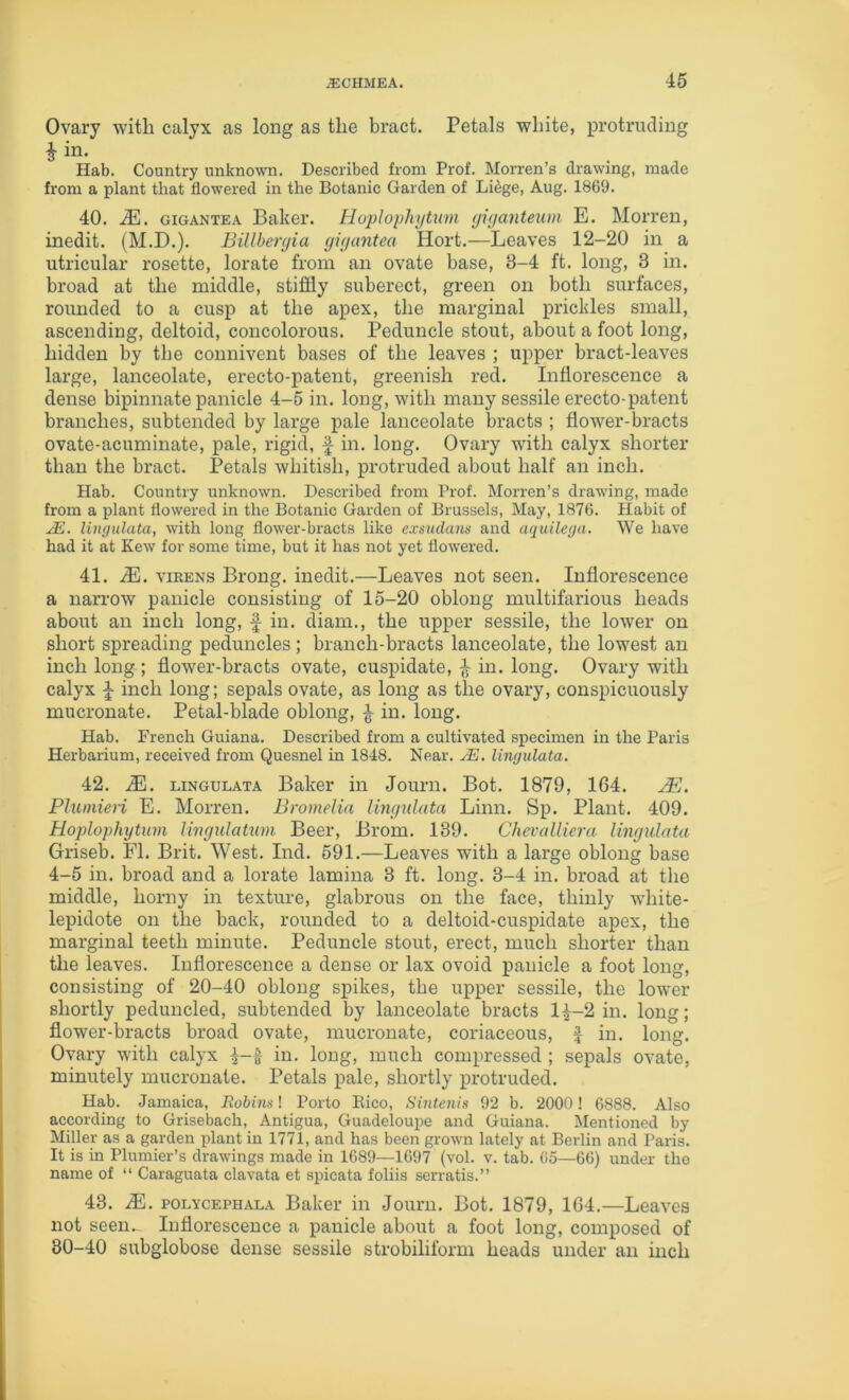 Ovary with calyx as long as the bract. Petals white, protruding i in. Hab. Country unknown. Described from Prof. Morren’s drawing, made from a plant that flowered in the Botanic Garden of Li^ge, Aug. 1869. 40. M. GiGANTEA Baker. Hoplophytum yiyanteum E. Morren, inedit. (M.D.). Billberyia yiyantea Hort.—Leaves 12-20 in a utricular rosette, lorate from an ovate base, 3-4 ft. long, 3 in. broad at the middle, stiffly suberect, green on both surfaces, rounded to a cusp at the apex, the marginal prickles small, ascending, deltoid, concolorous. Peduncle stout, about a foot long, hidden by the connivent bases of the leaves ; upper hract-leaves large, lanceolate, erecto-patent, greenish red. Inflorescence a dense bipinnate panicle 4-5 in. long, with many sessile erecto-patent branches, subtended by large pale lanceolate bracts ; flower-bracts ovate-acuminate, pale, rigid, f in. long. Ovary with calyx shorter than the bract. Petals whitish, protruded about half an inch. Hab. Country unknown. Described from Prof. Morren’s drawing, made from a plant flowered in the Botanic Garden of Brussels, May, 1876. Habit of yE. lingulata, with long flower-bracts like exsudans and aquilega. We have had it at Kew for some time, but it has not yet flowered. 41. iE. VIRENS Brong. inedit.—Leaves not seen. Inflorescence a narrow panicle consisting of 15-20 oblong multifarious heads about an inch long, f in. diam., the upper sessile, the lower on short spreading peduncles ; branch-bracts lanceolate, the lowest an inch long; flower-bracts ovate, cuspidate, ^ in. long. Ovary with calyx ^ inch long; sepals ovate, as long as the ovary, conspicuously mucronate. Petal-blade oblong, ^ in. long. Hab. French Guiana. Described from a cultivated specimen in the Paris Herbarium, received from Quesnel in 1848. Near. ^E. lingulata. 42. M. LINGULATA Baker in Journ. Bot. 1879, 164. xE. Plumieii E. Morren. Bromelia lingulata Linn. Sp. Plant. 409. Hoplophytum lingulatum Beer, Brom. 139. Chevalliera lingulata Griseb. FI. Brit. West. Ind. 591.—Leaves with a large oblong base 4-5 in. broad and a lorate lamina 3 ft. long. 3-4 in. broad at the middle, horny in texture, glabrous on the face, thinly white- lepidote on the back, rounded to a deltoid-cuspidate apex, the marginal teeth minute. Peduncle stout, erect, much shorter than the leaves. Inflorescence a dense or lax ovoid panicle a foot long, consisting of 20-40 oblong spikes, the upper sessile, the lower shortly peduncled, subtended by lanceolate bracts 1^-2 in. long; flower-bracts broad ovate, mucronate, coriaceous, J in. long. Ovary with calyx in. long, much compressed ; sepals ovate, minutely mucronate. Petals pale, shortly protruded. Hab. Jamaica, Robins! Porto Ilico, Sintenis 92 b. 2000 ! 6888. Also according to Grisebach, Antigua, Guadeloupe and Guiana. Mentioned by Miller as a garden plant in 1771, and has been grown lately at Berlin and Paris. It is in Plumier’s drawings made in 1689—1697 (vol. v. tab. Co—66) under the name of “ Caraguata clavata et spicata foliis serratis.” 43. M. POLYCEPHALA Baker in Journ. Bot. 1879, 164.—Leaves not seen^- Inflorescence a panicle about a foot long, composed of 30-40 subglobose dense sessile strobiliform heads under an inch