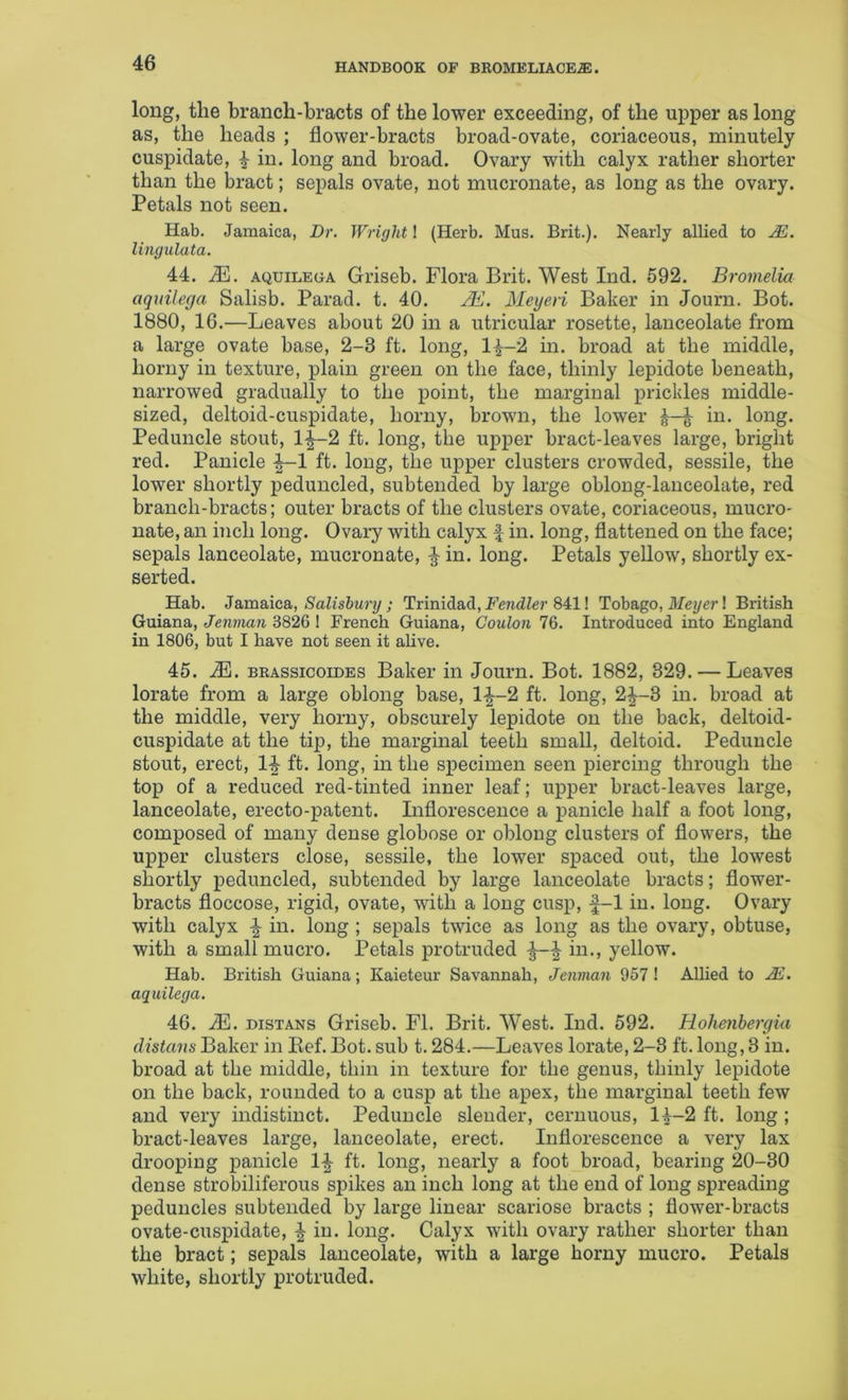 long, the branch-bracts of the lower exceeding, of the upper as long as, the heads ; flower-bracts broad-ovate, coriaceous, minutely cuspidate, ^ in. long and broad. Ovary with calyx rather shorter than the bract; sepals ovate, not mucronate, as long as the ovary. Petals not seen. Hab. Jamaica, Dr. Wright \ (Herb. Mus. Brit.). Nearly allied to lingulata. 44. M. AQUiLEGA Griseb. Flora Brit. West Ind. 592. Bromelia aqnilega Salisb. Farad, t. 40. jE. Meyeii Baker in Journ. Bot. 1880, 16.—Leaves about 20 in a utricular rosette, lanceolate from a large ovate base, 2-3 ft. long, 1^-2 in. broad at the middle, horny in texture, plain green on the face, thinly lepidote beneath, narrowed gradually to the point, the marginal prickles middle- sized, deltoid-cuspidate, horny, brown, the lower in. long. Peduncle stout, 1^-2 ft. long, the upper bract-leaves large, bright red. Panicle ^1 ft. long, the upper clusters crowded, sessile, the lower shortly peduncled, subtended by large oblong-lanceolate, red branch-bracts; outer bracts of the clusters ovate, coriaceous, mucro- nate, an inch long. Ovary with calyx f in. long, flattened on the face; sepals lanceolate, mucronate, in. long. Petals yellow, shortly ex- serted. Hab. Jamaica, Salisbury ; Trinidad, FendZer 841! Tobago, J/e?/cr! British Guiana, Jenman 3826 1 French Guiana, Coulon 76. Introduced into England in 1806, but I have not seen it alive. 45. M. BRAssicoiDES Baker in Journ. Bot. 1882, 329. — Leaves lorate from a large oblong base, 1^-2 ft. long, 2^-3 in. broad at the middle, very horny, obscurely lepidote on the back, deltoid- cuspidate at the tip, the marginal teeth small, deltoid. Peduncle stout, erect, 1-| ft. long, in the specimen seen piercing through the top of a reduced red-tinted inner leaf; upper bract-leaves large, lanceolate, erecto-patent. Inflorescence a panicle half a foot long, composed of many dense globose or oblong clusters of flowers, the upper clusters close, sessile, the lower spaced out, the lowest shortly peduncled, subtended by large lanceolate bracts; flower- bracts floccose, rigid, ovate, with a long cusp, f-1 in. long. Ovary with calyx in. long ; sepals twice as long as the ovary, obtuse, with a small mucro. Petals protruded in., yellow. Hab. British Guiana; Kaieteur Savannah, Jenman 957! Allied to JS. aquilega. 46. M. DiSTANS Griseb. FI. Brit. West. Ind. 592. Holmibergia distans Baker in Eef. Bot. sub t. 284.—Leaves lorate, 2-3 ft. long, 3 in. broad at the middle, thin in texture for the genus, thinly lepidote on the back, rounded to a cusp at the apex, the marginal teeth few and very indistinct. Peduncle slender, cernuous, 1^-2 ft. long ; bract-leaves large, lanceolate, erect. Inflorescence a very lax drooping panicle ft. long, nearly a foot broad, bearing 20-30 dense strobiliferous spikes an inch long at the end of long spreading peduncles subtended by large linear scariose bracts ; flower-bracts ovate-cuspidate, ^ in. long. Calyx with ovary rather shorter than the bract; sepals lanceolate, with a large horny mucro. Petals white, shortly protruded.