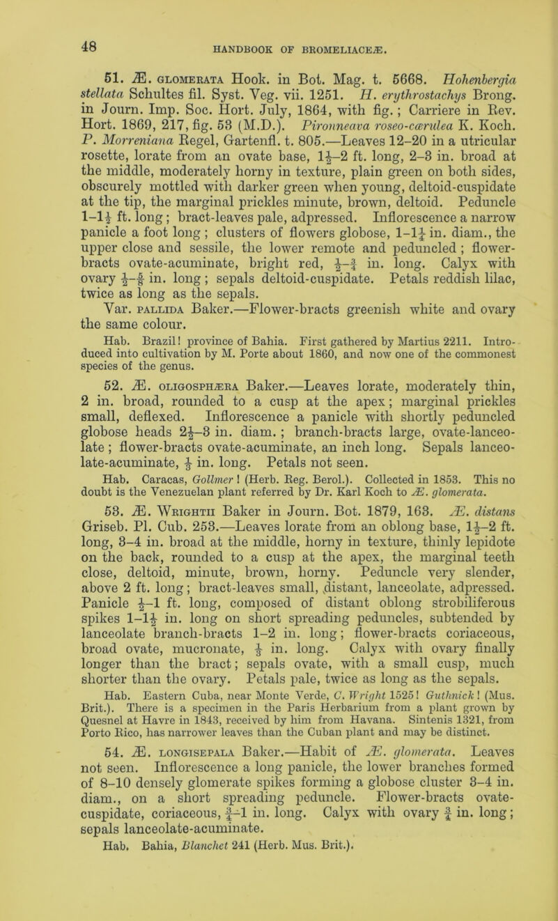 61. M. GLOMERATA Hook. in Bot. Mag. t. 6668. Hohenbergia stellata Schultes fil. Syst. Veg. vii. 1251. H. erythrostachys Brong. in Journ. Imp. Soc. Hort. July, 1864, with fig.; Carriere in Rev. Hort. 1869, 217, fig. 53 (M.D.). Pironneava roseo-canilea K. Koch. P. Morrmiana Eegel, Gartenfl. t. 805.—Leaves 12-20 in a utricular rosette, lorate from an ovate base, 1-|—2 ft. long, 2-3 in. broad at the middle, moderately horny in texture, plain green on both sides, obscurely mottled with darker green when young, deltoid-cuspidate at the tip, the marginal prickles minute, brown, deltoid. Peduncle 1-11 ft. long; bract-leaves pale, adpressed. Inflorescence a narrow panicle a foot long ; clusters of flowers globose, 1-1|- in. diam., the upper close and sessile, the lower remote and peduncled ; flower- bracts ovate-acuminate, bright red, in. long. Calyx with ovary in. long ; sepals deltoid-cuspidate. Petals reddish lilac, twice as long as the sepals. Var. PALLIDA Baker.—Flower-bracts greenish white and ovary the same colour. Hab. Brazil! province of Bahia. First gathered by Martins 2211. Intro- duced into cultivation by M. Porte about 1860, and now one of the commonest species of the genus. 52. M. OLIGOSPH^RA Baker.—Leaves lorate, moderately thin, 2 in. broad, rounded to a cusp at the apex; marginal prickles small, deflexed. Inflorescence a panicle with shortly peduncled globose heads 2^3 in. diam. ; branch-bracts large, ovate-lanceo- late ; flower-bracts ovate-acuminate, an inch long. Sepals lanceo- late-acuminate, ^ in. long. Petals not seen. Hab. Caracas, Gollmer I (Herb. Beg. Berol.). Collected in 1853. This no doubt is the Venezuelan plant referred by Dr. Karl Koch to jE. glomerata. 53. M. Wrightii Baker in Journ. Bot. 1879, 163. JE. distans Griseb. PI. Cub. 253.—Leaves lorate from an oblong base, 1^-2 ft. long, 3-4 in. broad at the middle, horny in texture, thinly lepidote on the back, rounded to a cusp at the apex, the marginal teeth close, deltoid, minute, brown, horny. Peduncle very slender, above 2 ft. long; bract-leaves small, .distant, lanceolate, adpressed. Panicle ^-1 ft. long, composed of distant oblong strobiliferous spikes l-l^- in. long on short spreading peduncles, subtended by lanceolate branch-bracts 1-2 in. long; flower-bracts coriaceous, broad ovate, mucroiiate, ^ in. long. Calyx with ovary finally longer than the bract; sepals ovate, with a small cusp, much shorter than the ovary. Petals pale, twice as long as the sepals. Hab. Eastern Cuba, near Monte Verde, G. Wright 1525! Guthnickl (Mus. Brit.). There is a specimen in the Paris Herbarium from a plant grown by Quesnel at Havre in 1843, received by him from Havana. Sintenis 1321, from Porto Kico, has narrower leaves than the Cuban plant and may be distinct. 54. M. LONGisEPALA Baker.—Habit of jE. glomerata. Leaves not seen. Inflorescence a long panicle, the lower branches formed of 8-10 densely glomerate spikes forming a globose cluster 3-4 in. diam., on a short spreading peduncle. Flower-bracts ovate- cuspidate, coriaceous, f-1 in. long. Calyx with ovary | in. long; sepals lanceolate-acuminate. Hab, Bahia, Blanchet 241 (Herb. Mus. Brit.).