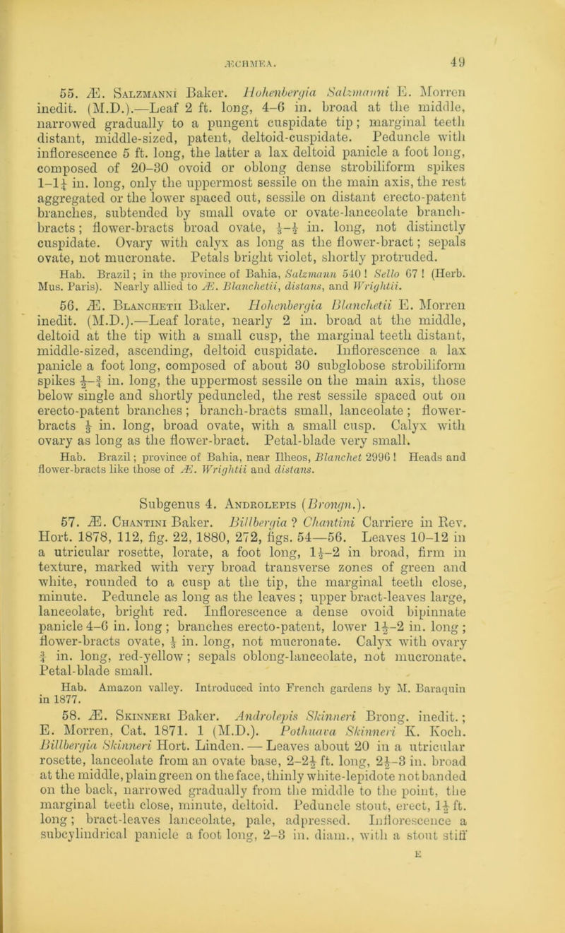 .I’CIIMKA. 4'J 55. /E. Salzmanni Baker. Jluhenben/ia SaUniduyii E. ]\roiTCii inedit. (M.D.).—Leaf 2 ft. long, 4-6 in. broad at the middle, narrowed gradually to a pungent cuspidate tip; marginal teetli distant, middle-sized, patent, deltoid-cuspidate. Peduncle with inflorescence 5 ft. long, the latter a lax deltoid panicle a foot long, composed of 20-30 ovoid or oblong dense strobiliform spikes 1-1 rf in. long, only the uppermost sessile on the main axis, the rest aggregated or the lower spaced out, sessile on distant erecto-patent branches, subtended by small ovate or ovate-lanceolate branch- bracts ; flower-bracts broad ovate, ^-4 in. long, not distinctly cuspidate. Ovary with calyx as long as the flower-bract; sepals ovate, not mucronate. Petals bright violet, shortly protruded. Hab. Brazil; in the province of Bahia, Salzmann 540 ! Sello G7 ! (Herb. Mus. Paris). Nearly allied to JE. Blanchetii, distans, and Wriglitii. 56. .dH. Blanchetii Baker. Hohenhergia Blanchetii E. Morreii inedit. (M.D.).—Leaf lorate, nearly 2 in. broad at the middle, deltoid at the tip with a small cusp, the marginal teeth distant, middle-sized, ascending, deltoid cuspidate. Inflorescence a lax panicle a foot long, composed of about 30 subglobose strobiliform spikes in. long, the uppermost sessile on the main axis, those below single and shortly peduncled, the rest sessile spaced out on erecto-patent branches; branch-bracts small, lanceolate; flower- bracts J in. long, broad ovate, with a small cusp. Calyx with ovary as long as the flower-bract. Petal-blade very small. Hab. Brazil; province of Bahia, near Ilheos, BfaHc/jef 2990 ! Heads and flower-bracts like those of JE. Wrightii and distans. Subgenus 4. Androlepis (Brongn.). 57. iE. Chantini Baker. BiUbergia ? Chantini Carriere in Rev. Hort. 1878, 112, fig. 22, 1880, 272, figs. 54—56. Leaves 10-12 in a utricular rosette, lorate, a foot long, 1^-2 in broad, firm in texture, marked with very broad transverse zones of green and white, rounded to a cusp at the tip, the marginal teeth close, minute. Peduncle as long as the leaves ; upper bract-leaves large, lanceolate, bright red. Inflorescence a dense ovoid bipiunate panicle4-6 in. long; branches erecto-patent, lower 1^-2 in. long; flower-bracts ovate, ^ in. long, not mucronate. Calj’x with ovary i in. long, red-yellow; sepals oblong-lanceolate, not mucronate. Petal-blade small. Hab. Amazon valley. Introduced into French gardens by M. Baraquin in 1877. 58. iE. Skinneri Baker. Androlepis Skinneri Brong. inedit.; E. Morren, Cat. 1871. 1 (M.D.). Pothiuiva Skinneii K. Koch. BiUbergia Skinneri Hort. Linden. — Leaves about 20 in a utricular rosette, lanceolate from an ovate base, 2-2^ ft. long, 2|-3 in. broad at the middle, plain green on the face, thinly white-lepidote not banded on the back, narrowed gradually from the middle to the point, the marginal teeth close, minute, deltoid. Peduncle stout, erect, 14 ft. long; bract-leaves lanceolate, pale, adpressed. Inflorescence a subcylindrical panicle a foot long, 2-3 in. diam., with a stout stiff E