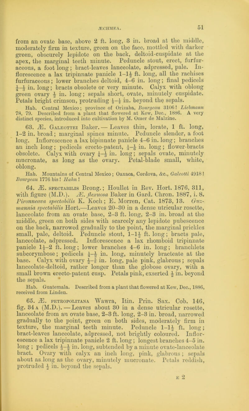 from an ovate base, above 2 ft. long, 3 in. broad at tlie middle, moderately firm in texture, green on the face, mottled with darker green, obscurely lepidote on the back, deltoid-cuspidate at the apex, the marginal teeth minute. Peduncle stout, erect, furfur- aceous, a foot long; bract-leaves lanceolate, adpressed, pale. In- florescence a lax tripinnate panicle 1-1^ ft. long, all the rachises furfuraceous; lower branches deltoid, 4-G in. long; final pedicels in. long; bracts obsolete or very minute. Calyx with oblong green ovary ^ in. long; sepals short, ovate, minutely cuspidate. Petals bright crimson, protruding ^-4 in. beyond the sepals. Hab. Central Mexico; province of Orizaba, Bourrjeau 3106! Liehmann 78, 79. Described from a plant that flowered at Kew, Dec., 1886. A very distinct species, introduced into cultivation by M. Omer de Malzine. G3. M. Galeottei Baker.— Leaves thin, lorate, 1 ft. long, 1-2 in. broad; marginal spines minute. Peduncle slender, a foot long. Inflorescence a lax bipinnate panicle 4-G in. long; branches an inch long; pedicels erecto-patent, in. long; flower-bracts obsolete. Calyx with ovary in. long; sepals ovate, minutely mucronate, as long as the ovary. Petal-blade small, white, oblong. Hab. Mountains of Central Mexico; Oaxaca, Cordova, Ac., Galeotti 4918! Bourgeau 1776 bis! Hahn ! G4. M. spECTABiLis Brong.; Iloullet in Eev. Hort. 187G, 311, with figure (M.D.). flexuosa Baker in Gard. Chron. 1887, i. 8. Pironneava spectahilis K. Koch; E. Morren, Cat. 1873, 13. Guz- mannia spectahilis Hort.—Leaves 20-30 in a dense utricular rosette, lanceolate from an ovate base, 2-3 ft. long, 2-3 in. broad at the middle, green on both sides with scarcely any lepidote pubescence on the back, narrowed gradually to the point, the marginal prickles small, pale, deltoid. Peduncle stout, 1-1^ ft. long; bracts pale, lanceolate, adpressed. Inflorescence a lax rhomboid tripinnate panicle 14-2 ft. long; lower branches 4-G in. long; branchlets subcorymbose; pedicels in. long, minutely bracteate at the base. Calyx with ovary in. long, pale pink, glabrous ; sepals lanceolate-deltoid, rather longer than the globose ovary, with a small brown erecto-patent cusp. Petals pink, exserted ^ in. bej'ond the sepals. Hab. Guatemala. Described from a plant that flowered at Kew, Dec., 1886, received from Linden. Go. M. PETROPOLiTANA Wawi’a, Itin. Prin. Sax. Cob. 14G, fig. 34 a (M.D.).—Leaves about 30 in a dense utricular rosette, lanceolate from an ovate base, 2-3 ft. long, 2-3 in. broad, narrowed gradually to the point, green on both sides, moderately firm in texture, the marginal teeth minute. Peduncle 1-1^ ft. long; bract-leaves lanceolate, adpressed, not brightly coloured. Inflor- escence a lax tripinnate panicle 2 ft. long; longest branches 4-5 in. long ; pedicels | in. long, subtended by a minute ovate-lanceolate bract. Ovary with calyx an inch long, pink, glabrous ; sepals about a& long as the ovary, minutely mucronate. Petals reddish, protruded 4 in. beyond the sepals. E 2