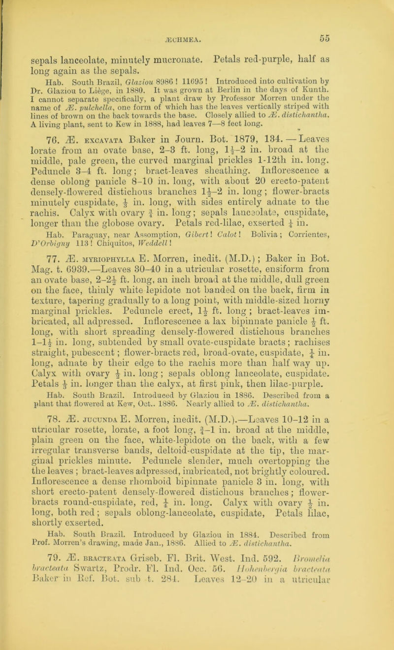 sepals lanceolate, minutely mucronate. Petals red-purple, half as long again as the sepals. Hab. South Brazil, Glaziou 81)86 ! 11095 ! Introduced into cultivation by Dr. Glaziou to Liege, in 1880. It was grown at Berlin in the days of Kunth. I cannot separate specifically, a plant draw by Professor Morren under the name of ^E. pulchella, one form of which has the leaves vertically striped with lines of brown on the back towards the base. Closely allied to jE. distichantha. A living plant, sent to Kew in 1888, had leaves 7—8 feet long. 76. M. EXCAVATA Baker in Journ. Bot. 1879, 134.—Leaves lorate from an ovate base, 2-3 ft. long, 11-2 in. broad at the middle, pale green, the curved marginal prickles l-12th in. long. Peduncle 3-4 ft. long; bract-leaves sheathing. Inflorescence a dense oblong panicle 8-10 in. long, with about 20 ereeto-patent densely-flowered distichous branches 1-^-2 in. long; flower-bracts minutely cuspidate, ^ in. long, with sides entirely adnate to the rachis. Calyx with ovary J in. long; sepals lanceolate, cuspidate, longer than the globose ovary. Petals red-lilac, exserted I in. Hab. Paraguay, near Assomption, Gibert! Calot! Bolivia ; Corrientes, D'Orbi(jnij 113! Chiquitos, Weddell I 77. /E. MYRiopHYLLA E. MoiTcn, inedit. (M.D.); Baker in Bot. Mag. t. 0939.—Leaves 30-40 in a utricular rosette, ensiform from an ovate base, 2-2^ ft. long, an inch broad at the middle, dull green on the face, thinly white lepidote not banded on the back, firm in texture, tapering gradually to a long point, with middle-sized horny marginal prickles. Peduncle erect, ft. long ; bract-leaves im- bricated, all adpressed. Inflorescence a lax bipinnate panicle ft. long, with short spreading densely-flowered distichous branches 1-14 in. long, subtended by small ovate-cuspidate bracts; rachises straight, pubescent; flowex’-bracts red, broad-ovate, cuspidate, J in. long, adnate by their edge to the rachis more than half way up. Calyx with ovary ^ in. long; sepals oblong lanceolate, cuspidate. Petals ^ ill. longer than the calyx, at first pink, then lilac-purple. Hab. South Brazil. Introduced by Glaziou in 1886. Described from a plant that flowered at Kew, Oct.. 1886. Nearly allied to .E. dintichantha. 78. ^E. jucundaE. Morren, inedit. (M.D.).—Leaves 10-12 in a utricular rosette, lorate, a foot long, f-1 in. broad at the middle, plain green on the face, white-lepidote on the back, with a few irregular transverse bands, deltoid-cuspidate at the tip, the mar- ginal prickles minute. Peduncle slender, much overtopping the the leaves ; bract-leaves adpressed, imbricated, not brightly coloured. Inflorescence a dense rhomboid bipinnate panicle 3 in. long, with short ereeto-patent densely-flowered distichous branches; flower- bracts round-cuspidate, red, ^ in. long. Calyx with ovary ^ in. long, both red; sepals oblong-lanceolate, cuspidate. Petals lilac, shortly exserted. Hab. South Brazil. Introduced by Glaziou in 1881. Described from Prof. Morreu’s drawing, made Jan., 1886. Allied to .E. dii^ticliaiillia. 79. iE. BRACTEATA Gi'iseb. FI. Brit. West. Ind. 592. Ih-ouicliu hraeteata Swartz, Prodr. FI. Ind. Occ. 5(5. Ilohenhert/ia hraclealK Baker in lief. Bot. sub t. 284. Ijeaves 12-20 in a utricular