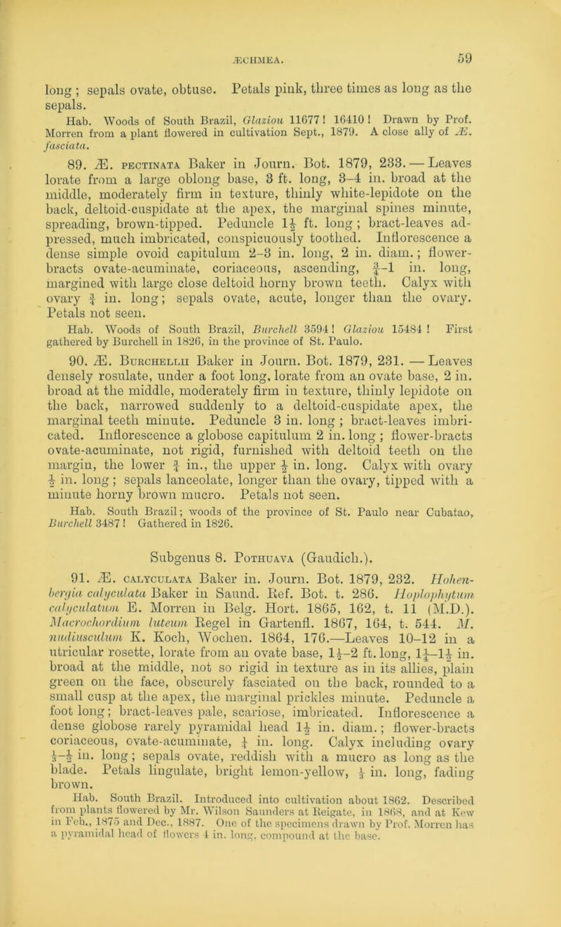 long ; sepals ovate, obtuse. Petals pink, three times as long as the sepals. Hab. Woods of South Brazil, Glaziou 11677 ! 16410 1 Di'awn by Prof. Morren from a plant flowered in cultivation Sept., 1870. A close ally of yE. fasciata. 89. PECTiNATA Baker in Journ. Bot. 1879, 233. — Leaves lorate from a large oblong base, 3 ft. long, 3-4 in. broad at the middle, moderately firm in texture, thinly white-lepidote on the back, deltoid-cuspidate at the apex, the marginal spines minute, spreading, brown-tipped. Peduncle IJ ft. long ; bract-leaves ad- pressed, much imbricated, conspicuously toothed. Infiorescence a dense simple ovoid capitulum 2-3 in. long, 2 in. diam.; flower- bracts ovate-acuminate, coriaceous, ascending, f-1 in. long, margined with large close deltoid horny brown teeth. Calyx witli ovary f in. long; sepals ovate, acute, longer than the ovary. Petals not seen. Hab. Woods of South Brazil, Burchell 3594! Glaziou 15484 ! First gathered by Burchell in 1826, in the province of St. Paulo. 90. 2E. Burchellii Baker in Journ. Bot. 1879, 231. —Leaves densely rosulate, under a foot long, lorate from an ovate base, 2 in. broad at the middle, moderately firm in texture, thinly lepidote on the back, narrowed suddenly to a deltoid-cuspidate apex, the marginal teeth minute. Peduncle 3 in. long ; bract-leaves imbri- cated. Inflorescence a globose capitulum 2 in. long ; flower-bracts ovate-acuminate, not rigid, furnished with deltoid teeth on the margin, the lower f in., the upper ^ in. long. Calyx with ovary 4 in. long; sepals lanceolate, longer than the ovary, tipped with a minute horny brown mucro. Petals not seen. Hab. South Brazil; woods of the province of St. Paulo near Cubatao, Burchell 3487 1 Gathered in 1826. Subgenus 8. Pothuava (Gaudich.). 91. iE. cALYcuLATA Baker in. Journ. Bot. 1879, 232. Hohen- henjia cubjculata Baker in Saund. Kef. Bot. t. 28G. 1 Loplopluitum ca'lijcidatum E. Morren in Belg. Hort. 1865, 162, t. 11 (M.D.). Mdcrochonlium luteum Kegel in Gartenfl. 1867, 164, t. 544, M. nudiiisculum K. Koch, Wochen. 1864, 176.—Leaves 10-12 in a utricular rosette, lorate from an ovate base, 1^-2 ft. long, IJ-l-J in. broad at the middle, not so rigid in texture as in its allies, plain green on the face, obscurely fasciated on the back, rounded to a small cusp at the apex, the marginal prickles minute. Peduncle a foot long; bract-leaves pale, scariose, imbricated. Inflorescence a dense globose rarely pyramidal head 1^ in. diam.; flower-bracts coriaceous, ovate-acuminate, J in. long. Calyx including ovary ill- loiig I sepals ovate, reddish with a mucro as long as the blade. Petals Ungulate, bright lemon-yellow, ^ in. long, fading brown. Hab. South Brazil. Introduced into cultivation about 1862. Described Bom plants _flowered by Mr. Wilson Saunders at lleigatc, in 1868, and at Kew in Feb., 1875 and Dec., 1887. One of the specimens drawn by Prof. Morren lias a pyramidal licad of llowcrs 1 in. long, compound at the base.