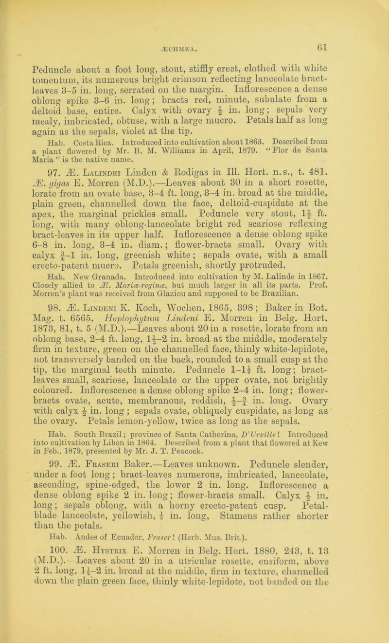 .ECIIMKA. reduncle about a foot long, stout, stiffly erect, clothed with white tomentum, its numerous bright crimson reflecting lanceolate bract- leaves 3-5 in. long, serrated on the margin. Inflorescence a dense oblong spike 3—6 in. long | bracts red, minute, subulate from a deltoid base, entire. Calyx with ovary ^ in. long; sepals very mealy, imbricated, obtuse, with a large mucro. Petals half as long again as the sepals, violet at the tip. Hab. Costa Rica. Introduced into cultivation about 1863. Described from a plant flowered by Mr. B. M. Williams in April, 1879. “Flor de 3anta Maria ” is the native name. 97. .35. L.A.LINDEI Linden & Rodigas in 111. Hort. n.s., t. 481. .E. (jitjas E. Morren (M.I).).—Leaves about 30 in a short rosette, lorate from an ovate base, 3-4 ft. long, 3-4 in. broad at the middle, plain green, channelled down the face, deltoid-cuspidate at the apex, the marginal prickles small. Peduncle very stout, ft. long, with many oblong-lanceolate bright red scariose reflexing bract-leaves in its upper half. Inflorescence a dense oblong spike 6-8 in. long, 3-4 in. diam.; flower-bracts small. Ovary with calyx f-1 in. long, greenish white; sepals ovate, with a small erecto-patent mucro. Petals greenish, shortly protruded. Hab. New Granada. Introduced into cultivation by M. Lalinde in 1867. Closely allied to Marice-regince, but much larger in all its parts. Prof. Morren’s plant was received from Glaziou and supposed to be Brazilian. 98. M. Lindeni K. Koch, Wochen, 1865, 398; Baker in Bot. Mag. t. 6565. Hoplophijtwn Lindeni E. Morren in Belg. Hort. 1873, 81, t. 5 (M.D.).—Leaves about 20 in a rosette, lorate from an oblong base, 2-4 ft. long, 1^-2 in. broad at the middle, moderately firm in texture, green on the channelled face, thinly white-lepidote, not transversely banded on the back, rounded to a small cusp at the tip, the marginal teeth minute. Peduncle 1-li ft. long; bract- leaves small, scariose, lanceolate or the upper ovate, not brightly coloured. Inflorescence a dense oblong spike 2-4 in. long; flower- bracts ovate, acute, membranous, reddish, -l-f in. long. Ovary with calyx ^ in. long ; sepals ovate, obliquely cuspidate, as long as the ovary. Petals lemon-yellow, twice as long as the sepals. Hab. South Brazil; province of Santa Catherina, D’LVuiHc ! Introduced into cultivation by Libon in 1864. Described from a plant that flowered at Kew in Feb., 1879, presented by Mr. J. T. Peacock. 99. M. Fraseei Baker.—Leaves unknown. Peduncle slender, under a foot long ; bract-leaves numerous, imbricated, lanceolate, ascending, spine-edged, the lower 2 in. long. Inflorescence a dense oblong spike 2 in. long; flower-bracts small. Calyx ^ in. long; sepals oblong, with a horny erecto-patent cusp. Petal- blade lanceolate, yellowish, i in. long. Stamens rather shorter than the petals. Hab. Andes of Ecuador, Fraser \ (Herb. Mus. Brit.). 100. M. Hystkix E. Morren in Belg. Hort. 1880, 243, t. 13 (M.D.).—Leaves about 20 in a utricular rosette, ensiform, above 2 ft. Inng, l|-2 in. broad at the middle, firm in texture, channelled down the plain green face, thinly wliitc-lepidote, not banded on the