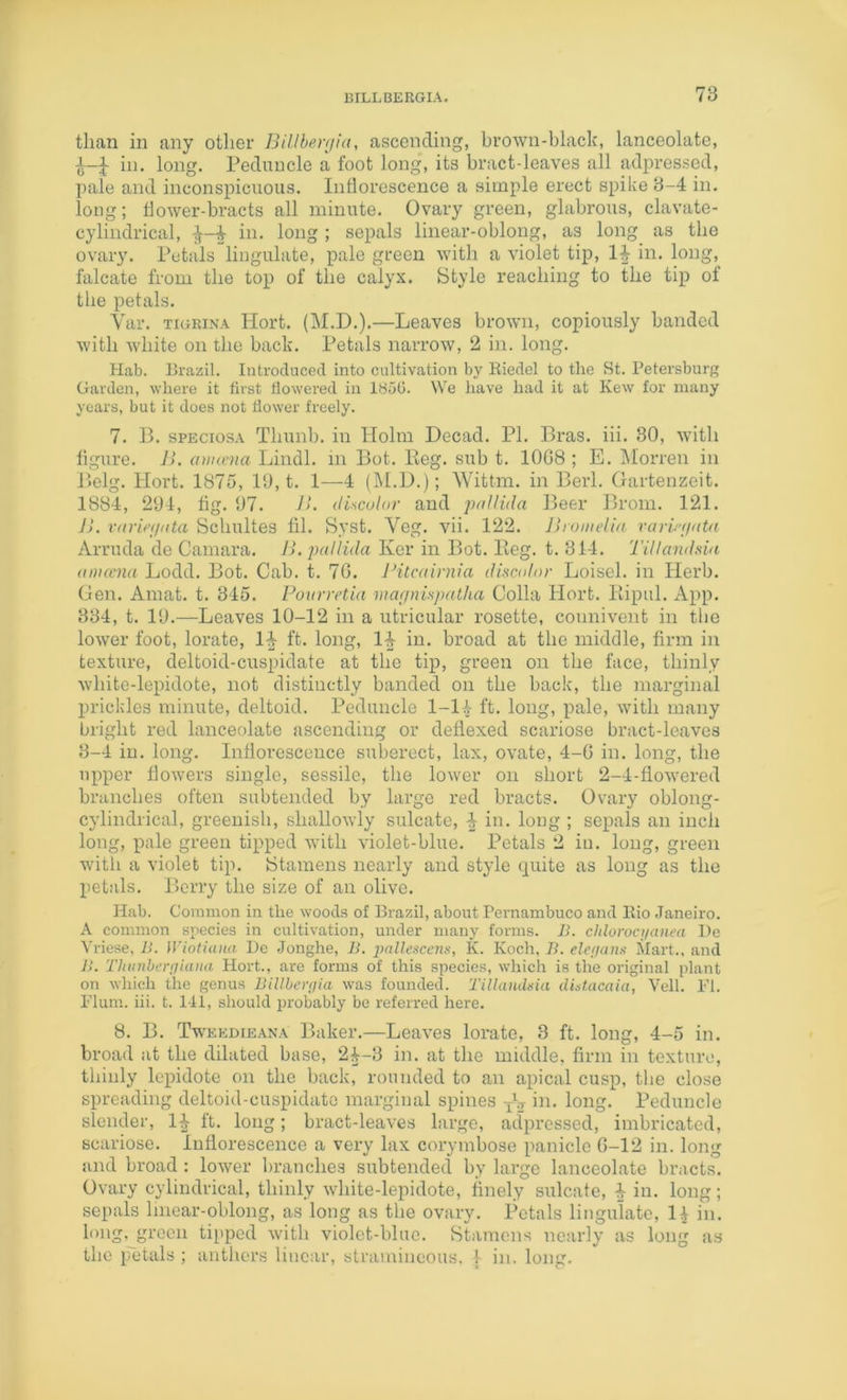 than in any other BiUber(jia, ascending, brown-black, lanceolate, in. long. Peduncle a foot long, its bract-leaves all adpressed, I)ale and inconspicuous. Inflorescence a simple erect spike 3-4 in. long; flower-bracts all minute. Ovary green, glabrous, clavate- cyliiidrical, -3^-4 in. long ; sepals linear-oblong, as long as the ovaiy. Petals Ungulate, pale green with a violet tip, 1-|- in. long, falcate from the top of the calyx. Style reaching to the tip of the petals. Yar. TiGRiNA Hort. (M.D.).—Leaves brown, copiously banded with white on the back. Petals narrow, 2 in. long. Hab. Brazil. Introduced into cultivation by Eiedel to the St. Petersburg Garden, where it first flowered in 1850. We have had it at Kew for many years, but it does not flower freely. 7. B. sPECiosA Thunb. in Holm Decad. PI. Bras. iii. 30, with ligure. r>. anuvna Lindl. in Bot. Keg. sub t. 10C8 ; E. klorren in Belg. Hort. 1875, 10, t. 1—4 (M.D.); AVittm. in Berl. Gartenzeit. 1884, 204, tig. 07. />. discolor and piillida Beer Brom. 121. }). raririinta Schultes fil. Syst. Veg. vii. 122. Ihonielio rarir(/((t<t Arruda de Camara. B. pallida Kcr in Bot. Keg. t. 314. Tillandsia (tmema Lodd. Bot. Cab. t. 70. Bitcairnia discolor Loisel. in Herb. Gen. Amat. t. 345. Fourretia nia(/nispatha Colla Hort. Kipul. x\pp. 334, t. 10.—Leaves 10-12 in a utricular rosette, counivent in the lower foot, lorate, 14 ft. long, 14 in. broad at the middle, firm in texture, deltoid-cuspidate at the tip, green on the face, thinly whitc-lepidote, not distinctly banded on the back, the marginal prickles minute, deltoid. Peduncle I-I4 ft. long, pale, with many bright red lanceolate ascending or deflexed scariose bract-leaves 3-4 in. long. Inflorescence suberect, lax, ovate, 4-0 in. long, the upper flowers single, sessile, the lower on short 2-4-fiowered branches often subtended by large red bracts. Ovary oblong- cylindrical, greenish, shallowly sulcate, in. long ; sepals an inch long, pale green tipped with violet-blue. Petals 2 in. long, green with a violet tip. Stamens nearly and style quite as long as the petals. Berry the size of an olive. Hab. Common in the woods of Brazil, about Pernambuco and llio Janeiro. A common species in cultivation, under many forms. JL chlorociianea De Vriese, 11. Wiothuia De Jonghe, B. pallesccns, K. Koch, B. elefiaus Mart., and B. Thiinber(]iana Hort., are forms of this .species, which is the original plant on which the genus BiUbeyrjia was founded. Tillandsia distacaia, Veil. PI. Plum. iii. t. 141, should probably be referred here. 8. B. Tweedieana Baker.—Leaves lorate, 3 ft. long, 4-5 in. broad at the dilated base, 24-3 in. at the middle, firm in texture, thinly lepidote on the back, rounded to an apical cusp, the close spreading deltoid-cuspidate marginal spines jV in. long. Peduncle slender, I4 ft. long; bract-leaves large, adpressed, imbricated, scariose. Inflorescence a very lax corymbose panicle G-12 in. long and broad : lower branches subtended by large lanceolate bracts. Ovary cylindrical, thinly white-lepidote, finely sulcate, 4 in. long; sepals hnear-oblong, as long as the ovary. Petals lingulatc, 14 in. long, green tipped with violet-blue. Stamens nearly as long as the [ietals ; anthers linear, stramineous. \ in. long.