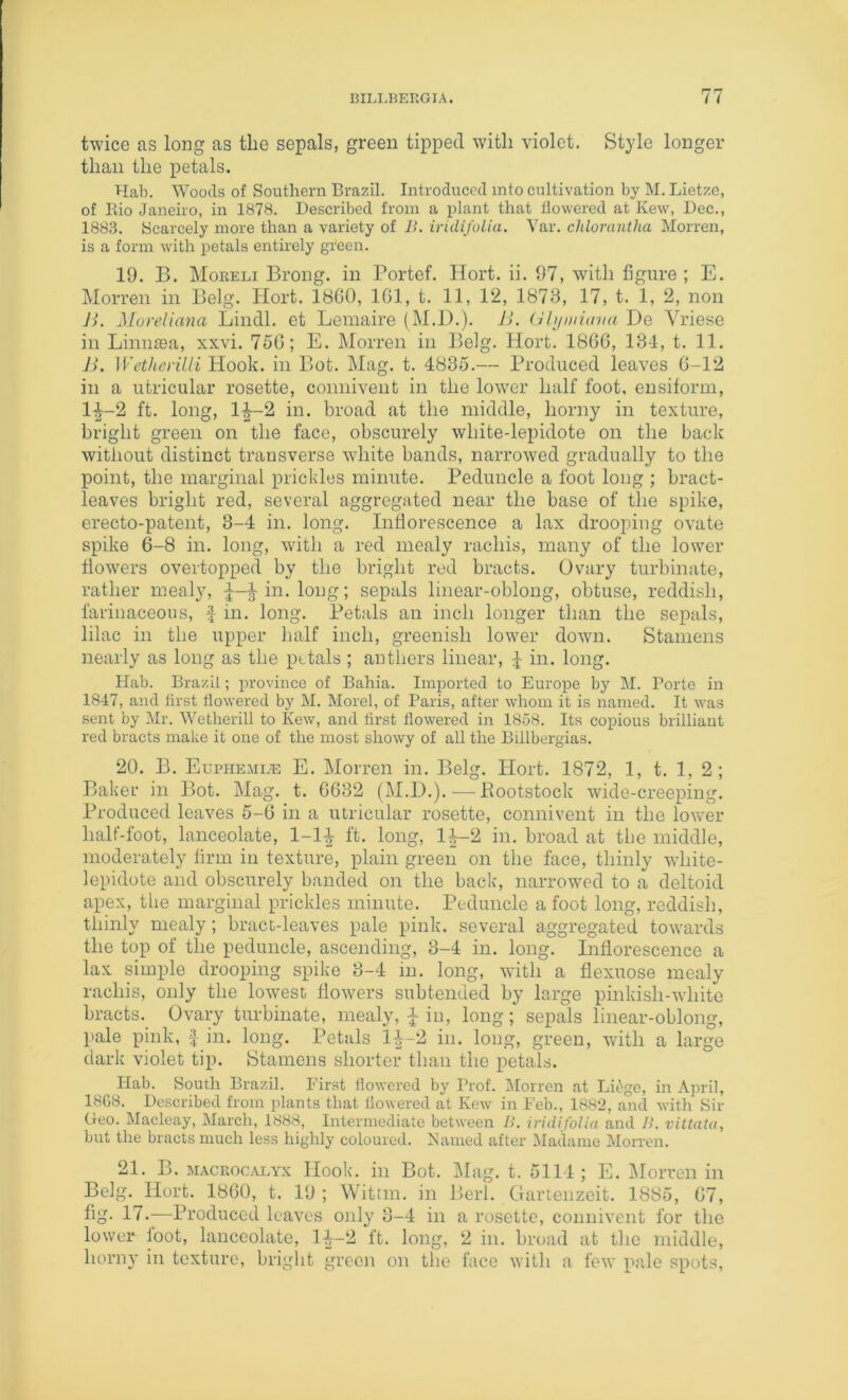 twice as long as the sepals, green tipped with violet. Style longer than the petals. Hab. Woods of Southern Brazil. Introduced into cultivation by M. Lietze, of Rio Janeiro, in 1878. Described from a plant that llowered at Kew, Dec., 1883. Scarcely more than a variety of B. iridifulia. Var. chloraniha Morren, is a form with petals entirely green. 19. B. Moreli Brong. in Bortef. Hort. ii. 97, with figure ; E. Morren in Belg. Hort. 1800, IGl, t. 11, 12, 1878, 17, t. 1, 2, non JB Moretiana Lindl. et Lemaire (M.D.). JJ. (ibjiiiiaiia De Yriese in Linntea, xxvi. 75G; E. Morren in Belg. Hort. 18GG, 13-1, t. 11. B. Wetherilli Hook, in Bot. IMag. t. 4835.— Produced leaves G-12 in a utricular rosette, coniiivent in the lower half foot, ensiform, 14-2 ft. long, 1^-2 in. broad at the middle, horny in texture, bright green on the face, obscurely white-lepidote on the back without distinct transverse wdiite bands, narrowed gradually to the point, the marginal prickles minute. Peduncle a foot long ; bract- leaves bright red, several aggregated near the base of tlie spike, erecto-patent, 3-4 in. long. Inflorescence a lax drooping ovate spike 6-8 in. long, with a red mealy rachis, many of the lower flowers overtopped by the bright red bracts. Ovary turbinate, rather mealy, in. long; sepals linear-oblong, obtuse, reddish, farinaceous, f in. long. Petals an inch longer than the sepals, lilac in the upper half inch, greenish lower down. Stamens nearly as long as the petals ; anthers linear, I in. long. Hab. Brazil; province of Bahia. Imported to Europe by M. Porte in 1847, and first flowered by M. Morel, of Paris, after whom it is named. It was sent by Mr. Wetherill to Kew, and first flowered in 1858. Its copious brilliant red bracts make it one of the most showy of all the Billbergias. 20. B. Euphejir® E. Morren in. Belg. Hort. 1872, 1, t. 1, 2 ; Baicer in Bot. Mag. t. GG32 (M.D.).—Eootstock wide-creeping. Produced leaves 5-G in a utricular rosette, connivent in the lower half-foot, lanceolate, l-l-i- ft. long, li-2 in. broad at the middle, moderately firm in texture, plain green on the face, thinly white- lepidote and obscurely banded on the back, narrowed to a deltoid apex, the marginal prickles minute. Peduncle a foot long, reddish, thinly mealy; bract-leaves pale pink, several aggregated towards the top of the peduncle, ascending, 3-4 in. long. Inflorescence a lax simple drooping spike 3-4 in. long, with a flexuose mealy rachis, only the lowest flowers subtended by large pinkish-white bracts. Ovary turbinate, mealy, ^ in, long ; sepals linear-oblong, pale pink, f in. long. Petals 1^-2 in. long, green, with a large dark violet tip. Stamens shorter than the petals. Hab. South Brazil. First flowered by Prof. I\Iorren at Li^(ge, in April, 18G8. Described from plants that llowered at Kew in Feb., 1882, and with Sir Geo. Macleay, March, 1888, Intermediate between B. iriilifoUa and B. vittata, but the bracts much less highly coloured. Kamed after Madame Morren. 21. B. MACRoc.mvx Hook, in Bot. Mag. t. 5114 ; E. ]\Iorren in Belg.^Hort. 18G0, t. 19 ; Witrm. in Perl, (lartenzeit. 1885, G7, fig. 17.-—Produced leaves only 3-4 in a rosette, connivent for tlie lower loot, lanceolate, 14-2 ft. long, 2 in. broad at tlie middle, horny in texture, briglit green on the face with a few pale spots.