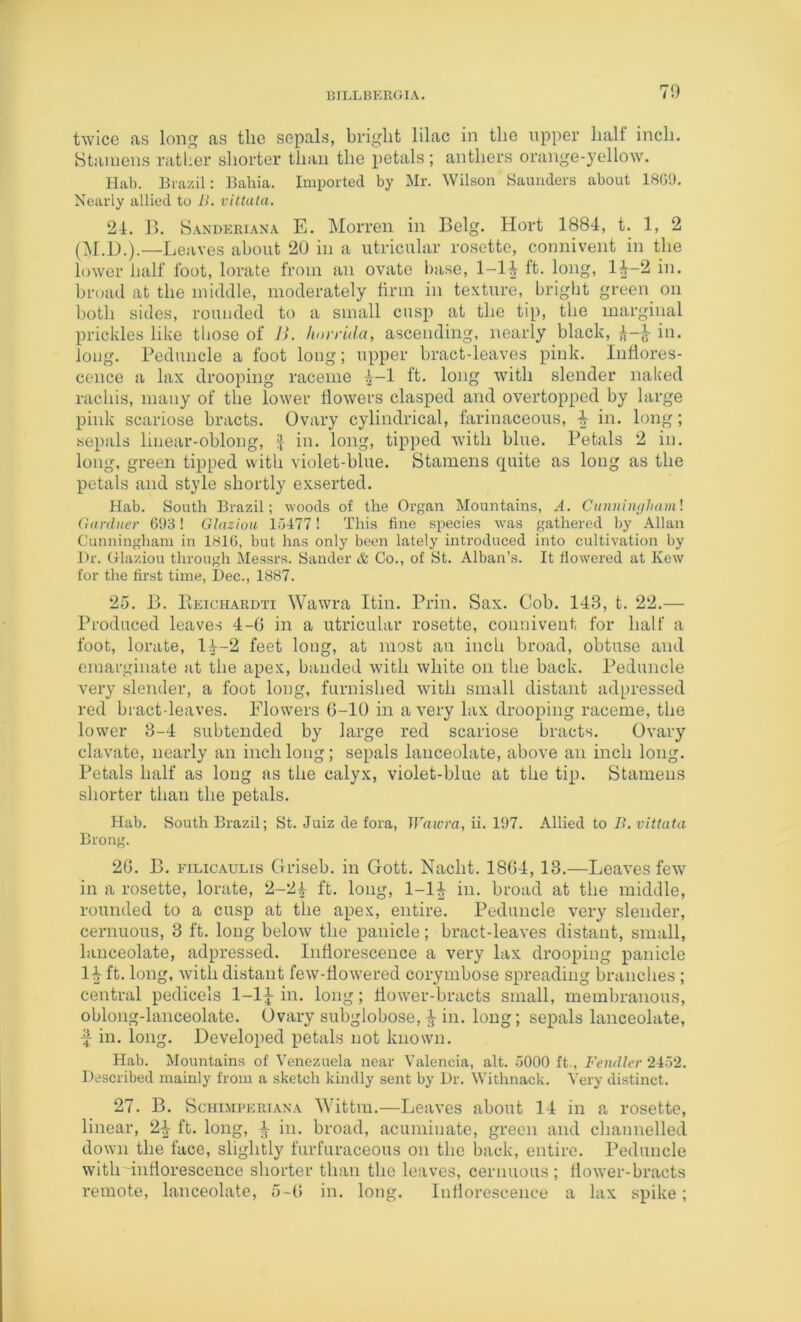 70 twice as long as tlie sepals, bright lilac in the upper halt inch. Htaniens rather shorter than the petals; anthers orange-yellow. Hal). Brazil: Bahia. Imported by Mr. Wilson Saunders about 1809. Nearly allied to II. vittata, 24. B. S.^NDERiANA E. Moi'i’en in Belg. Hort 1884, t. 1, 2 —Leaves about 20 in a utricular rosette, connivent in the lower half foot, lorate from an ovate base, I-I2 If- broad at the middle, moderately linn in texture, briglit green on both sides, rounded to a small cusp at the tip, the marginal prickles like those of J>. hnvr'ula, ascending, nearly black, J in. long. Peduncle a foot long; upper bract-leaves pink. Inflores- cence a lax drooping raceme 4-1 ft. long with slender naked rachis, many of the lower flowers clasped and overtopped by large pink scariose bracts. Ovary cylindrical, farinaceous, 4 in. long; sepals linear-oblong, f in. long, tipped with blue. Petals 2 in. long, green tipped with violet-blue. Stamens quite as long as the petals and style shortly exserted. Hab. South Brazil; woods of the Organ Mountains, A. Cunn'nujhaml Gardner G93! Glazioti 15477! This fine siiecies was gathered by Allan Cunningham in 181G, but has only been lately introduced into cultivation by Dr. Olaziou through Messrs. Sander cfe Co., of St. Alban’s. It flowered at Kew for the first time, Dec., 1887. 25. B. PiEicH.ARDTi Wawra Itin. Prin. Sax. Cob. 148, t. 22.— Produced leaves 4-G in a utricular rosette, connivent for half a foot, lorate, 14-2 feet long, at most an inch broad, obtuse and emarginate at the apex, banded with white on the back. Peduncle very slender, a foot long, furnished with small distant adpressed red bract leaves. Flowers G-10 in a very lax drooping raceme, the lower 8-4 subtended by large red scariose bracts. Ovary clavate, nearly an inch long; sepals lanceolate, above an inch long. Petals half as long as the calyx, violet-blue at the tip. Stamens shorter than the petals. Hab. South Bi’azil; St. Juiz de fora, JVawra, ii. 197. Allied to 7>. vittata Brong. 2G. B. FiLicAULis Griseb. in Gott. Nacht. 18G4, 13.—Leaves few in a rosette, lorate, 2-24 ft. long, 1-14 in. broad at the middle, rounded to a cusp at the apex, entire. Peduncle very slender, cernuous, 3 ft. long below the panicle; bract-leaves distant, small, lanceolate, adpressed. Inflorescence a very lax drooping panicle 14 ft. long, with distant few-flowered corymbose spreading branches ; central pedicels I-I4 in. long; flower-bracts small, membranous, oblong-lanceolate. Ovary subglobose, 4 hi. long; sepals lanceolate, ^ in. long. Developed petals not known. Hab. Mountains of Venezuela near Valencia, alt. 5000 ft., Fendler 245‘2. Described mainly from a sketch kindly sent by Dr. Withnack. Very distinct. 27. B. ScHiMPERiANA Wittiu.—Leaves about 14 in a rosette, linear, 24 ft. long, 4 in. broad, acuminate, green and channelled down the face, slightly furfuraceous on the back, entire. Peduncle with inflorescence shorter than the leaves, cernuous ; flower-bracts remote, lanceolate, 5-G in. long. Inflorescence a lax spike;