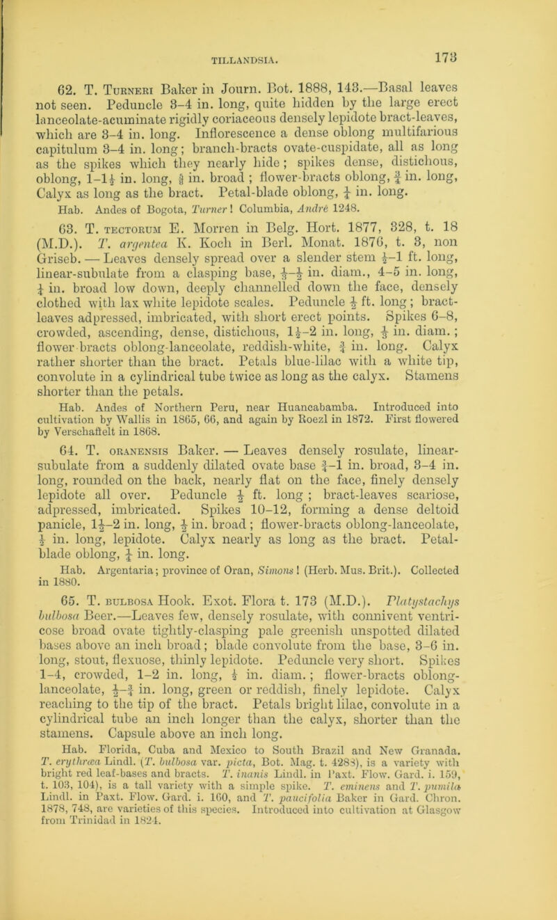 62. T. Turneri Baker in Jourii. Bot. 1888, 143.—Basal leaves not seen. Peduncle 3-4 in. long, quite hidden by the large erect lanceolate-acuminate rigidly coriaceous densely lepidote hract-leayes, which are 3-4 in. long. Inflorescence a dense oblong multifarious capitulum 3-4 in. long; branch-bracts ovate-cuspidate, all as long as the spikes which they nearly hide ; spikes dense, distichous, oblong, 1-li in. long, § in. broad ; flower-bracts oblong, | in. long, Calyx as long as the bract. Petal-blade oblong, ^ in. long. Hab. Ancles of Bogota, Turner ! Columbia, Andre 1248. 63. T. TECTORUM E. Morren in Belg. Hort. 1877, 328, t. 18 (M.D.). T. argmtea K. Koch in Berl. Monat. 1876, t. 3, non Griseb. — Leaves densely spread over a slender stem ^-1 ft. long, linear-subulate from a clasping base, in. diam., 4-5 in. long, i in. broad low down, deeply channelled down the face, densely clothed with lax white lepidote scales. Peduncle ft. long ; bract- leaves adpressed, imbricated, with short erect j^oints. Spikes 6-8, crowded, ascending, dense, distichous, 1^-2 in. long, ^ in. diam.; flower bracts oblong-lanceolate, reddish-white, f in. long. Calyx rather shorter than the bract. Petals blue-lilac with a white tij), convolute in a cylindrical tube twice as long as the calyx. Stamens shorter than the petals. Hab. Andes of Northern Peru, near Huancabamba. Introduced into cultivation by Wallis in 1805, 66, and again by Roezl in 1872. First flowered by Verscliaflelt in 1808. 64. T. oRANENSis Baker. — Leaves densely rosulate, linear- subulate from a suddenly dilated ovate base f-1 in. broad, 3-4 in. long, rounded on the back, nearly flat on the face, finely densely lepidote all over. Peduncle ^ ft. long ; bract-leaves scariose, adpressed, imbricated. Spikes 10-12, forming a dense deltoid panicle, 1^-2 in. long, ^ in. broad ; flower-bracts oblong-lanceolate, 1- in. long, lepidote. Calyx nearly as long as the bract. Petal- blade oblong, ^ in. long. Hab. Argentaria; province of Oran, Simons I (Herb. Mus. Brit.). Collected in 1880. 65. T. BULBOSA Hook. Exot. Flora t. 173 (M.D.). riatystachys bidbosa Beer.—Leaves few, densely rosulate, with coimivent ventri- cose broad ovate tightly-clasping pale greenish unspotted dilated bases above an inch broad; blade convolute from the base, 3-6 in. long, stout, flexuose, thinly lepidote. Peduncle very short. Spikes 1-4, crowded, 1-2 in. long, i in. diam.; flower-bracts oblong- lanceolate, in. long, green or reddish, finely lepidote. Calyx reaching to the tip of the bract. Petals bright lilac, convolute in a cylindrical tube an inch longer than the calyx, shorter than the stamens. Capsule above an inch long. Hab. Florida, Cuba and Mexico to South Brazil and New Granada. T. erythmea Lindl. (T. bulhosa var. picta, Bot. Mag. t. 4288), is a variety with bright red leaf-bases and bracts. T. inanis Lindl. in I’axt. Flow. Gard. i. 151), t. 10.3, 104), is a tall variety with a simple spike. 2\ cminens and T. pumiht Ihndl. in Paxt. Flow. Gard. i. 160, and 'T. paucifoUa Baker in Gard. Chron. 1878, 748, arc varieties of this species. Introduced into cultivation at Glasgow from Trinidad in 1824.