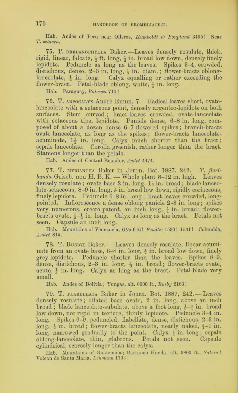17G Hab. Andes of Peru near Olleros, Humboldt d) Bonpland 34951 Near T. setacea. 75. T. DREPANOPHYLLA Baker.—Leaves densely rosulate, thick, rigid, linear, falcate, ft. long, ^ in. broad low down, densely finely lepidote. Peduncle as long as the leaves. Spikes 3-4, crowded, distichous, dense, 2-3 in. long, in. diam. ; flower-bracts oblong- lanceolate, in. long. Calyx equalling or rather exceeding the flower-bract. Petal-blade oblong, white, in. long. Hab. Paraguay, Balansa 710 ! 76. T. ARPocALYx Andre Enum. 7.—Radical lea'ves short, ovate- lanceolate with a setaceous point, densely argenteo-lepidote on both surfaces. Stem curved ; bract-leaves crowded, ovate-lanceolate with setaceous tips, lepidote. Panicle dense, 6-8 in. long, com- posed of about a dozen dense 6-7-flowered spikes; branch-bracts ovate-lanceolate, as long as the spikes; flower-bracts lanceolate- acuminate, in. long. Calyx much shorter than the bract ; sepals lanceolate. Corolla greenish, rather longer than the bract. Stamens longer than the petals. Hab. Andes of Central Ecuador, .d?i(Zre 4474. 77. T. MYuiANTHA Baker in Journ. Bot. 1887, 242. T. Jlori- hunda Griseb. non H. B. K. — Whole plant 8-12 in. high. Leaves densely rosulate; ovate base 2 in. long, l^in. broad; blade lanceo- late-setaceous, 8-9 in. long, ^ in. broad low down, rigidly coriaceous, finely lepidote. Peduncle 6-8 in. long ; bract-leaves crowded, long- pointed. Inflorescence a dense oblong panicle 2-3 in. long; spikes very numerous, erecto-patent, an inch long, J in. broad; flower- bracts ovate, I iu. long. Calyx as long as the bract. Petals not seen. Capsule an inch long. Hab. Mountains of Venezuela, Otto C46 ! Fendler 1530 ! 1531! Columbia, Andre 815. 78. T. Rusbyi Baker.—Leaves densely rosulate, linear-acumi- nate from an ovate base, 6-8 in. long, ^ iu. broad low down, finely grey-lepidote. Peduncle shorter than the leaves. Spikes 8-9, dense, distichous, 2-3 in. long, ^ in. broad; flower-bracts ovate, acute, in. long. Calyx as long as the bract. Petal-blade very small. Hab. Andes of Bolivia ; Yungas, alt. GOOO ft.. Rushy 2163! 79. T. FLABELLATA Baker in Journ. Bot. 1887, 242. — Leaves densely rosulate; dilated base ovate, 2 in. long, above an inch broad ; blade lanceolate-subulate, above a foot long, in. broad low down, not rigid in texture, thinly lepidote. Peduncle 3-4 in. long. Spikes 6-9, peduncled, flabellate, dense, distichous, 2-3 in. long, i in. broad; flower-bracts lanceolate, nearly naked, ^-1 in. long, narrowed gradually to the point. Calyx I- in. long; sepals oblong-lanceolate, thin, glabrous. Petals not seen. Capsule cylindrical, scarcely longer than the calyx. Hab. Mountains of Guatemala; Barranco Honda, alt. 3800 ft., Salrinl