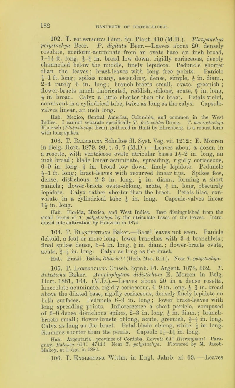 102. T. POLYSTAciiYA Linn. Sp. Plant. 410 (M.D.). Plntyatachys poJystachya Beer. P. diyitata Beer.—Leaves about 20, densely rosulate, ensiform-acuminate from an ovate base an inch broad, 1-1^ ft. long, in. broad low down, rigidly coriaceous, deeply channelled below the middle, finely lepidote. Peduncle shorter than the leaves; bract-leaves with long free points. Panicle 1- 1 ft. long; spikes many, ascending, dense, simple, ^ in. diam., 2- 4 rarely G in. long; branch-bracts small, ovate, greenish ; llower-bracts much imbricated, reddish, oblong, acute, f in. long, i in. broad. Calyx a little shorter than the bract. Petals violet, connivent in a cylindrical tube, twice as long as the calyx. Capsule- valves linear, an inch long. Hab. Mexico, Central America, Columbia, and common in the West Indies. I cannot separate specifically T. fentucoides Brong. T. macrontachya Klotzsch (Flatystachys Beer), gathered in Haiti by Ehrenberg, is a robust form with long spikes. 103. T. Balbisiana Schultes fil. Syst. Veg. vii. 1212 ; E. Morren in Belg. Hort. 1879, 98, t. 6, 7 (M.D.).—Leaves about a dozen in a rosette, with ventricose ovate utricular bases 1|~2 in. long, an inch broad; blade linear-acuminate, sjDreading, rigidly coriaceous, G-9 in. long, in. broad low down, finely lepidote. Peduncle i-1 ft. long; bract-leaves with recurved linear tips. Spikes few, dense, distichous, 2-3 in. long, ^ in. diam., forming a short panicle; flower-bracts ovate-oblong, acute, f in. long, obscurely lepidote. Calyx rather shorter than the bract. Petals lilac, con- volute in a cylindrical tube ^ in. long. Capsule-valves linear 1^ in. long. Hab. Florida, Mexico, and West Indies. Best distinguished from the small forms of T. polystachya by the utriculate bases of the leaves. Intro- duced into cultivation by Houzeau in 1874. 104. T. Blajjchetiana Baker.—Basal leaves not seen. Panicle deltoid, a foot or more long; lower branches with 3-4 branchlets ; final spikes dense, 3-4 in. long, f in. diam.; flower-bracts ovate, acute, in. long. Calyx as long as the bract. Hab. Brazil; Bahia, BZajjc/iCt! (Herb. Mus. Brit.). lUear T. polystachya. 105. T. Lorentziana Griseb. Symb. FI. Argent. 1878, 332. 2\ didisticha Baker. Anoplophytum didistichum E. Morren in Belg. Hort. 1881, 1G4. (M.I).).—Leaves about 20 in a dense rosette, lanceolate-acuminate, rigidly coriaceous, G-9 in. long, in. broad above the dilated base, rigidly coriaceous, densely finely lepidote on both surfaces. Peduncle G-9 in. long; lower bract-leaves with long spreading points. Inflorescence a short panicle, composed of 3-8 dense distichous spikes, 2-3 in. long, ^ in. diam. ; branch- bracts small; flower-bracts oblong, acute, greenish, in. long. Calyx as long as the bract. Petal-blade oblong, white, ^ in. long. Stamens shorter than the petals. Capsule in. long. Hab. Argentaria; province of Cordoba, Lorentz 09 ! Hieronymus I Para- guay, Balansa 013! 4744! Near T. p>olystachya. Flowered by M. Jacob- Makoy, at Liege, in 1880. lOG. T. Engleriana Wittm. in Engl. Jahrb, xi. G3.—Leaves