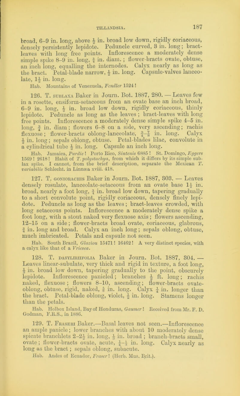 broad, G-9 in. long, above ^ in. broad low down, rigidly coriaceous, densely persistently lepidote. Peduncle curved, 3 in. long; bract- leaves with long free points. Inflorescence a moderately dense simple spike 8-9 in. long, f in. diam. ; flower-bracts ovate, obtuse, an inch long, equalling the internodes. Calyx nearly as long as the bract. Petal-blade narrow, ^ in. long. Capsule-valves lanceo- late, 1^ in. long. Hab. Mountains of Venezuela, Fendlcr 1524 ! 126. T. SUBLAXA Baker in Journ. Bot. 1887, 280. — Leaves few in a rosette, ensiform-setaceous from an ovate base an inch broad, 6-9 in. long, i in. broad low down, rigidly coriaceous, thinly lepidote. Peduncle as long as the leaves ; bract-leaves with long free points. Inflorescence a moderately dense simple spike 4-5 in. long, in. diam ; flowers 6-8 on a side, very ascending; rachis flexuose; flower-bracts oblong-lanceolate, f-f in. long. Calyx 1 in. long ; sepals oblong, obtuse. Petal-blades lilac, convolute in a cylindrical tube in. long. Capsule an inch long. Hab. Jamaica, Pimlie ! Porto Rico, Sinteiiis 6885 ! St. Domingo, Eggcrs 1569! 2618! Habit of T.pohjstachya, from which it differs by its simple sub- lax spike. I cannot, from the brief description, separate the Mexican T. variahilis Schlecht. in Linna;a xviii. 418. 127. T. GONioRACHis Baker in Journ. Bot. 1887, 303. — Leaves densely rosulate, lanceolate-setaceous from an ovate base 14 in. broad, nearly a foot long, J in. broad low down, tapering gradually to a short convolute point, rigidly coriaceous, densely finely lepi- dote. Peduncle as long as the leaves ; bract-leaves crowded, with long setaceous points. Inflorescence a moderately dense spike a foot long, with a stout naked very flexuose axis ; flowers ascending, 12-15 on a side; flower-bracts broad ovate, coriaceous, glabrous, f in. long and broad. Calyx an inch long; sepals oblong, obtuse, much imbricated. Petals and capsule not seen. Hab. South Brazil, Glaziou 15471! 16462! A very distinct species, with a calyx like that of a Vricsea. 128. T. DASYLiRiiFOLiA Baker in Journ. Bot. 1887, 304. — Leaves linear-subulate, very thick and rigid in texture, a foot long, in. broad low down, tapering gradually to the point, obscurely lepidote. Inflorescence panicled; branches ^ ft. long; rachis naked, flexuose; flowers 8-10, ascending; flower-bracts ovate- oblong, obtuse, rigid, naked, ft in. long. Calyx i in. longer than the bract. Petal-blade oblong, violet, ^ in. long. Stamens longer than the petals. Hab. Holbox Island, Bay of Honduras, Gaximer! Received from Mr. F. D. Godman, F.R.S., in 1886. 129. T. Fraseri Baker.—Basal leaves not seen.—Inflorescence an ample panicle; lower branches with about 10 moderately dense spicate branchlets 2-24 in. long, 4 in. broad ; branch-bracts small, ovate; flower-bracts ovate, acute, in. long. Calyx nearly as long ns the bract; sepals oblong, subacute. Hab. Andes of Ecuador, Fruser ! (Herb. Mus. Brit.).