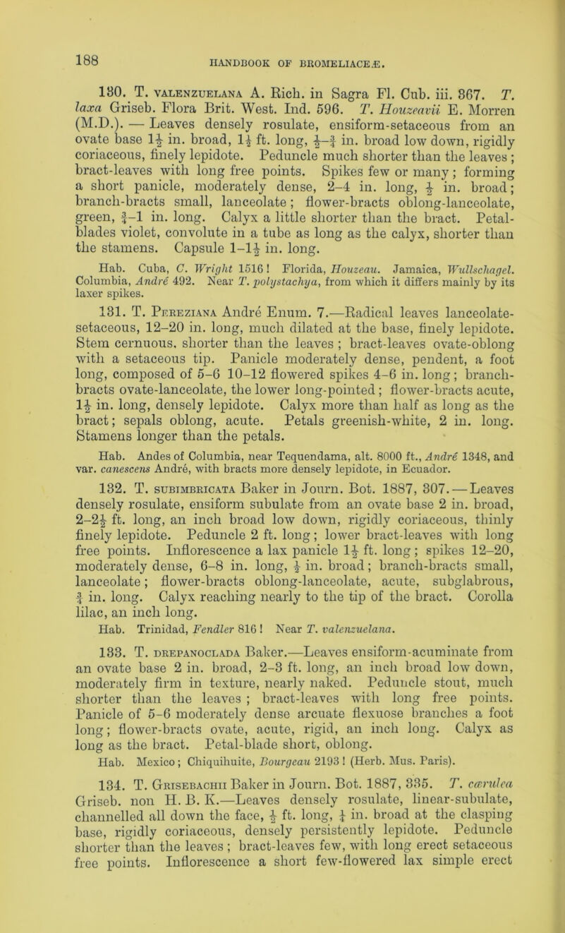 180. T. VALENZUELANA A. Rich, in Sagra FI. Cub. iii. 867. T. laxa Griseb. Flora Brit. West. Ind. 696. T. Houzeavii E. Morren (M.D.). — Leaves densely rosulate, ensiform-setaceous from an ovate base 1^ in. broad, 1^ ft. long, in. broad low down, rigidly coriaceous, finely lepidote. Peduncle much shorter than the leaves ; bract-leaves with long free points. Spikes few or many; forming a short panicle, moderately dense, 2-4 in. long, ^ in. broad; branch-bracts small, lanceolate; flower-bracts oblong-lanceolate, green, f-1 in. long. Calyx a little shorter than the bract. Petal- blades violet, convolute in a tube as long as the calyx, shorter than the stamens. Capsule 1-1| in. long. Hab. Cuba, C. Wright 1516 I Florida, Ilouzeau. Jamaica, Wullschagel. Columbia, Andre 492. Near T. j^olystachya, from which it differs mainly by its laxer spikes. 131. T. Pereziana Andre Enum. 7.—Radical leaves lanceolate- setaceous, 12-20 in. long, much dilated at the base, finely lepidote. Stem cernuous, shorter than the leaves ; bract-leaves ovate-oblong with a setaceous tip. Panicle moderately dense, pendent, a foot long, composed of 5-6 10-12 flowered spikes 4-6 in. long; branch- bracts ovate-lanceolate, the lower long-pointed; flower-bracts acute, 1|- in. long, densely lepidote. Calyx more than half as long as the bract; sepals oblong, acute. Petals greenish-white, 2 in. long. Stamens longer than the petals. Hab. Andes of Columbia, near Tequendama, alt. 8000 ft., Andre 1348, and var. canescens Andre, with bracts more densely lepidote, in Ecuador. 132. T. suBiMBRicATA Baker in Journ. Bot. 1887, 307. — Leaves densely rosulate, ensiform subulate from an ovate base 2 in. broad, 2-2^ ft. long, an inch broad low down, rigidly coriaceous, thinly finely lepidote. Peduncle 2 ft. long; lower bract-leaves with long free points. Inflorescence a lax panicle 1|- ft. long ; spikes 12-20, moderately dense, 6-8 in. long, ^ in. broad; branch-bracts small, lanceolate; flower-bracts oblong-lanceolate, acute, subglabrous, f in. long. Calyx reaching nearly to the tip of the bract. Corolla lilac, an inch long. Hab. Trinidad, Fendler 816 I Near T. valenzuelana. 133. T. DREPANOCLADA Bakci’.—Leaves ensiform-acuminate from an ovate base 2 in. broad, 2-3 ft. long, an inch broad low down, moderately Arm in texture, nearly naked. Peduncle stout, much shorter than the leaves ; bract-leaves with long free points. Panicle of 5-6 moderately dense arcuate flexuose branches a foot long; flower-bracts ovate, acute, rigid, an inch long. Calyx as long as the bract. Petal-blade short, oblong. Hab. Mexico; Chiquihuite, Bourgeau 2193 ! (Herb. Mus. Paris). 134. T. Grisebachii Baker in Journ. Bot. 1887, 335. T. crrmlca Griseb. non H. B. K.—Leaves densely rosulate, linear-subulate, channelled all down the face, ^ ft. long, 1 in. broad at the clasping base, rigidly coriaceous, densely persistently lepidote. Peduncle shorter than the leaves ; bract-leaves few, with long erect setaceous free points. Inflorescence a short few-flowered lax simple erect