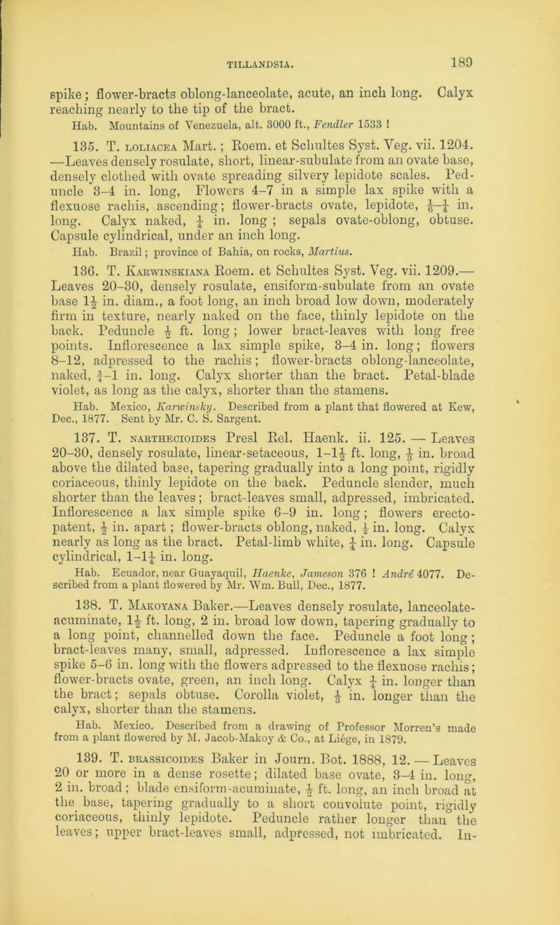 spike ; flower-bracts oblong-lanceolate, acute, an inch long. Calyx reaching nearly to the tip of the bract. Hab. Mountains of Venezuela, alt. 3000 ft., Fendler 1533 1 135. T. LOLiACEA Mart.; Eoem. et Schultes Syst. Veg. vii. 1204. —Leaves densely rosulate, short, linear-subulate from an ovate base, densely clothed with ovate spreading silvery lepidote scales. Ped- uncle 3-4 in. long. Flowers 4-7 in a simple lax spike with a flexuose rachis, ascending; flower-bracts ovate, lepidote, in. long. Calyx naked, h ! sepals ovate-oblong, obtuse. Capsule cylindrical, under an inch long. Hab. Brazil; province of Bahia, on rocks, Martius. 13G. T. Kahwinskiana Eoem. et Schultes Syst. Veg. vii. 1209.— Leaves 20-30, densely rosulate, ensiform-subulate from an ovate base 1-|^ in. diam., a foot long, an inch broad low down, moderately firm in texture, nearly naked on the face, thinly lepidote on the back. Peduncle ^ ft. long; lower bract-leaves with long free points. Inflorescence a lax simple spike, 3-4 in. long; flowers 8-12, adpressed to the rachis; flower-bracts oblong-lanceolate, naked, J-1 in. long. Calyx shorter than the bract. Petal-blade violet, as long as the calyx, shorter than the stamens. Hab. Mexico, Karwhpikij. Described from a plant that flowered at Kew, Dec., 1877. Sent by Mr. C. S. Sargent. 137. T. NARTHEcioiDEs Presl Eel. Haenk. ii. 125. — Leaves 20-30, densely rosulate, linear-setaceous, 1-1^ ft. long, ^ in. broad above the dilated base, tapering gradually into a long point, rigidly coriaceous, thinly lepidote on the back. Peduncle slender, much shorter than the leaves ; bract-leaves small, adpressed, imbricated. Inflorescence a lax simple spike G-9 in. long; flow'ers erecto- patent, ^ in. apart ; flower-bracts oblong, naked, ^ in. long. Calyx nearly as long as the bract. Petal-limb white, ^ in. long. Capsule cylindrical, 1-1|^ in. long. Hab. Ecuador, near Guayaquil, Haenhc, Jameson 376 I Andre 4077. De- scribed from a plant flowered by Mr. Wm. Bull, Dec., 1877. 138. T. Makoyana Baker.—Leaves densely rosulate, lanceolate- acuminate, 1^ ft. long, 2 in. broad low down, tapering gradually to a long point, channelled down the face. Peduncle a foot long; bract-leaves many, small, adpressed. Inflorescence a lax simple spike 5-8 in. long with the flowers adpressed to the flexuose rachis; flower-bracts ovate, green, an inch long. Calyx J in. longer than the bract; sepals obtuse. Corolla violet, ^ in. longer than the calyx, shorter than the stamens. Hab. Mexico. Described from a drawing of Professor Morreu’s made from a plant flowered by M. Jacob-Makoy & Co., at Liege, in 187‘J. 139. T. brassicoides Baker in Journ. Bot. 1888, 12. — Leaves 20 or more in a dense rosette; dilated base ovate, 3-4 in. long, 2 in. broad; blade ensiforrn-acuminate, ^ ft. long, an inch broad at the_ base, tapering gradually to a short convolute point, rigidly coriaceous, thinly lepidote. Peduncle rather longer than the leaves; upper bract-leaves small, adpressed, not imbricated. In-