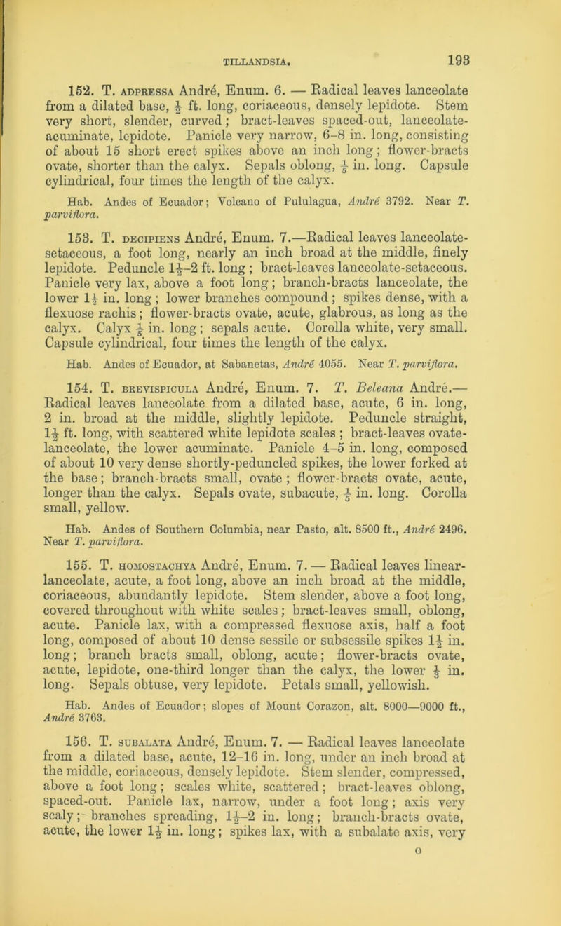 152. T. ADPRESSA Andre, Eniim. 6. — Eadioal leaves lanceolate fit-om a dilated base, ^ ft. long, coriaceous, densely lepidote. Stem very short, slender, curved; bract-leaves spaced-out, lanceolate- acuminate, lepidote. Panicle very narrow, 6-8 in. long, consisting of about 15 short erect spikes above an inch long; flower-bracts ovate, shorter than the calyx. Sepals oblong, } in. long. Capsule cylindrical, four times the length of the calyx. Hab. Andes of Ecuador; Volcano of Pululagua, Andre 3792. Near T. parviflora. 153. T. DEciPiENS Andre, Enum. 7.—Eadical leaves lanceolate- setaceous, a foot long, nearly an inch broad at the middle, finely lepidote. Peduncle 1^-2 ft. long ; bract-leaves lanceolate-setaceous. Panicle very lax, above a foot long; branch-bracts lanceolate, the lower li in. long ; lower branches compound; spikes dense, with a flexuose rachis; flower-bracts ovate, acute, glabrous, as long as the calyx. Calyx in. long; sepals acute. Corolla white, very small. Capsule cylindrical, four times the length of the calyx. Hab. Andes of Ecuador, at Sabanetas, Andre 4055. Near T. parvijlora. 154. T. BREvispicuLA Andre, Enum. 7. 2\ Beleana Andre.— Eadical leaves lanceolate from a dilated base, acute, 6 in. long, 2 in. broad at the middle, slightly lepidote. Peduncle straight, 1| ft. long, with scattered white lepidote scales ; bract-leaves ovate- lanceolate, the lower acuminate. Panicle 4-5 in. long, composed of about 10 very dense shortly-peduncled spikes, the lower forked at the base; branch-bracts small, ovate ; flower-bracts ovate, acute, longer than the calyx. Sepals ovate, subacute, } in. long. Corolla small, yellow. Hab. Andes of Southern Columbia, near Pasto, alt. 8500 ft., Andr6 2496. Near T. parviflora. 155. T. HOMOSTACHYA Andi’c, Enum. 7. — Eadical leaves linear- lanceolate, acute, a foot long, above an inch broad at the middle, coriaceous, abundantly lepidote. Stem slender, above a foot long, covered throughout with white scales ; bract-leaves small, oblong, acute. Panicle lax, with a compressed flexuose axis, half a foot long, composed of about 10 dense sessile or subsessile spikes 1^ in. long; branch bracts small, oblong, acute; flower-bracts ovate, acute, lepidote, one-third longer than the calyx, the lower ^ in. long. Sepals obtuse, very lepidote. Petals small, yellowish. Hab. Andes of Ecuador; slopes of Mount Corazon, alt. 8000—9000 ft., Andre 3763. 156. T. suBALATA Andre, Enum. 7. — Eadical leaves lanceolate from a dilated base, acute, 12-16 in. long, under an inch broad at the middle, coriaceous, densely lepidote. Stem slender, compressed, above a foot long; scales white, scattered; bract-leaves oblong, spaced-out. Panicle lax, narrow, under a foot long; axis very scalybranches spreading, 1^-2 in. long; branch-bracts ovate, acute, the lower 1^ in. long; spikes lax, with a subalate axis, very o