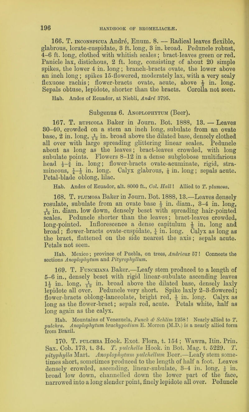 166. T. iNcoNSPicuA Andre, Enum. 8. — Radical leaves flexible, glabrous, lorate-cuspidate, 3 ft. long, 3 in. broad. Peduncle robust, 4-6 ft. long, clothed with whitish scales; bract-leaves green or red. Panicle lax, distichous, 2 ft. long, consisting of about 20 simple spikes, the lower 4 in. long; branch-bracts ovate, the lower above an inch long; spikes 15-flowered, moderately lax, with a very scaly flexuose rachis; flower-bracts ovate, acute, above in. long. Sepals obtuse, lepidote, shorter than the bracts. Corolla not seen. Hab. Andes of Ecuador, at Niebli, Andre 3795. Subgenus 6. Anoplophytum (Beer). 167. T. KUPicoLA Baker in Journ. Bot. 1888, 13. — Leaves 30-40, crowded on a stem an inch long, subulate from an ovate base, 2 in. long, broad above the dilated base, densely clothed all over with large spreading glittering linear scales. Peduncle about as long as the leaves; bract-leaves crowded, with long subulate points. Flowers 8-12 in a dense subglobose multifarious head in. long; flower-bracts ovate-acuminate, rigid, stra- mineous, I in. long. Calyx glabrous, ^ in. long; sepals acute. Petal-blade oblong, lilac. Hab. Andes of Ecuador, alt. 8000 ft., Col. Hall! Allied to T. fluimsa. 168. T. PLUMosA Baker in Journ. Bot. 1888,13.—Leaves densely rosulate, subulate from an ovate base ^ m. diam., 3-4 in. long, in. diam. low down, densely beset with spreading hair-pointed scales. Peduncle shorter than the leaves; bract-leaves crowded, long-pointed. Inflorescence a dense capitulum in. long and broad; flower-bracts ovate-cuspidate, \ in. long. Calyx as long as the bract, flattened on the side nearest the axis; sepals acute. Petals not seen. Hab. Mexico; province of Puebla, on trees, Andrieux 57 ! Connects the sections Anoplophytum and Pityrophyllum. 169. T. Funckiana Baker.—Leafy stem produced to a length of 5-6 in., densely beset with rigid linear-subulate ascending leaves 1|^ in. long, in. broad above the dilated base, densely laxly lepidote all over. Peduncle very short. Spike laxly 2-3-flowered; flower-bracts oblong-lanceolate, bright red, ^ in. long. Calyx as long as the flower-bract; sepals red, acute. Petals white, half as long again as the calyx. Hab. Mountains of Venezuela, Funck cO ScJilim 1258 ! Nearly allied to T. pulchra. Anoplophytum hrachypodium E. Morrcn (M.D.) is a nearly allied form from Brazil. 170. T. PULCHRA Hook. Exot. Flora, t. 154 ; Wawra, Itin. Prin. Sax. Cob. 173, t. 34. T. piilchella Hook, in Bot. Mag. t. 5229. T. piti/vhylla Mart. Anoplopiliytum pulcheUum Beer.—Leafy stem some- times short, sometimes produced to the length of half a foot. Leaves densely crowded, ascending, linear-subulate, 3-4 in. long, J in. broad low down, channelled down the lower part of the face, narrowed into a long slender point, finely lepidote all over. Peduncle