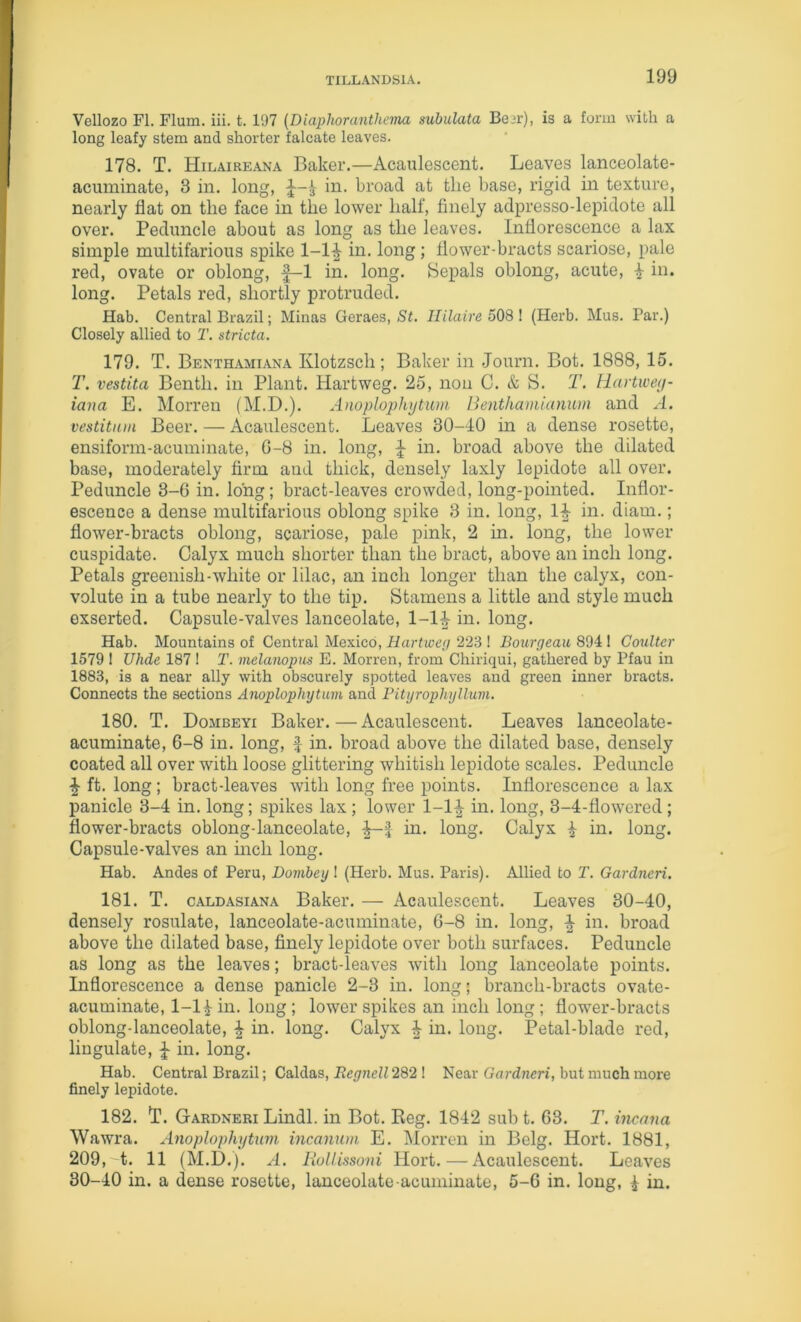 Vellozo FI. Flum. iii. t. 197 (Diaphoranthema subulata Bejr), is a form with a long leafy stem and shorter falcate leaves. 178. T. Hilaireana Baker.—Acaulescent. Leaves lanceolate- acuminate, 3 in. long, in. broad at the base, rigid in texture, nearly fiat on the face in the lower half, finely adpresso-lepidote all over. Peduncle about as long as the leaves. Inflorescence a lax simple multifarious spike 1-1^ in. long ; flower-bracts scariose, pale red, ovate or oblong, f-1 in. long. Sepals oblong, acute, I in. long. Petals red, shortly protruded. Hab. Central Brazil; Minas Geraes, St. Hilaire 508 I (Herb. Mus. Par.) Closely allied to T. stricta. 179. T. Benthamiana Klotzsch; Baker in Journ. Bot. 1888, 15. T. vestita Benth. in Plant. Hartweg. 25, non C. & S. T. Hartwetj- iana E. Morren (M.D.). Anoplophytum Benthamiamun and A. vestitain Beer. — Acaulescent. Leaves 30-40 in a dense rosette, ensiform-acuminate, G-8 in. long, ^ in. broad above the dilated base, moderately firm and thick, densely laxly lepidote all over. Peduncle 3-6 in. long; bract-leaves crowded, long-pointed. Inflor- escence a dense multifarious oblong spike 3 in. long, 1^ in. diam.; flower-bracts oblong, scariose, pale pink, 2 in. long, the lower cuspidate. Calyx much shorter than the bract, above an inch long. Petals greenish-white or lilac, an inch longer than the calyx, con- volute in a tube nearly to the tip. Stamens a little and style much exserted. Capsule-valves lanceolate, 1-1| in. long. Hab. Mountains of Central Mexico, Hartwey 223 ! Bourgeau 894 1 Coulter 1579 ! Wide 187 ! T. melanopm E. Morren, from Chiriqui, gathered by Pfau in 1883, is a near ally with obscurely spotted leaves and green inner bracts. Connects the sections Anoplophytum and Pityrophyllum. 180. T. Dombeyi Baker.—Acaulescent. Leaves lanceolate- acuminate, 6-8 in. long, ^ in. broad above the dilated base, densely coated all over with loose glittering whitish lepidote scales. Peduncle ^ ft. long; bract-leaves with long free points. Inflorescence a lax panicle 3-4 in. long; spikes lax; lower 1-1^- in. long, 3-4-flowcred ; flower-bracts oblong-lanceolate, in. long. Calyx ^ in. long. Capsule-valves an inch long. Hab. Andes of Peru, Dombey! (Herb. Mus. Paris). Allied to T. Gardneri. 181. T. CALDASIANA Baker. — Acaulescent. Leaves 30-40, densely rosulate, lanceolate-acuminate, G-8 in. long, ^ in. broad above the dilated base, finely lepidote over both surfaces. Peduncle as long as the leaves; bract-leaves with long lanceolate points. Inflorescence a dense panicle 2-3 in. long; branch-bracts ovate- acuminate, 1-11 in. long ; lower spikes an inch long; flower-bracts oblong-lanceolate, ^ in. long. Calyx 4 in. long. Petal-blade red. Ungulate, ^ in. long. Hab. Central Brazil; Caldas, jRe/jnrZi 282 ! Near Gurdnen, but much more finely lepidote. 182. fll. Gardneri Lindl. in Bot. Reg. 1842 sub t. 63. T. incana Wawra. Anoplophytum incanum E. Morren in Belg. Hort. 1881, 209,t. 11 (M.D.). A. Hollissoni Ilort.—Acaulescent. Leaves 30-40 in. a dense rosette, lanceolate acuminate, 5-6 in. long, ^ in.