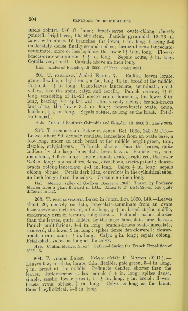 HANDBOOK OP BROMELIACEiE. uncle robust. 5-G ft. long; bract-leaves ovate-oblong, shortly pointed, bright red, like the stem. Panicle pyramidal, 12-16 in. long, with about 15 branches, the lower 4 in. long, bearing 3-6 moderately dense finally secund spikes; branch-bracts lanceolate- acuminate, more or less lepidote, the lower 1|~2 in. long. Flower- b.iacts-ovate-acuminate, in. long. Sepals acute, ^ in. long. Corolla very small. Capsule above an inch long. Hab. Andes of Ecuador, alt. 0000—8500 ft., AndrS 3201. 201. T. PECTiNATA Andre Enum. 7. — Radical leaves lorate, acute, flexible, subglabrous, a foot long, in. broad at the middle. Peduncle IJ ft. long; bract-leaves lanceolate, acuminate, erect, yellow, like the stem, calyx and corolla. Panicle narrow, 1^ ft. long, consisting of 15-20 erecto-patent branches, the lower 3 in. long, bearing 3-4 spikes with a finely scaly rachis ; branch-bracts lanceolate, the lower 3-4 in. long; flower-bracts ovate, acute, lepidote, in. long. Sepals obtuse, as long as the bract. Petal- limb small. Hab. Andes of Southern Columbia and Ecuador, alt. 9000 ft., AndrS 3032. 202. T. xiPHOPHYLLA Baker in Journ. Bot. 1888, 143 (M.D.).— Leaves about 20, densely rosulate, lanceolate from an ovate base, a foot long, under an inch broad at the middle, bright green, thin, flexible, subglabrous. Peduncle shorter than the leaves, quite hidden by the large lanceolate bract-leaves. Panicle lax, non- distichous, 4-6 in. long ; branch-bracts ovate, bright red, the lower 2-3 in. long ; spikes short, dense, distichous, erecto-patent; flower- bracts oblong-lanceolate, |-1 in. long. Calyx in. long ; sepals oblong, obtuse. Petals dark lilac, convolute in the cylindrical tube, an inch longer than the calyx. Capsule an inch long. Hab. Mexico; valley of Cordova, Bourgeau 1906! Drawn by Professor Morren from a plant flowered in 1881. Allied to T. Lieholdiana, but quite different in leaf. 203. T. PHYLLOSTACHYA Baker in Journ. Bot. 1888, 143.—Leaves about 20, densely rosulate, lanceolate-acuminate from an ovate base above an inch broad, a foot long, in. broad at the middle, moderately firm in texture, subglabrous. Peduncle rather shorter than the leaves, quite hidden by the large lanceolate bract-leaves. Panicle multifarious, 3-4 in. long; branch-bracts ovate-lanceolate, recurved, the lower 3 in. long; spikes dense, few-flowered ; flower- bracts ovate, acute, \ in. long. Calyx ^ in. long; sepals oblong. Petal-blade violet, as long as the calyx. Hab. Central Mexico, Hahn ! Gathered during the French Expedition of 1865—6. 204. T. viRiDis Baker. Vriesea viridis E. Morren (M.D.).— Leaves few, rosulate, lorate, thin, flexible, pale green, 3-4 in. long, 1 in. broad at the middle. Peduncle slender, shorter than the leaves. Inflorescence a lax panicle 3-4 in. long; spikes dense, simple, sessile, lower patent, 1-1^ in. long, ^ in. broad; flower- bracts ovate, obtuse, ^ in. long. Calyx as long as the bract. Capsule cylindrical, i-f in. long.