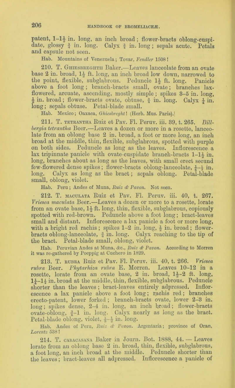 patent, 1-1in. long, an inch broad; flower-bracts oblong-cuspi- date, glossy f in. long. Calyx f in. long ; sepals acute. Petals and capsule not seen. Hab. Mountains of Venezuela; Tovar, Fendler 1508 ! 210. T. Ghiesbeegiitii Baker.—Leaves lanceolate from an ovate base 2 in. broad, 1-^ ft. long, an inch broad low down, narrowed to the point, flexible, subglabrous. Peduncle ft. long. Panicle above a foot long ; branch-bracts small, ovate; branches lax- flowered, arcuate, ascending, mostly simple ; spikes 3-5 in. long, ^ in. broad; flower-bracts ovate, obtuse, f in. long. Calyx ^ in. long; sepals obtuse. Petal-blade small. Hab. Mexico ; Oaxaca, Ghiesbreght! (Herb. Mus. Paris).; 211. T. TETRANTHA Kuiz et Pav. FI. Peruv. iii. 39, t. 265. Dill- hergia tetrantha Beer.—Leaves a dozen or more in a rosette, lanceo- late from an oblong base 2 in. broad, a foot or more long, an inch broad at the middle, thin, flexible, subglabrous, spotted with purple on both sides. Peduncle as long as the leaves. Inflorescence a lax tripinnate panicle with ovate-cuspidate branch-bracts 1-lJ in. long, branches about as long as the leaves, with small erect secund few-flowered dense spikes ; flower-bracts oblong-lanceolate, in. long. Calyx as long as the bract; sepals oblong. Petal-blade small, oblong, violet. Hab. Peru ; Andes of Muna, Ruiz (& Pavon. Not seen. 212. T. MAcuLATA Euiz et Pav. FI. Peruv. iii. 40, t. 267. Vriesea maculata Beer.—Leaves a dozen or more to a rosette, lorate from an ovate base, l|-ft. long, thin, flexible, subglabrous, copiously spotted with red-brown. Peduncle above a foot long; bract-leaves small and distant. Inflorescence a lax panicle a foot or more long, with a bright red rachis ; spikes 1-2 in. long, in. broad; flower- bracts oblong-lanceolate, f in. long. Calyx reaching to the tip of the bract. Petal-blade small, oblong, violet. Hab. Peruvian Andes at Muna, &c., Ruiz dc Pavon. According to Morren it was re-gathered by Poeppig at Cuchero in 1829. 213. T. RUBRA Euiz et Pav. FI. Peruv. iii. 40, t. 266. Vriesea rubra Beer. Phytarhiza rubra E. Morren. Leaves 10-12 in a rosette, lorate from an ovate base, 2 in. broad, 1^-2 ft. long, 1|~1^ in. broad at the middle, thin, flexible, subglabrous. Peduncle shorter than the leaves ; bract-leaves entirely adpressed. Inflor- escence a lax panicle above a foot long; rachis red; branches erecto-patent, lower forked ; branch-bracts ovate, lower 2-3 in. long; spikes dense, 2-4 in. long, an inch broad; flower-bracts ovate-oblong, f-1 in. long. Calyx nearly as long as the bract. Petal-blade oblong, violet, ^ in. long. Hab. Andes of Peru, Ruiz cO Pavon. Argcntaria; province of Oran, Lorentz 538! 214. T. CAKACASANA Baker in Journ. Bot. 1888, 44. — Leaves lorate from an oblong base 2 in. broad, thin, flexible, subglabrous, a foot long, an inch broad at the middle. Peduncle shorter than the leaves; bract-leaves all adpressed. Inflorescence a panicle of