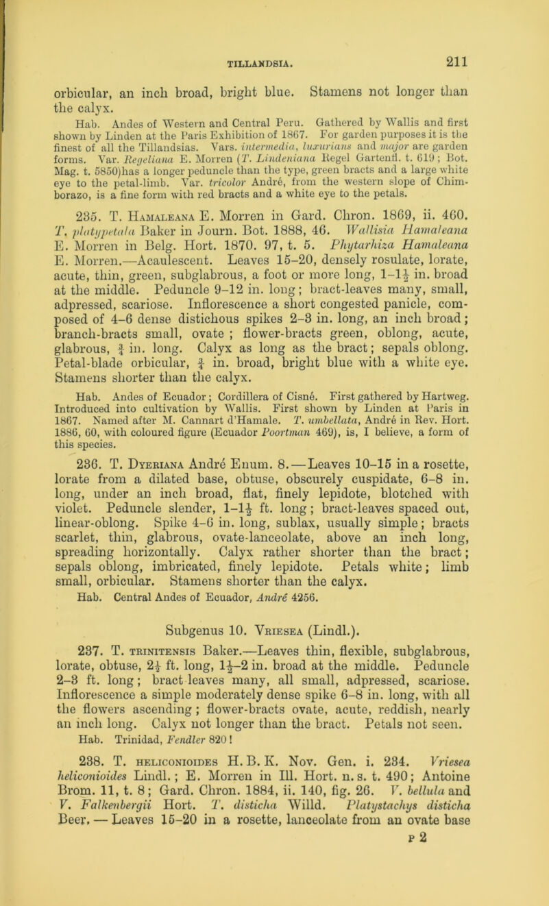 orbicular, an incli broad, bright blue. Stamens not longer than the calyx. Hab. Andes of Western and Central Peru. Gathered by Wallis and first shown by Linden at the Paris Exhibition of 1867. For garden purposes it is tbe finest of all the Tillandsias. Vars. intermedia, luxuriams and nuijor are garden forms. Var. liegeliuna E. Morren {T. Lindeniana Hegel Gartenfl. t. 619 ; Bot. Mag. t. 5850)has a longer peduncle than the type, green bracts and a large while eye to the petal-limb. Var. tricolor Andre, from the western slope of Chim- borazo, is a fine form with red bracts and a white eye to the petals. 235. T. Ii.\MALEANA E. MoiTcn in Gard. Chron. 18G9, ii. 4G0. T. pliitiipetala Baker in Journ. Bot. 1888, 4G. Wallisia Hamaleana E. Morren in Belg. Hort. 1870. 97, t. 5. Phytarhiza Hamaleana E. Morren.—Acaulescent. Leaves 15-20, densely rosulate, lorate, acute, thin, green, subglabrous, a foot or more long, 1-1^ in. broad at the middle. Peduncle 9-12 in. long; bract-leaves many, small, adpressed, scariose. Inflorescence a short congested panicle, com- posed of 4-6 dense distichous spikes 2-3 in. long, an inch broad; branch-bracts small, ovate ; flower-bracts green, oblong, acute, glabrous, fin. long. Calyx as long as the bract; sepals oblong. Petal-blade orbicular, f in. broad, bright blue with a white eye. Stamens shorter than the calyx. Hab. Andes of Ecuador; Cordillera of Cisn6. First gathered by Hartweg. Introduced into cultivation by Wallis. First shown by Linden at l*aris in 1867. Named after M. Cannart d’Hamale. T. nvibellata, Andre in Rev. Hort. 1886, 60, with coloured figure (Ecuador Poortman 469), is, I believe, a form of this species, 236. T. Dyeriana Andre Enum. 8.—Leaves 10-15 in a rosette, lorate from a dilated base, obtuse, obscurely cuspidate, 6-8 in. long, under an inch broad, flat, finely lepidote, blotched with violet. Peduncle slender, 1-1| ft. long; bract-leaves spaced out, linear-oblong. Spike 4-6 in. long, sublax, usually simple; bracts scarlet, thin, glabrous, ovate-lanceolate, above an inch long, spreading horizontally. Calyx rather shorter than the bract; sepals oblong, imbricated, finely lepidote. Petals white; limb small, orbicular. Stamens shorter than the calyx. Hab. Central Andes of Ecuador, Andre 4256. Subgenus 10. Vriesea (Lindl.). 237. T. trinitensis Baker.—Leaves thin, flexible, subglabrous, lorate, obtuse, 2f ft. long, 1^-2 in. broad at the middle. Peduncle 2-3 ft. long; bract leaves many, all small, adpressed, scariose. Inflorescence a simple moderately dense spike 6-8 in. long, with all the flowers ascending; flower-bracts ovate, acute, reddish, nearly an inch long. Calyx not longer than the bract. Petals not seen. Hab. Trinidad, Fendler 820 ! 238. T. heliconioides H. B. K. Nov. Gen. i. 284. Vriesea heliconioides Lindl.; E. Morren in 111. Hort. n. s. t. 490; Antoine Brom. 11, t. 8; Gard. Chron. 1884, ii. 140, fig. 26. P. bellida &nd V. Falkenhergii Hort. T. disticha Willd. Platystachys disticha Beer. — Leaves 16-20 in a rosette, lanceolate from an ovate base p 2