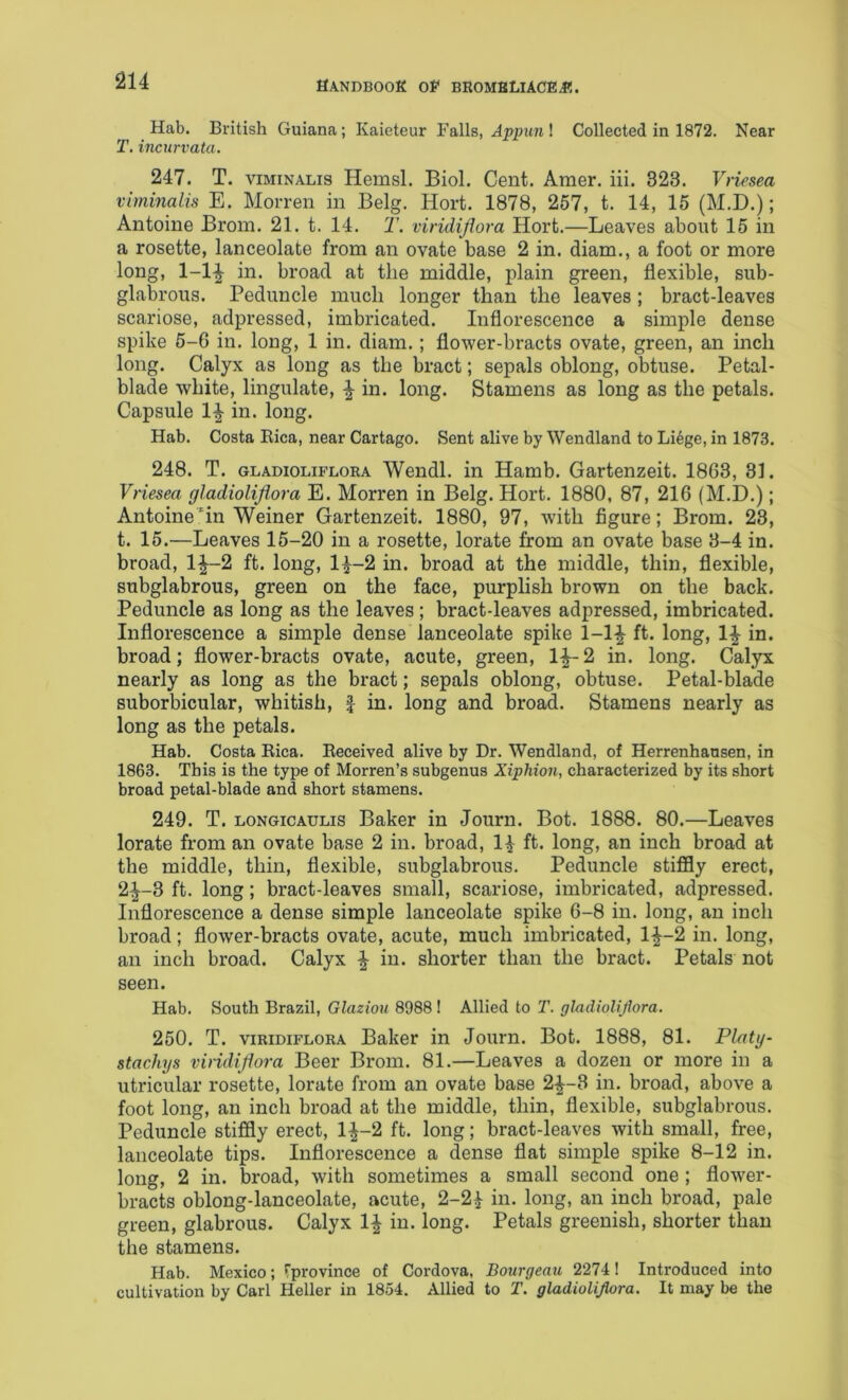 Hab. British Guiana; Kaieteur Falls, Appun ! Collected in 1872. Near T. incurvata. 247. T. viMiNALis Hemsl. Biol. Cent. Amer. iii. 323. Vriesea viminalis E. Morren in Belg. Hort. 1878, 257, t. 14, 15 (M.D.); Antoine Brom. 21. t. 14. T. viridijiora Hort.—Leaves about 15 in a rosette, lanceolate from an ovate base 2 in. diam., a foot or more long, 1-1^ in. broad at the middle, plain green, flexible, sub- glabrous. Peduncle much longer than the leaves ; bract-leaves scariose, adpressed, imbricated. Inflorescence a simple dense spike 5-6 in. long, 1 in. diam.; flower-bracts ovate, green, an inch long. Calyx as long as the bract; sepals oblong, obtuse. Petal- blade white. Ungulate, in. long. Stamens as long as the petals. Capsule 1^ in. long. Hab. Costa Eica, near Cartago. Sent alive by Wendland to Li6ge, in 1873. 248. T. GLADioLiFLORA Weiidl. in Hamb. Gartenzeit. 1863, 31. Vriesea gladiolifiora E. Morren in Belg. Hort. 1880, 87, 216 (M.D.); Antoine 'in Weiner Gartenzeit. 1880, 97, with figure; Brom. 23, t. 15.—Leaves 15-20 in a rosette, lorate from an ovate base 3-4 in. broad, 1^2 ft. long, 1^-2 in. broad at the middle, thin, flexible, subglabrous, green on the face, purplish brown on the back. Peduncle as long as the leaves; bract-leaves adpressed, imbricated. Inflorescence a simple dense lanceolate spike 1-1^ ft. long, 1^ in. broad; flower-bracts ovate, acute, green, 1^-2 in. long. Cal3rx nearly as long as the bract; sepals oblong, obtuse. Petal-blade suborbicular, whitish, J in. long and broad. Stamens nearly as long as the petals. Hab. Costa Eica. Eeceived alive by Dr. Wendland, of Herrenhausen, in 1863. This is the type of Morren’s subgenus Xiphion, characterized by its short broad petal-blade and short stamens. 249. T. LONGicAULis Baker in Journ. Bot. 1888. 80.—Leaves lorate from an ovate base 2 in. broad, 1| ft. long, an inch broad at the middle, thin, flexible, subglabrous. Peduncle stiffly erect, 2^-3 ft. long; bract-leaves small, scariose, imbricated, adpressed. Inflorescence a dense simple lanceolate spike 6-8 in. long, an inch broad; flower-bracts ovate, acute, much imbricated, 1^-2 in. long, an inch broad. Calyx in. shorter than the bract. Petals not seen. Hab. South Brazil, Glaziou 8988 I Allied to T. gladiolifiora. 250. T. viRiDiFLORA Baker in Journ. Bot. 1888, 81. Platy- stachys viridijiora Beer Brom. 81.—Leaves a dozen or more in a utricular rosette, lorate from an ovate base 2^-3 in. broad, above a foot long, an inch broad at the middle, thin, flexible, subglabrous. Peduncle stiffly erect, 1^-2 ft. long; bract-leaves with small, free, lanceolate tips. Inflorescence a dense flat simple spike 8-12 in. long, 2 in. broad, with sometimes a small second one ; flower- bracts oblong-lanceolate, acute, 2-2^ in. long, an inch broad, pale green, glabrous. Calyx 1^ in. long. Petals greenish, shorter than the stamens. Hab. Mexico; Tprovince of Cordova, Bourgeau 22741 Introduced into cultivation by Carl Heller in 1854. Allied to T. gladiolifiora. It may be the