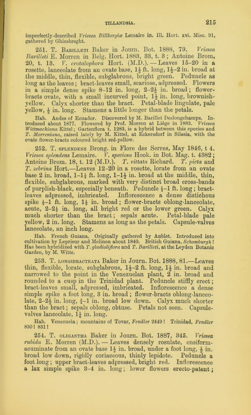 imperfectly-described Vriesea Billbergice Lemaire in. 111. Hort. xvi. Misc. 91, gathered by Ghiesbreght. 251. T. Barilleti Baker in Journ. Bot. 1888, 79. Vriesea Barilleti E. Morren in Belg. Hort. 1888, 33, t. 3 ; Antoine Brom, 20, t. 13. r. crotalopliora Hort. (M.D.).—Leaves 15-20 in a rosette, lanceolate from an ovate base, 1^ ft. long, l-|-2 in. broad at the middle, thin, flexible, subglabrous, bright green. Peduncle as long as the leaves; bract-leaves small, scariose, adpressed. Flowers in a simple dense spike 8-12 in. long, 2-2^ in. broad; flower- bracts ovate, with a small incurved point, 1^ in. long, brownish- yellow. Calyx shorter than the bract. Petal-blade lingulate, pale yellow, ^ in. long. Stamens a little longer than the petals. Hab. Andes of Ecuador. Discovered by M. Barillet Deslongchamps. In- troduced about 1877. Flowered by Prof. Morren at Liege in 1883. Vriesea Wittmackiajia Kittel; Gartenflora t. 1283, is a hybrid between this species and 2'. Morreniana, raised lately by M. Kittel, at Eckersdorf in Silesia, with the ovate dower-bracts coloured bright red-yellow. 252. T. SPLENDENS Brong. in Flore des Serres, May 1846, t 4. Vriesea splendens Lemaire. V. speciosa Hook, in Bot. Mag. t. 4382; Antoine Brom. 18, t. 12 (M.D.). T. vittata Richard. T. picta and T. zehrina Hort.—Leaves 12-20 in a rosette, lorate from an ovate base 2 in. broad, 1-1^ ft. long, 1-1^^ in. broad at the middle, thin, flexible, subglabrous, marked with very distinct broad cross-bands of purplish-black, especially beneath. Peduncle ^-1 ft. long ; bract- leaves adpressed, imbricated. Inflorescence a dense distichous spike ^-1 ft. long, 1^ in. broad; flower-bracts oblong-lanceolate, acute, 2-2^ in. long, all bright red or the lower green. Calyx much shorter than the bract; sepals acute. Petal-blade pale yellow, 2 in. long. Stamens as long as the petals. Capsule-valves lanceolate, an inch long. Hab. French Guiana. Originally gathered by Aublet. Introduced into cultivation by Leprieur and Melinon about 1840. British Guiana, Schomburgk I Has been hybridized with T. gladioliflora and T. Barilleti, at the Leyden Botanic Garden, by M. Witte. 253. T. longibrjvcteata Baker in Journ. Bot. 1888, 81.—Leaves thin, flexible, lorate, subglabrous, 1^-2 ft. long, IJ in. broad and narrowed to the point in the Venezuelan plant, 2 in. broad and rounded to a cusp in the Trinidad plant. Peduncle stiffly erect; bract-leaves small, adpressed, imbricated. Inflorescence a dense simple spike a foot long, 3 in. broad ; flower-bracts oblong-lanceo- late, 2-2^ in. long, f-1 in. broad low down. Calyx much shorter than the bract; sepals oblong, obtuse. Petals not seen. Capsule- valves lanceolate, 1^ in. long. Hab. Venezuela; mountains of Tovar, Fendler 2449 ! Trinidad, Fendler 8301 8311 254. T. OLIGANTHA Baker in Journ. Bot. 1887, 345. Vriesea rubida E. Morren (M.D.h — Leaves densely rosulate, ensiform- acuminate from an ovate base 1|- in. broad, under a foot long, ^ in. broad low down, rigidly coriaceous, thinly lepidote. Peduncle a foot long ; upper bract-leaves adpressed, bright red. Inflorescence a lax simple spike 8-4 in. long; lower flowers erecto-patent;