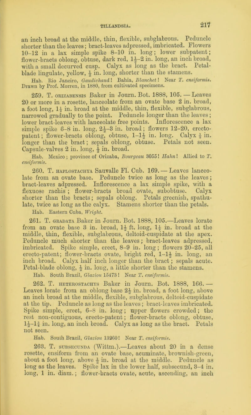 an inch broad at the middle, thin, flexible, subglabrous. Peduncle shorter than the leaves; bract-leaves adpressed, imbricated. Flowers 10-12 in a lax simple spike 8-10 in. long; lower subpatent; flower-bracts oblong, obtuse, dark red, 1^-2 in. long, an inch broad, with a small decurved cusp. Calyx as long as the bract. Petal- blade lingulatc, yellow, | in. long, shorter than the stamens. Hab. Rio Janeiro, Gaudichaud I Bahia, Blanchet! Near T. ensiformis. Drawn by Prof. Morren, in 1880, from cultivated specimens. 269. T. oRizABENsis Baker in Journ. Bot. 1888, 105.—Leaves 20 or more in a rosette, lanceolate from an ovate base 2 in. broad, a foot long, 1^ in. broad at the middle, thin, flexible, subglabrous, narrowed gradually to the point. Peduncle longer than the leaves; lower bract-leaves with lanceolate free points. Inflorescence a lax simple spike 8-8 in. long, 2|-3 in. broad; flowers 12-20, erecto- patent; flower-bracts oblong, obtuse, l-l^ in. long. Calyx in. longer than the bract; sepals oblong, obtuse. Petals not seen. Capsule-valves 2 in. long, ^ in. broad. Hab. Mexico ; province of Orizaba, Bourgeau 3055! Hahn 1 Allied to T. ensiformis. 260. T. HAPLOSTACHYA Sauvalle FI. Cub. 169. — Leaves lanceo- late from an ovate base. Peduncle twice as long as the leaves; bract-leaves adpressed. Inflorescence a lax simple spike, with a flexuose rachis ; flower-bracts broad ovate, subobtuse. Calyx shorter than the bracts; sepals oblong. Petals greenish, spathu- late, twice as long as the calyx. Stamens shorter than the petals. Hab. Eastern Cuba, Wright. 261. T. GRADATA Baker in Journ. Bot. 1888, 105.—Leaves lorate from an ovate base 3 in. broad, 1^ ft. long, 1^ in. broad at the middle, thin, flexible, subglabrous, deltoid-cuspidate at the apex. Peduncle much shorter than the leaves; bract-leaves adpressed, imbricated. Spike simple, erect, 8-9 in. long; flowers 20-25, all erecto-patent; flower-bracts ovate, bright red, 1-1^ in. long, an inch broad. Calyx half inch longer than the bract; sepals acute. Petal-blade oblong, ^ in. long, a little shorter than the stamens. Hab. South Brazil, Glaziou 15473 1 Near T. ensiformis. 262. T. HETEROSTACHYS Baker in Journ. Bot. 1888, 166. — Leaves lorate from an oblong base 2^ in. broad, a foot long, above an inch broad at the middle, flexible, subglabrous, deltoid-cuspidate at the tip. Peduncle as long as the leaves; bract-leaves imbricated. Spike simple, erect, 6-8 in. long; upper flowers crowded; the rest non-contiguous, erecto-patent; flower-bracts oblong, obtuse, 1^-lJ in. long, an inch broad. Calyx as long as the bract. Petals not seen. Hab. South Brazil, Glaziou 13200! Near T. ensiformis. 263. T. suBSEcuNDA (Wittm.).—Leaves about 20 in a dense rosette, ensiform from an ovate base, acuminate, brownish-green, about a foot long, above ^ in. broad at the middle. Peduncle as long as the leaves. Spike lax in the lower half, subsecund, 3-4 in. long, 1 in. diam.; flower-bracts ovate, acute, ascending, an inch