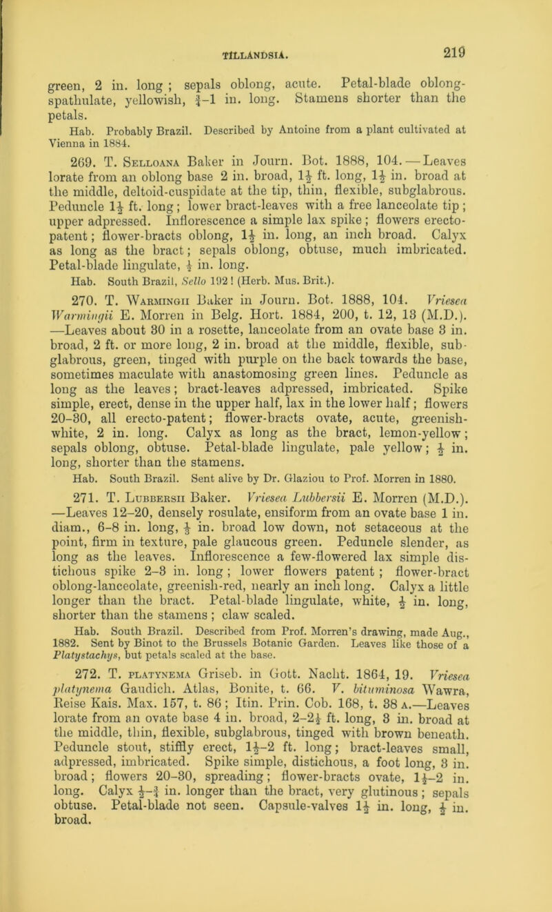 green, 2 in. long ; sepals oblong, acute. Petal-blade oblong- spathulate, yellowish, |-1 in. long. Stamens shorter than the petals. Hab. Probably Brazil. Described by Antoine from a plant cultivated at Vienna in 1884. 269. T. Selloana Baker in Journ. Bot. 1888, 104.—Leaves lorate from an oblong base 2 in. broad, 1^ ft. long, 1^ in. broad at the middle, deltoid-cuspidate at the tip, thin, flexible, subglabrous. Peduncle 1^ ft. long; lower bract-leaves with a free lanceolate tip ; upper adpressed. Inflorescence a simple lax spike ; flowers erecto- patent; flower-bracts oblong, 1^ in. long, an inch broad. Calyx as long as the bract; sepals oblong, obtuse, much imbricated. Petal-blade Ungulate, | in. long. Hab. South Brazil, Sello 1!)2 ! (Herb. Mus. Brit.). 270. T. Warmingh Baker in Journ. Bot. 1888, 104. Vriesea WormintjH E. Morren in Belg. Hort. 1884, 200, t. 12, 13 (M.D.). —Leaves about 30 in a rosette, lanceolate from an ovate base 3 in. broad, 2 ft. or more long, 2 in. broad at the middle, flexible, sub- glabrous, green, tinged with pm-ple on the back towards the base, sometimes maculate with anastomosing green lines. Peduncle as long as the leaves; bract-leaves adpressed, imbricated. Spike simple, erect, dense in the upper half, lax in the lower half; flowers 20-30, all erecto-patent; flower-bracts ovate, acute, greenish- white, 2 in. long. Calyx as long as the bract, lemon-yellow; sepals oblong, obtuse. Petal-blade Ungulate, pale yellow; ^ in. long, shorter than the stamens. Hab. South Brazil. Sent alive by Dr. Glaziou to Prof. Morren in 1880. 271. T. Lubbersii Baker. Vriesea Lubbersii E. Morren (M.D.). —Leaves 12-20, densely rosulate, ensiform from an ovate base 1 in. diam., 6-8 in. long, ^ in. broad low down, not setaceous at the point, firm in texture, pale glaucous green. Peduncle slender, as long as the leaves. Inflorescence a few-flowered lax simple dis- tichous spike 2-3 in. long ; lower flowers patent ; flower-bract oblong-lanceolate, greenish-red, nearly an inch long. Calyx a little longer than the bract. Petal-blade Ungulate, white, ^ in. long, shorter than the stamens ; claw scaled. Hab. South Brazil. Described from Prof. Morren’s drawing, made Aug., 1882. Sent by Binot to the Brussels Botanic Garden. Leaves like those of a Platystachys, but petals scaled at the base. 272. T. PLATYNEMA Griseb. in Gott. Nacht. 1864, 19. Vriesea ]>latynewa Gaudich. Atlas, Bonite, t. 66. V. bituminosa Wawra, Reise Kais. Max. 157, t. 86; Itin. Prin. Cob. 168, t. 38 a.—Leaves lorate from an ovate base 4 in. broad, 2-24 A* long, 3 m. broad at the middle, thin, flexible, subglabrous, tinged with brown beneath. Peduncle stout, stifidy erect, 1^-2 ft. long; bract-leaves small, adpressed, imbricated. Spike simple, distichous, a foot long, 3 in. broad; flowers 20-30, spreading; flower-bracts ovate, 14-2 in. long. Calyx 4^-J in. longer than the bract, very glutinous ; sepals obtuse. Petal-blade not seen. Capsule-valves 14^ in. long, 4 in, broad.