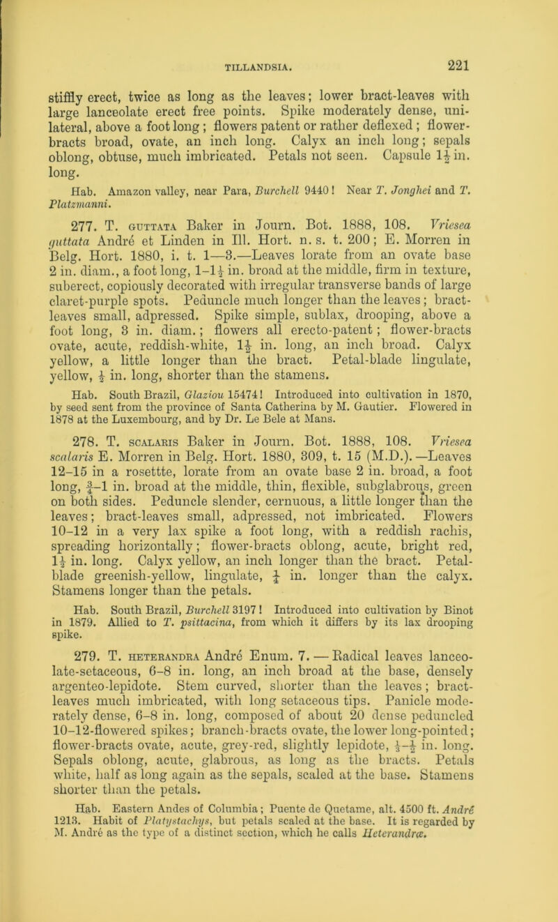 stiffly erect, twice as long as the leaves; lower bract-leaves with large lanceolate erect free points. Spike moderately dense, uni- lateral, above a foot long ; flowers patent or rather deflexed ; flower- bracts broad, ovate, an inch long. Calyx an inch long; sepals oblong, obtuse, much imbricated. Petals not seen. Capsule l^in. long. Hab. Amazon valley, near Para, Burchell 9440 ! Near T. Jonghei and T. Platzmanni. 277. T. GUTTATA Baker in Journ. Bot. 1888, 108. Vriesea l/nttata Andre et Linden in 111. Hort. n. s. t. 200; E. Morren in Belg. Hort. 1880, i. t. 1—3.—Leaves lorate from an ovate base 2 in. diam., a foot long, 1-1^ in. broad at the middle, firm in texture, suberect, copiously decorated with irregular transverse bands of large claret-purple spots. Peduncle much longer than the leaves; bract- leaves small, adpressed. Spike simple, sublax, drooping, above a foot long, 3 in. diam.; flowers all erecto-patent; flower-bracts ovate, acute, reddish-white, 1|- in. long, an inch broad. Calyx yellow, a little longer than the bract. Petal-blade lingulate, yellow, i in. long, shorter than the stamens. Hab. South Brazil, GZaz/ou 15474! Introduced into cultivation in 1870, by seed sent from the province of Santa Catherina by M. Gautier. Flowered in 1878 at the Luxembourg, and by Dr. Le Bele at Mans. 278. T. scAiiARis Baker in Journ. Bot. 1888, 108. Vnesea scalans E. Morren in Belg. Hort. 1880, 309, t. 15 (M.D.).—Leaves 12-15 in a rosettte, lorate from an ovate base 2 in. broad, a foot long, f-1 in. broad at the middle, thin, flexible, subglabrous, green on both sides. Peduncle slender, cernuous, a little longer than the leaves; bract-leaves small, adpressed, not imbricated. Flowers 10-12 in a very lax spike a foot long, with a reddish rachis, spreading horizontally; flower-bracts oblong, acute, bright red, 1^ in. long. Calyx yellow, an inch longer than the bract. Petal- blade greenish-yellow, lingulate, J in. longer than the calyx. Stamens longer than the petals. Hab. South Brazil, Burchell 3197 I Introduced into cultivation by Binot in 1879. Allied to T. psittacina, from which it differs by its lax drooping spike. 279. T. HETERANDRA Andre Enum. 7. — Kadical leaves lanceo- late-setaceous, 6-8 in. long, an inch broad at the base, densely argenteo-lepidote. Stem curved, shorter than the leaves; bract- leaves much imbricated, with long setaceous tips. Panicle mode- rately dense, 6-8 in. long, composed of about 20 dense peduncled 10-12-flowered spikes; branch-bracts ovate, the lower long-pointed; flower-bracts ovate, acute, grey-red, slightly lepidote, in. long. Sepals oblong, acute, glabrous, as long as the bracts. Petals white, half as long again as the sepals, scaled at the base. Stamens shorter than the petals. Hab. Eastern Andes of Columbia; Puente de Quetame, alt. 4500 ft. AndrS 1213. Habit of Platystachys, but i^etals scaled at the base. It is regarded by M. Andre as the type of a distinct section, which he calls lleterandra.