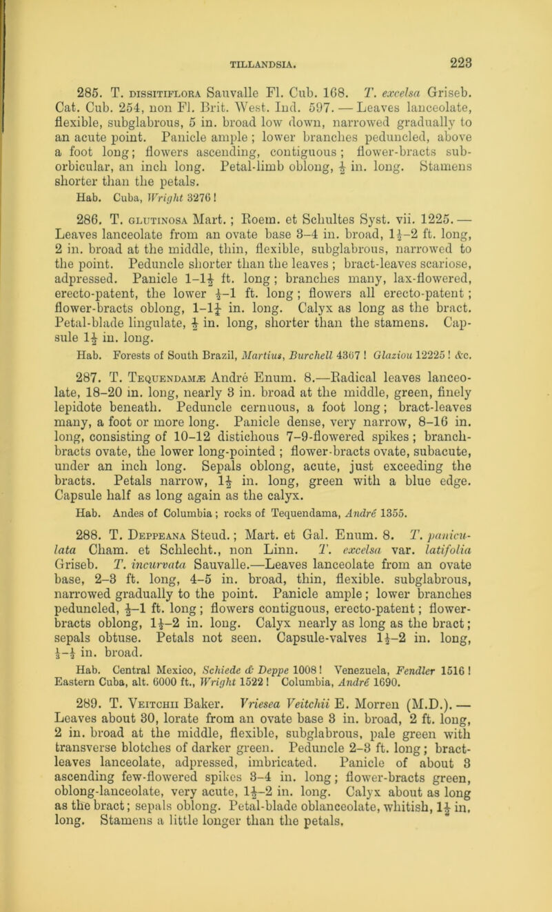 285. T. DissiTiFLORA Sauvalle FI. Cub. 168. T. excelsa Griseb. Cat. Cub. 254, uon FJ. Brit. West. lud. 597. — Leaves lanceolate, flexible, subglabrous, 5 in. broad low down, narrowed gradually to an acute point. Panicle ample ; lower branches peduncled, above a foot long; flowers ascending, contiguous; flower-bracts sub- orbicular, an inch long. Petal-limb oblong, in. long, btamens shorter than the petals. Hab. Cuba, Wright 3270 ! 286. T. GLUTiNosA Mart. ; Eoem. et Schultes Syst. vii. 1225.— Leaves lanceolate from an ovate base 3-4 in. broad, H-2 ft. long, 2 in. broad at the middle, thin, flexible, subglabrous, narrowed to the point. Peduncle shorter than the leaves ; bract-leaves scariose, adpressed. Panicle 1-1^ ft. long; branches many, lax-flowered, erecto-patent, the lower i-1 ft. long; flowers all erecto-patent; flower-bracts oblong, 1-lJ in. long. Calyx as long as the bract. Petal-blade Ungulate, 4- in. long, shorter than the stamens. Cap- sule 14 in. long. Hab. Forests of South Brazil, Martins, Burchell 4307 ! Glaziou 12225 ! &c, 287. T. Tequendam^ Andre Enum. 8.—Radical leaves lanceo- late, 18-20 in. long, nearly 3 in. broad at the middle, green, finely lepidote beneath. Peduncle cernuous, a foot long; bract-leaves many, a foot or more long. Panicle dense, very narrow, 8-16 in. long, consisting of 10-12 distichous 7-9-flowered spikes; branch- bracts ovate, the lower long-pointed ; flower-bracts ovate, subacute, under an inch long. Sepals oblong, acute, just exceeding the bracts. Petals narrow, 1^ in. long, green with a blue edge. Capsule half as long again as the calyx. Hab. Andes of Columbia ; rocks of Tequendama, Andre 1355. 288. T. Deppeana Steud.; Mart, et Gal. Enum. 8. T. panicu- lata Cham, et Schlecht., non Linn. T. excelsa var. latifolia Griseb. T. incurvata Sauvalle.—Leaves lanceolate from an ovate base, 2-3 ft. long, 4-5 in. broad, thin, flexible, subglabrous, nan’owed gradually to the point. Panicle ample; lower branches peduncled, ^1 ft. long; flowers contiguous, erecto-patent; flower- bracts oblong, 14-2 in. long. Calyx nearly as long as the bract; sepals obtuse. Petals not seen. Capsule-valves 14-2 in. long, 4-4 in. broad. Hab. Central Mexico, Schiede d- Deppe 1008! Venezuela, FendUr 1516 ! Eastern Cuba, alt. 6000 ft., Wright 1522! Columbia, Andre 1690. 289. T. Veitchii Baker. Yiiesea Veitchii E. Morren (M.D.). — Leaves about 30, lorate from an ovate base 3 in. broad, 2 ft. long, 2 in. broad at the middle, flexible, subglabrous, pale green with transverse blotches of darker green. Peduncle 2-3 ft. long; bract- leaves lanceolate, adpressed, imbricated. Panicle of about 3 ascending few-flowered spikes 3-4 in. long; flower-bracts green, oblong-lanceolate, very acute, 14~2 in. long. Calyx about as long as the bract; sepals oblong. Petal-blade oblanceolate, whitish, 1^ in, long. Stamens a little longer than the petals.