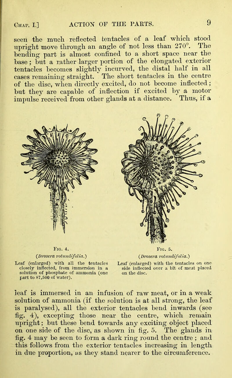 seen the much reflected tentacles of a leaf which stood upright move through an angle of not less than 270°. The bending part is almost confined to a short space near the base; hut a rather larger portion of the elongated exterior tentacles becomes slightly incurved, the distal half in all cases remaining straight. The short tentacles in the centre of the disc, when directly excited, do not become inflected; hut they are capable of inflection if excited by a motor impulse received from other glands at a distance. Thus, it a Leaf (enlarged) with all the tentacles Leaf (enlarged) with the tentacles on one closely inflected, from immersion in a side inflected over a bit of meat placed solution of phosphate of ammonia (one on the disc, part to 87,500 of water). leaf is immersed in an infusion of raw meat, or in a weak solution of ammonia (if the solution is at all strong, the leaf is paralysed), all the exterior tentacles bend inwards (see fig. 4), excepting those near the centre, which remain upright; hut these bend towards any exciting object placed on one side of the disc, as shown in fig. 5. The glands in fig. 4 may he seen to form a dark ring round the centre ; and this follows from the exterior tentacles increasing in length in due proportion, us they stand nearer to the circumference. Fig. 4. Fig. 5. (Drosera rotundifolia.')