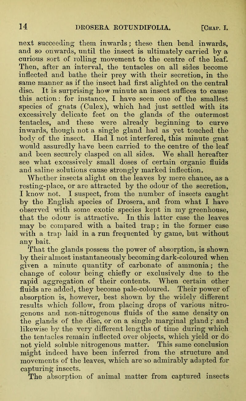 next succeeding them inwards; these then bend inwards, and so onwards, until the insect is ultimately carried by a curious sort of rolling movement to the centre of the leaf. Then, after an interval, the tentacles on all sides become inflected and bathe their prey with their secretion, in the same manner as if the insect had first alighted on the central disc. It is surprising how minute an insect suffices to cause this action: for instance, I have seen one of the smallest species of gnats (Culex), which had just settled with its excessively delicate feet on the glands of the outermost tentacles, and these were already beginning to curve inwards, though not a single gland had as yet touched the body of the insect. Had I not interfered, this minute gnat would assuredly have been carried to the centre of the leaf and been securely clasped on all sides. We shall hereafter see what excessively small doses of certain organic fluids and saline solutions cause strongly marked inflection. Whether insects alight on the leaves by mere chance, as a resting-place, or are attracted by the odour of the secretion, I know not. I suspect, from the number of insects caught by the English species of Erosera, and from what I have observed with some exotic species kept in my greenhouse, that the odour is attractive. In this latter case the leaves may be compared with a baited trap; in the former case with a trap laid in a run frequented by game, but without any bait. That the glands possess the power of absorption, is shown by their almost instantaneously becoming dark-coloured when given a minute quantity of carbonate of ammonia; the change of colour being chiefly or exclusively due to the rapid aggregation of their contents. When certain other fluids are added, they become pale-coloured. Their power of absorption is, however, best shown by the widely different results which follow, from placing drops of various nitro- genous and non-nitrogenous fluids of the same density on the glands of the disc, or on a single marginal gland; and likewise by the very different lengths of time during which the tentacles remain inflected over objects, which yield or do not yield soluble nitrogenous matter. This same conclusion might indeed have been inferred from the structure and movements of the leaves, which are so admirably adapted fox- capturing insects. The absorption of animal matter from captured insects