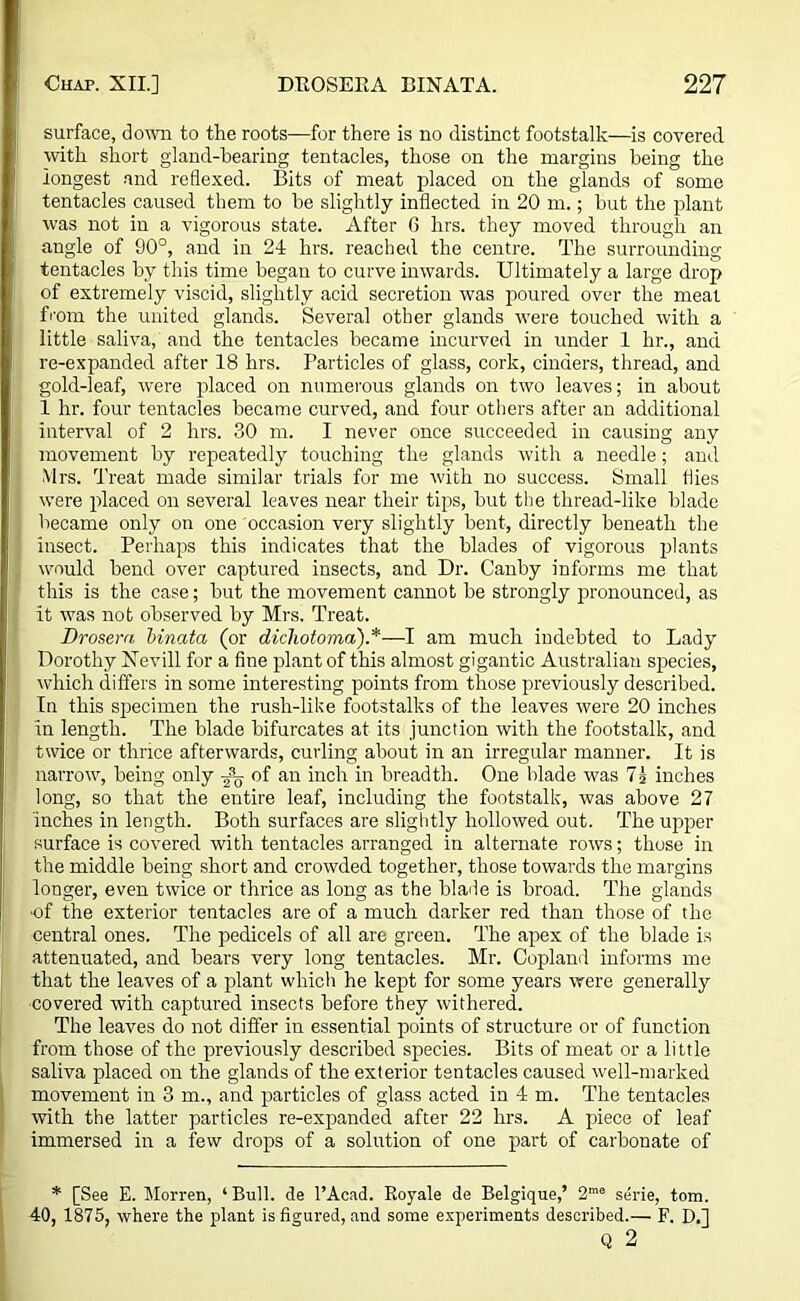 surface, down to the roots—for there is no distinct footstalk—is covered with short g'land-bearing tentacles, those on the margins being the longest and reflexed. Bits of meat placed on the glands of some tentacles caused them to be slightly inflected in 20 m.; hut the plant was not in a vigorous state. After 6 hrs. they moved through an angle of 90°, and in 24 hrs. reached the centre. The surrounding tentacles by this time began to curve inwards. Ultimately a large drop of extremely viscid, slightly acid secretion was poured over the meat from the united glands. Several other glands were touched with a little saliva, and the tentacles became incurved in under 1 hr., and re-expanded after 18 hrs. Particles of glass, cork, cinders, thread, and gold-leaf, were placed on numerous glands on two leaves; in about 1 hr. four tentacles became curved, and four others after an additional interval of 2 hrs. 30 m. I never once succeeded in causing any movement by repeatedly touching the glands with a needle; and Mrs. Treat made similar trials for me with no success. Small flies were placed on several leaves near their tips, but the thread-like blade became only on one occasion very slightly bent, directly beneath the insect. Perhaps this indicates that the blades of vigorous plants would bend over captured insects, and Dr. Canby informs me that this is the case; but the movement cannot be strongly pronounced, as it was not observed by Mrs. Treat. Drosern binata (or dichotoma).*—I am much indebted to Lady Dorothy Nevill for a fine plant of this almost gigantic Australian species, which differs in some interesting points from those previously described. In this specimen the rusli-like footstalks of the leaves were 20 inches in length. The blade bifurcates at its junction with the footstalk, and twice or thrice afterwards, curling about in an irregular manner. It is narrow, being only ^ of an inch in breadth. One blade was 75 inches long, so that the entire leaf, including the footstalk, was above 27 inches in length. Both surfaces are slightly hollowed out. The upper surface is covered with tentacles arranged in alternate rows; those in the middle being short and crowded together, those towards the margins longer, even twice or thrice as long as the blade is broad. The glands ■of the exterior tentacles are of a much darker red than those of the central ones. The pedicels of all are green. The apex of the blade is attenuated, and bears very long tentacles. Mr. Copland informs me that the leaves of a plant which he kept for some years were generally covered with captured insects before they withered. The leaves do not differ in essential points of structure or of function from those of the previously described species. Bits of meat or a little saliva placed on the glands of the exterior tentacles caused well-marked movement in 3 m., and particles of glass acted in 4 m. The tentacles with the latter particles re-expanded after 22 hrs. A piece of leaf immersed in a few drops of a solution of one part of carbonate of * [See E. Morren, ‘ Bull, de l’Acad. Royale de Belgique,’ 2me serie, tom. 40, 1875, where the plant is figured, and some experiments described.— F. D.] Q 2