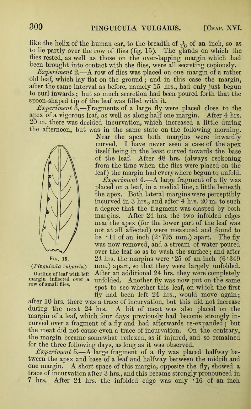 like the helix of the human ear, to the breadth of of an inch, so as to lie partly over the row of flies (fig. 15). The glands on which the flies rested, as well as those on the over-lapping margin which had been brought into contact with the flies, were all secreting copiously. Experiment 2.—A row of flies was placed on one margin of a rather old leaf, which lay flat on the ground; and in this case the margin, after the same interval as before, namely 15 hrs., had only just begun to curl inwards; but so much secretion had been poured forth that the spoon-shaped tip of the leaf was filled with it. Experiment 3.—Fragments of a large fly were placed close to the apex of a vigorous leaf, as well as along half one margin. After 4 hrs. 20 m. there was decided incurvation, which increased a little during the afternoon, but was in the same state on the following morning. Near the apex both margins were inwardly curved. I have never seen a case of the apex itself being in the least curved towards the base of the leaf. After 48 hrs. (always reckoning from the time when the flies were placed on the leaf) the margin had everywhere begun to unfold. Experiment 4.—A large fragment of a fly was placed on a leaf, in a medial line, a little beneath the apex. Both lateral margins were perceptibly incurved in 3 hrs., and after 4 hrs. 20 m. to such a degree that the fragment was clasped by both margins. After 24 hrs. the two infolded edges near the apex (for the lower part of the leaf was not at all affected) were measured and found to be 'll of an inch (2-795 mm.) apart. The fly was now removed, and a stream of water poured over the leaf so as to wash the surface; and after 24 hrs. the margins were • 25 of an inch (6 • 349 mm.) apart, so that they were largely unfolded. After an additional 24 hrs. they were completely unfolded. Another fly was now put on the same spot to see whether this leaf, on which the first fly had been left 24 hrs., would move again; after 10 hrs. there was a trace of incurvation, but this did not increase during the next 24 brs. A bit of meat was also placed on the margin of a leaf, which four days previously had become strongly in- curved over a fragment of a fly and had afterwards re-expanded; but the meat did not cause even a trace of incurvation. On the contrary, the margin became somewhat reflexed, as if injured, and so remained for the three following days, as long as it was observed. Experiment 5.—A large fragment of a fly was placed halfway be- tween the apex and base of a leaf and halfway between the midrib and one margin. A short space of this margin, opposite the fly, showed a trace of incurvation after 3 hrs., and this became strongly pronounced in 7 hrs. After 24 hrs. the infolded edge was only ‘16 of an inch Fig. 15. (Pivguicula vulgaris.') Outline of leaf with left margin inflected over a row of small flies.