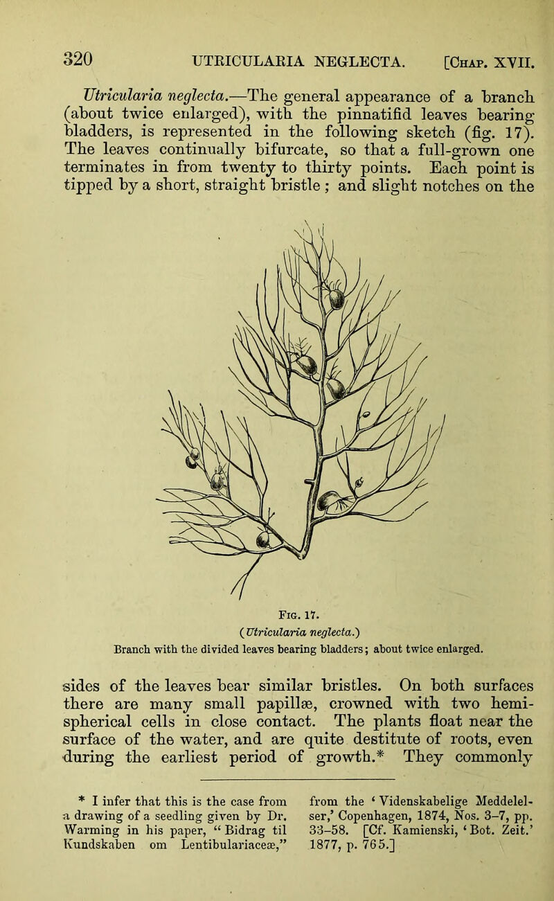 Utricularia neglecta.-—Tlie general appearance of a branch, (about twice enlarged), with the pinnatifid leaves bearing bladders, is represented in the following sketch (fig. 17). The leaves continually bifurcate, so that a full-grown one terminates in from twenty to thirty points. Each point is tipped by a short, straight bristle ; and slight notches on the Fig. 17. ( Utricularia neglecta.') Branch with the divided leaves bearing bladders; about twice enlarged. sides of the leaves bear similar bristles. On both surfaces there are many small papillae, crowned with two hemi- spherical cells in close contact. The plants float near the surface of the water, and are quite destitute of roots, even during the earliest period of growth.* They commonly * I infer that this is the case from from the ‘ Videnskahelige Meddelel- a drawing of a seedling given by Dr. ser,’ Copenhagen, 1874, Nos. 3-7, pp. Warming in his paper, “ Bidrag til 33-58. [Cf. Kamienski, ‘ Bot. Zeit.’ Kundskaben om Lentibulariaceae,” 1877, p. 765.]