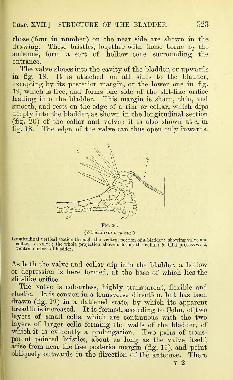 those (four in number) on the near side are shown in the drawing. These bristles, together with those borne by the antennae, form a sort of hollow cone surrounding the entrance. The valve slopes into the cavity of the bladder, or upwards in fig. 18. It is attached on all sides to the bladder, excepting by its posterior margin, or the lower one in fig. 19, which is free, and forms one side of the slit-like orifice leading into the bladder. This margin is sharp, thin, and smooth, and rests on the edge of a rim or collar, which dips deeply into the bladder, as shown in the longitudinal section (fig. 20) of the collar and valve; it is also shown at c, in fig. 18. The edge of the valve can thus open only inwards. Fig. 20. ( Utricularia ncglecta.) Longitudinal vertical section through the ventral portion of a bladder; showing valve and collar, v, valve; the whole projection above c forms the collar; b, bifid processes; s, ventral surface of bladder. As both the valve and collar dip into the bladder, a hollow or depression is here formed, at the base of which lies the slit-like orifice. The valve is colourless, highly transparent, flexible and elastic. It is convex in a transverse direction, but has been drawn (fig. 19) in a flattened state, by which its apparent breadth is increased. It is formed, according to Cohn, of two layers of small cells, which are continuous with the two layers of larger cells forming the walls of the bladder, of which it is evidently a prolongation. Two pairs of trans- parent pointed bristles, about as long as the valve itself, arise from near the free posterior margin (fig. 19), and point obliquely outwards in the direction of the antenna}. There Y 2