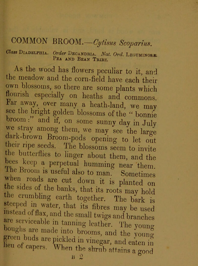 COMMON BROOM.—Cytisws Scop arias. Class Diadelphia. Order Deoandria. Nat. Ord. Leouminosjs. Pea and Bean Tribe. As the wood has flowers peculiar to it, and the meadow and the corn-field have each their own blossoms, so there are some plants which flourish especially on heaths and commons, hai away, over many a heath-land, we may see the bright golden blossoms of the “ bonnie broom ” and if, on some sunny day in July we stray among them, we may see the laro-e dark-brown Broom-pods opening to let out their ripe seeds. The blossoms seem to invite the butterflies to linger about them, and the bees keep a perpetual humming near them. he Broom is useful also to man. Sometimes Avhen roads are cut down it is planted on he sides of the banks, that its roots may hold the crumbling earth together. The bark is steeped m water, that its fibres may be used mstead of flax, and the small twigs and branches , seiviceable m tanning leather. The youno- boughs^ are made into brooms, and the youim heitof r'K S arC wfled 1° vineSar> and eaten in of capers. When the shrub attains a good