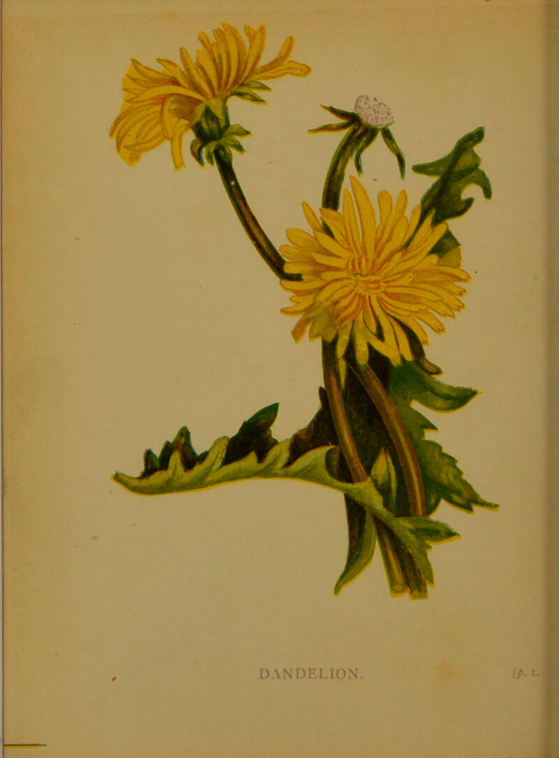 DANDELION. IP- «•