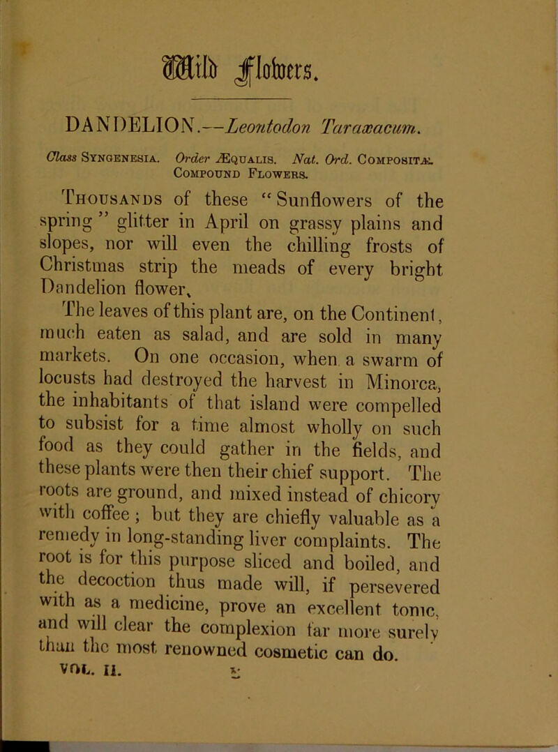 fflilfr Jeters. DANDELION.—Leontodon Taraxacum. Class Syngenehia. Order ^Equalis. Nat. Ord. Compositac. Compound Flowers. Thousands of these “ Sunflowers of the spring ” glitter in April on grassy plains and slopes, nor will even the chilling frosts of Christmas strip the meads of every bright Dandelion flower. The leaves of this plant are, on the Continent, much eaten as salad, and are sold in many markets. On one occasion, when a swarm of locusts had destroyed the harvest in Minorca, the inhabitants of that island w’ere compelled to subsist for a time almost wholly on such food as they could gather in the fields, and these plants were then their chief support. The roots are ground, and mixed instead of chicory with coffee; but they are chiefly valuable as a remedy in long-standing liver complaints. The root is for this purpose sliced and boiled, and ^ ^ecoc^on thus made will, if persevered with as a medicine, prove an excellent tonic, and will clear the complexion far more surely than the most renowned cosmetic can do.