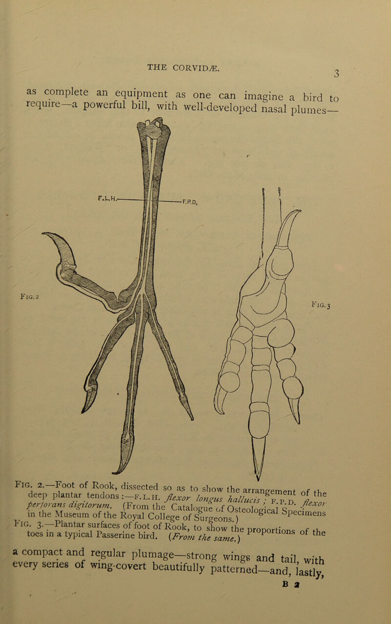 THE CORVIDS. 3 Fig. 3 Fig 2.—Foot of Rook, dis.sected so as to show the arrangement of th^ deep plantar tendons :—f. l. h. flexor lonirus hallucis • f n i per/orans digUorum. (From the^ Cataloguf of OsteoIoFirri ^ ‘ in the hOseum of the Royal College of S^J-geon ® Spectmens hiG 3-Plantar surfaces of fool of Rook, to show the proportions of the toes in a typical Passerine bird. (.From the same.) ^ Portions of the a compact and regular plumage—strong wings and tail with every senes of wing-covert beautifully patterLd-and, I’aTtly, as complete an equipment as one can imagine a bird to require—a powerful bill, with well-developed nasal plumes—